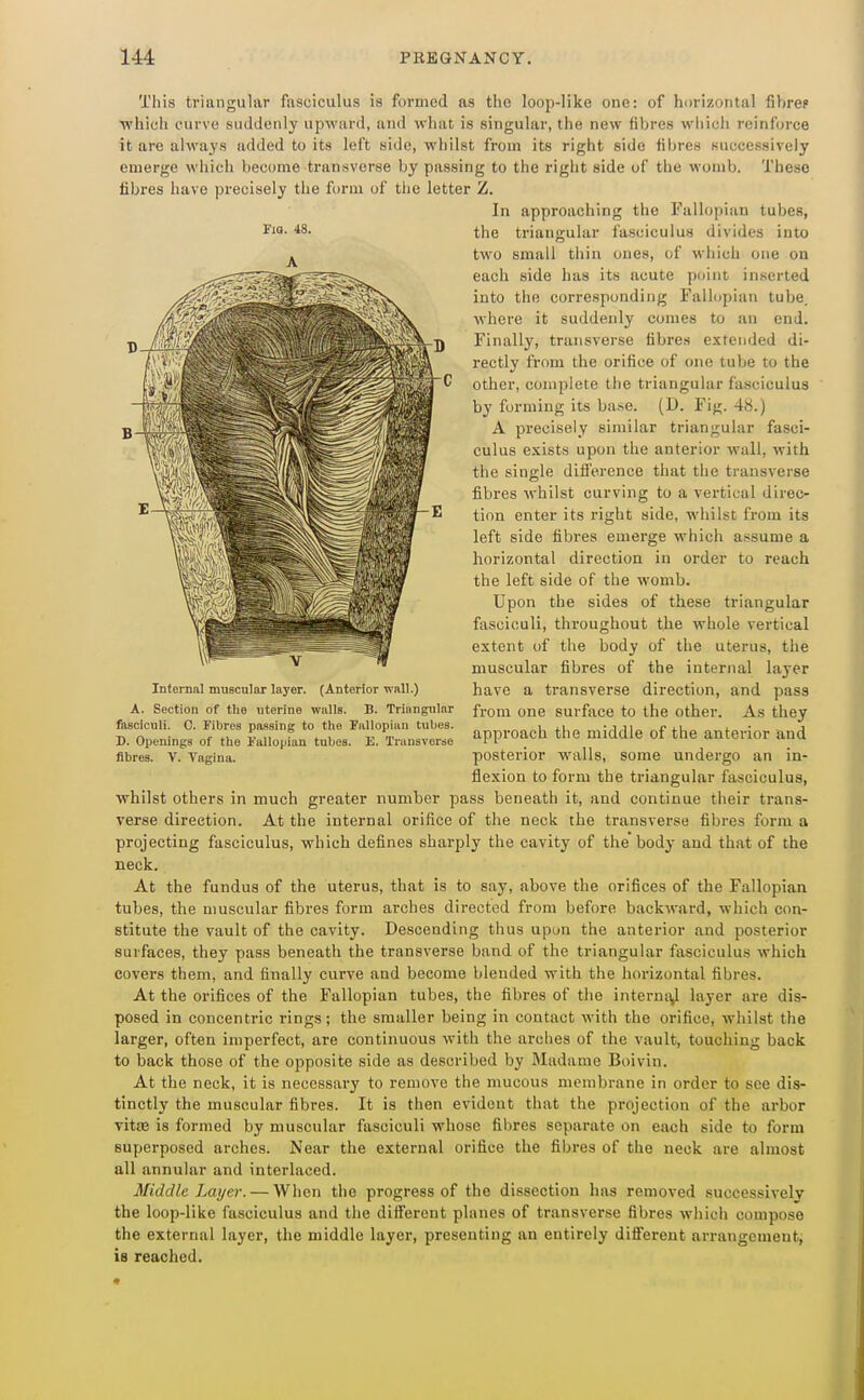 Fio. 48. This triangular fasciculus is formed as the loop-like one: of horizontal fibre? ■which curve suddenly upward, and what is singular, the new fibres wiiich reinforce it are always added to its left side, whilst from its right side fibres successively emerge which become transverse by passing to the right side of the womb. These fibres have precisely the form of the letter Z. In approaching the Fallopian tubes, the triangular fasciculus divides into two small thin ones, of which one on each side has its acute point inserted into the corresponding Fallopian tube, where it suddenly comes to an end. Finally, transverse fibres extended di- rectly from the orifice of one tube to the other, complete the triangular fasciculus by forming its base. (D. Fig. 48.) A precisely similar triangular fasci- culus exists upon the anterior Avail, with the single difJ'erence that the transverse fibres whilst curving to a vertical direc- tion enter its right side, whilst from its left side fibres emerge which assume a horizontal direction in order to reach the left side of the womb. Upon the sides of these triangular fasciculi, throughout the whole vertical extent of the body of the uterus, the muscular fibres of the internal layer have a transverse direction, and pass from one surface to the other. As they approach the middle of the anterior and posterior walls, some undergo an in- flexion to form the triangular fasciculus, whilst others in much greater number pass beneath it, and continue their trans- verse direction. At the internal orifice of the neck the transverse fibres form a projecting fasciculus, which defines sharply the cavity of the body and that of the neck. At the fundus of the uterus, that is to say, above the orifices of the Fallopian tubes, the muscular fibres form arches directed from before backward, which con- stitute the vault of the cavity. Descending thus upon the anterior and posterior surfaces, they pass beneath the transverse band of the triangular fasciculus which covers them, and finally curve and become blended with the horizontal fibres. At the orifices of the Fallopian tubes, the fibres of the interm^l layer are dis- posed in concentric rings; the smaller being in contact with the orifice, whilst the larger, often imperfect, are continuous with the arches of the vault, touching back to back those of the opposite side as described by Madame Boivin. At the neck, it is necessary to remove the mucous membrane in order to see dis- tinctly the muscular fibres. It is then evident that the projection of the arbor vitjB is formed by muscular fasciculi whose fibres separate on each side to form superposed arches. Near the external orifice the fibres of the neck are almost all annular and interlaced. Middle Layer. — When the progress of the dissection has removed successively the loop-like fasciculus and the different planes of transverse fibres which compose the external layer, the middle layer, presenting an entirely different arrangement; is reached. Internnl muscular layer. (Anterior wall.) A. Section of the uterine walls. B. Triangular fasciculi. C. Fibres passing to the Fallopian tubes. D. Openings of the Fallopian tubes. E. Transverse fibres. V. Vagina.