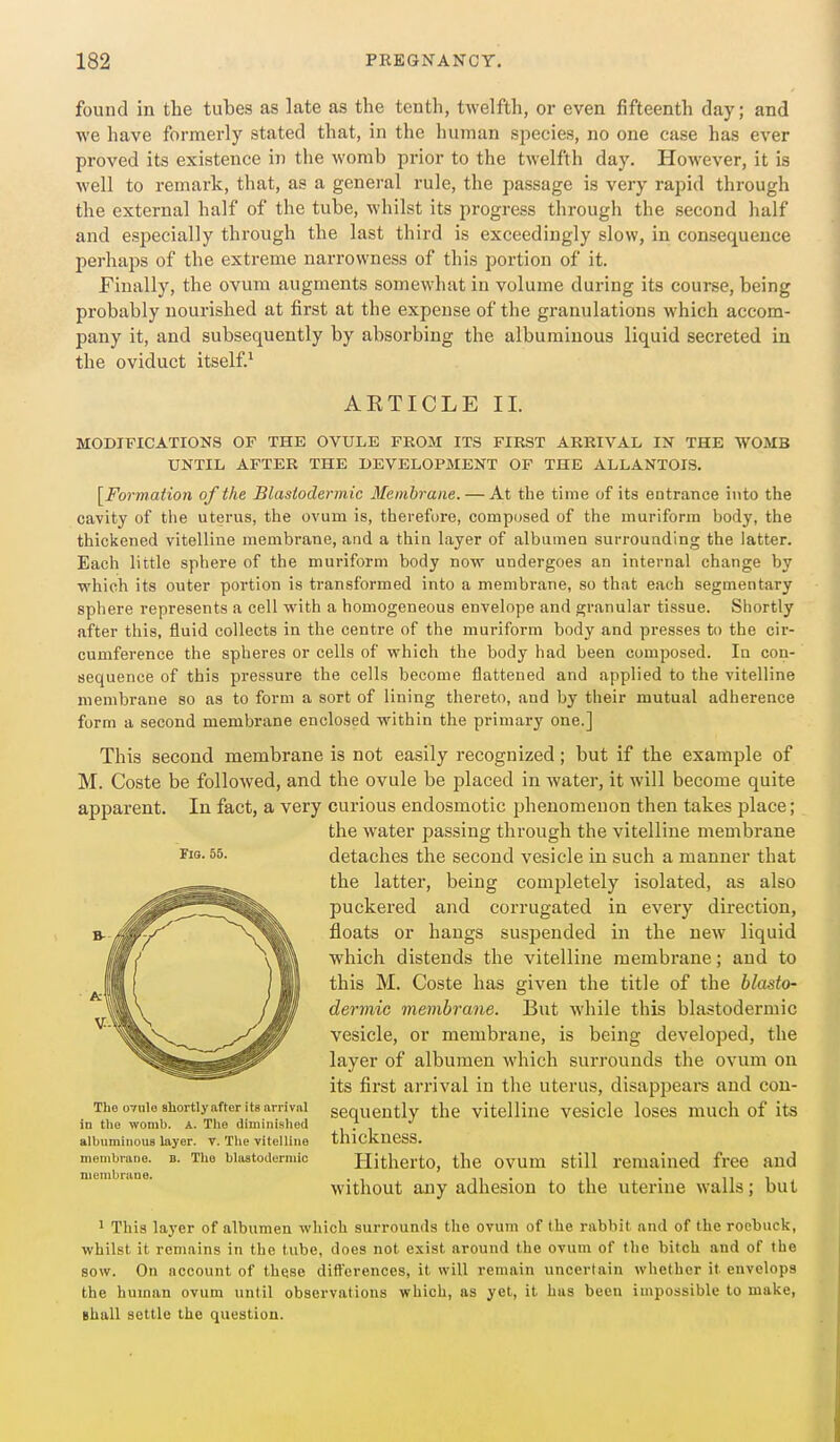 found in the tubes as late as the tenth, twelfth, or even fifteenth day; and we have formerly stated that, in the human species, no one case has ever proved its existence in the womb prior to the twelfth day. However, it is well to remark, that, as a general rule, the passage is very rapid through the external half of the tube, whilst its progress through the second half and especially through the last third is exceedingly slow, in consequence perhaps of the extreme narrowness of this portion of it. Finally, the ovum augments somewhat in volume during its course, being probably nourished at first at the expense of the granulations which accom- pany it, and subsequently by absorbing the albuminous liquid secreted in the oviduct itself.^ AETICLE II. MODIFICATIONS OF THE OVULE FKOM ITS FIRST ARRIVAL IN THE WOMB UNTIL AFTER THE DEVELOPMENT OF THE ALLANTOIS. [Formation of the Blastodermic Membrane. — At the time of its entrance into the cavity of the uterus, the ovum is, therefore, composed of the muriform body, the thickened vitelline membrane, and a thin layer of albumen surrouading the latter. Each little sphere of the muriform body now undergoes an internal change by which its outer portion is transformed into a membrane, so that each segmentary sphere represents a cell with a homogeneous envelope and granular tissue. Shortly after this, fluid collects in the centre of the muriform body and presses to the cir- cumference the spheres or cells of which the body had been composed. In con- sequence of this pressure the cells become flattened and applied to the vitelline membrane so as to form a sort of lining thereto, and by their mutual adherence form a second membrane enclosed within the primary one.] This second membrane is not easily recognized; but if the example of M. Coste be followed, and the ovule be placed in water, it will become quite apparent. In fact, a very curious endosmotic phenomenon then takes place; the water passing through the vitelline membrane detaches the second vesicle in such a manner that the latter, being completely isolated, as also puckered and corrugated in every direction, floats or hangs susjjended in the new liquid which distends the vitelline membrane; and to this M. Coste has given the title of the blasto- dermic membrane. But while this blastodermic vesicle, or membrane, is being developed, the layer of albumen which surrounds the ovum on its first arrival in the uterus, disappears and con- sequently the vitelline vesicle loses much of its thickness. Hitherto, the ovum still remained free and without any adhesion to the uterine walls; but fia. 55. The ovnlo shortly after its arrival in the womh. A. The diminished albuminous layer, v. The vitelline membrane. B. Tlio blastodermic nienibrune. 1 This layer of albumen which surrounds the ovum of the rabbit and of the roebuck, whilst it remains in the lube, does not exist around the ovum of tlie bitch and of the BOW. On account of these diltcrences, it will remain uncertain whether it envelops the human ovum until observations which, as yet, it bus been impossible to make, ghull settle the question.