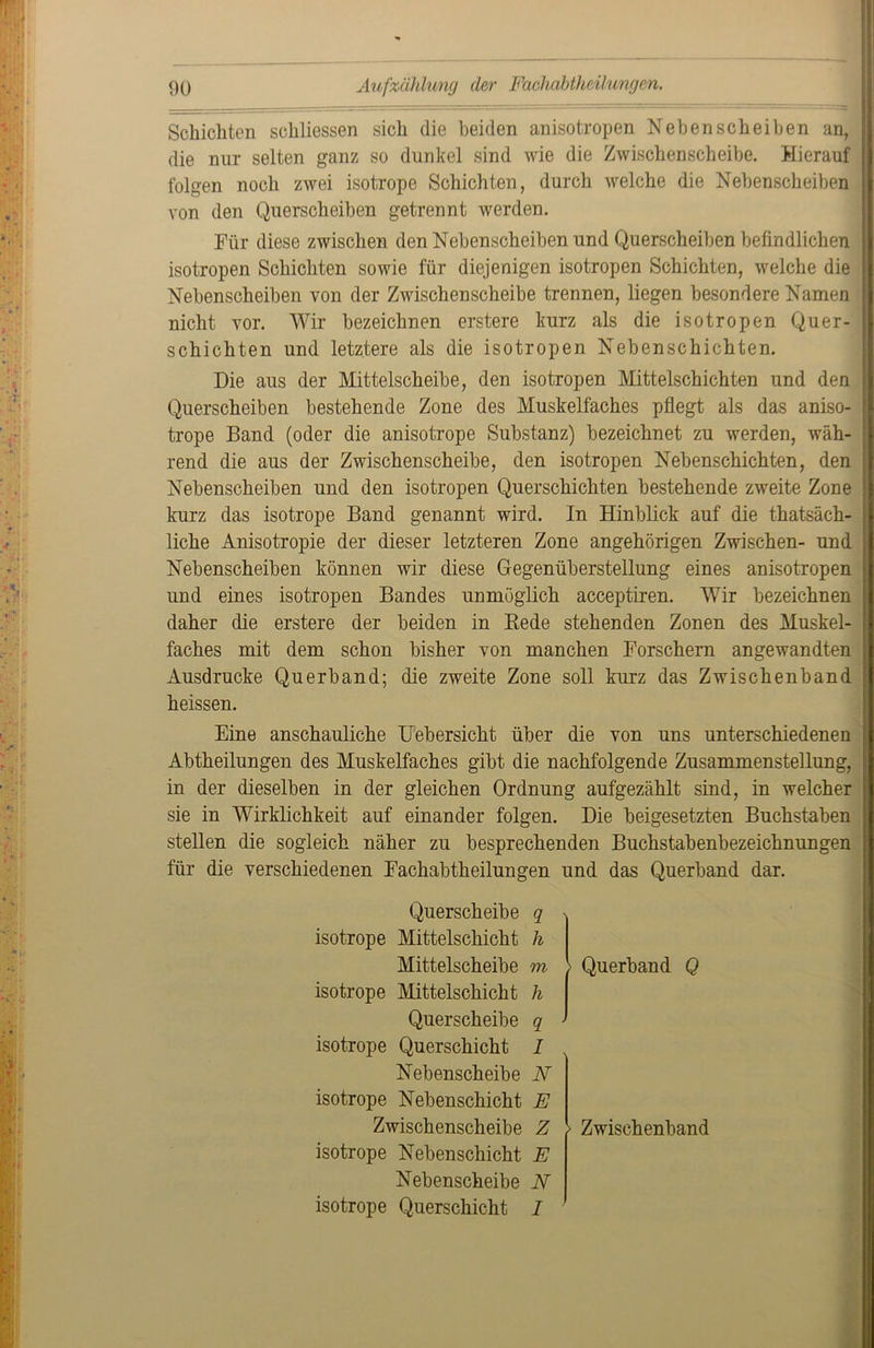 Schichten schlossen sich die beiden anisotropen Neben scheiben an, die nur selten ganz so dunkel sind wie die Zwischenscheibe. Hierauf folgen noch zwei isotrope Schichten, durch welche die Nebenscheiben von den Querscheiben getrennt werden. Für diese zwischen den Nebenscheiben und Querscheiben befindlichen isotropen Schichten sowie für diejenigen isotropen Schichten, welche die Nebenscheiben von der Zwischenscheibe trennen, liegen besondere Namen nicht vor. Wir bezeichnen erstere kurz als die isotropen Quer- schichten und letztere als die isotropen Nebenschichten. Die aus der Mittelscheibe, den isotropen Mittelschichten und den Querscheiben bestehende Zone des Muskelfaches pflegt als das aniso- I trope Band (oder die anisotrope Substanz) bezeichnet zu werden, wäh- | rend die aus der Zwischenscheibe, den isotropen Nebenschichten, den j Nebenscheiben und den isotropen Querschichten bestehende zweite Zone kurz das isotrope Band genannt wird. In Hinblick auf die thatsäch- liche Anisotropie der dieser letzteren Zone angehörigen Zwischen- und Nebenscheiben können wir diese Gegenüberstellung eines anisotropen und eines isotropen Bandes unmöglich acceptiren. Wir bezeichnen daher die erstere der beiden in Bede stehenden Zonen des Muskel- faches mit dem schon bisher von manchen Forschern angewandten Ausdrucke Querband; die zweite Zone soll kurz das Zwischenband heissen. Eine anschauliche Uebersicht über die von uns unterschiedenen Abtheilungen des Muskelfaches gibt die nachfolgende Zusammenstellung, in der dieselben in der gleichen Ordnung aufgezählt sind, in welcher sie in Wirklichkeit auf einander folgen. Die beigesetzten Buchstaben stellen die sogleich näher zu besprechenden Buchstabenbezeichnungen für die verschiedenen Fachabtheilungen und das Querband dar. Querscheibe q isotrope Mittelschicht h Mittelscheibe m isotrope Mittelschicht h Querscheibe q isotrope Querschicht I Nebenscheibe N isotrope Nebenschicht E Zwischenscheibe Z isotrope Nebenschicht E Nebenscheibe N isotrope Querschicht I > Querband Q > Zwischenband