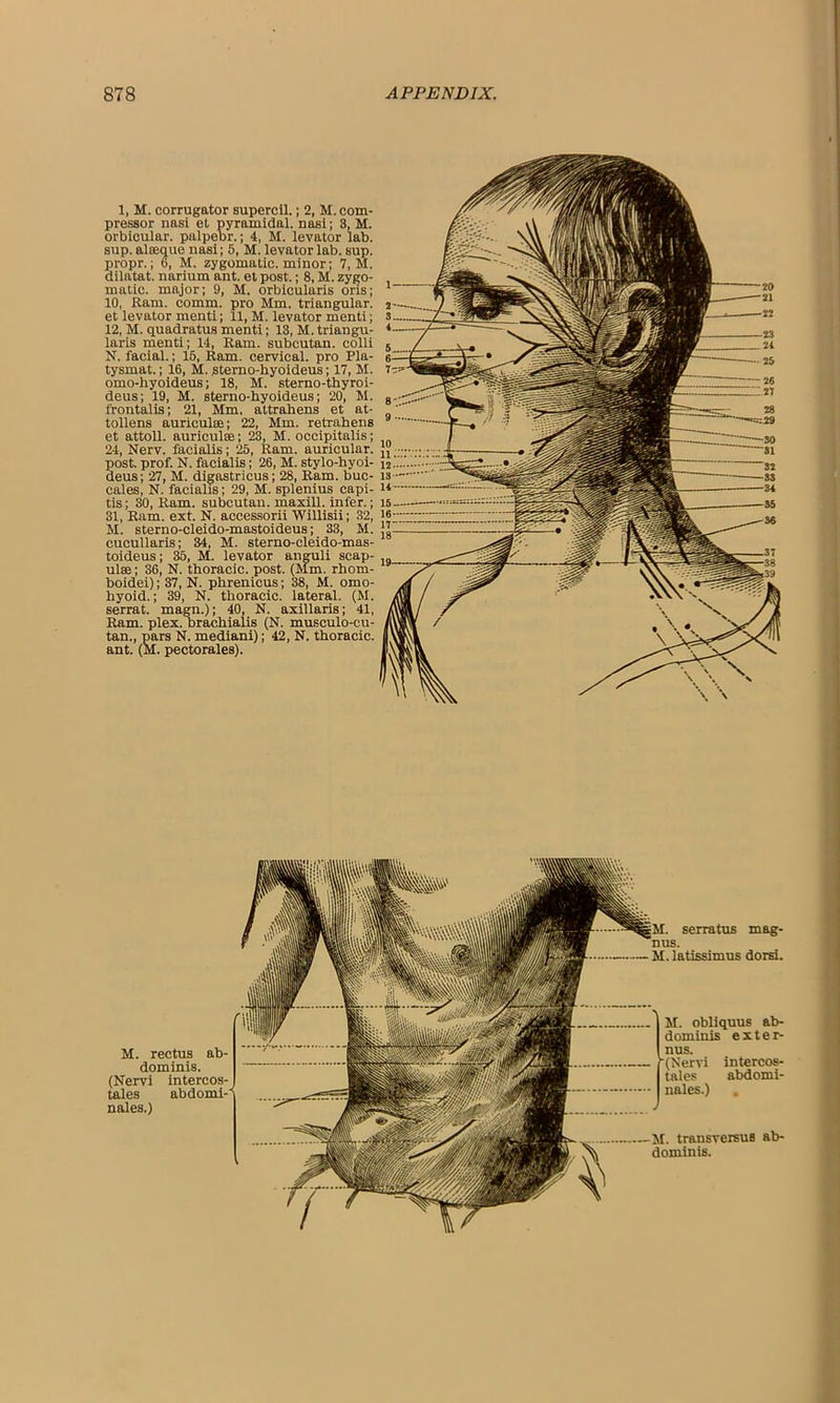 1, M. corrugator supercil.; 2, M. com- pressor nasi el pyramidal, nasi; 3, M. orbicular, pulpebr.; 4, M. levator lab. sup. alaequc nasi; 5, M. levator lab. sup. propr.; 6, M. zygomatic, minor; 7, M. dilatat. narium ant. et post.; 8, M. zygo- matic. major; 9, M. orbicularis oris; 10, Ram. comm, pro Mm. triangular, et levator menti; 11, M. levator menti; 12, M. quadratus menti; 13, M. triangu- laris menti; 14, Ram. subcutan. colli N. facial.; 15, Ram. cervical, pro Pla- tysmat.; 16, M. sterno-hyoideus; 17, M. omo-hyoideus; 18, M. sterno-thyroi- deus; 19, M. sterno-hyoideus; 20, M. frontalis; 21, Mm. attrahens et at- tollens auricula; 22, Mm. retrahens et attoll. auricula; 23, M. occipitalis; 24, Nerv. facialis; 25, Ram. auricular, post. prof. N. facialis; 26, M. stylo-hyoi- deus; 27, M. digastricus; 28, Ram. buc- cales, N. facialis; 29, M. splenius capi- tis ; 30, Ram. subcutan. maxill. infer.; 31, Ram. ext. N. accessorii Willisii; 32, M. sterno-cleido-mastoideus; 33, M. cucullaris; 34, M. sterno-cleido-mas- toideus; 35, M. levator anguli scap- ula; 36, N. thoracic, post. (Mm. rhom- boidei); 37, N. phrenicus; 38, M. omo- hyoid. ; 39, N. thoracic, lateral. (M. serrat. magn.); 40, N. axillaris; 41, Ram. plex. brachialis (N. musculo-cu- tan., pars N. mediani); 42, N. thoracic, ant. (M. pectorales). M. rectus ab- dominis. (Nervi intercos- tales abdomi- nales.) serratus mag- M. latissimus dorsi. M. obliquus ab- dominis e x t e r- nus. •(Nervi intercos- tales abdomi- nales.) . M. transversus ab- dominis.