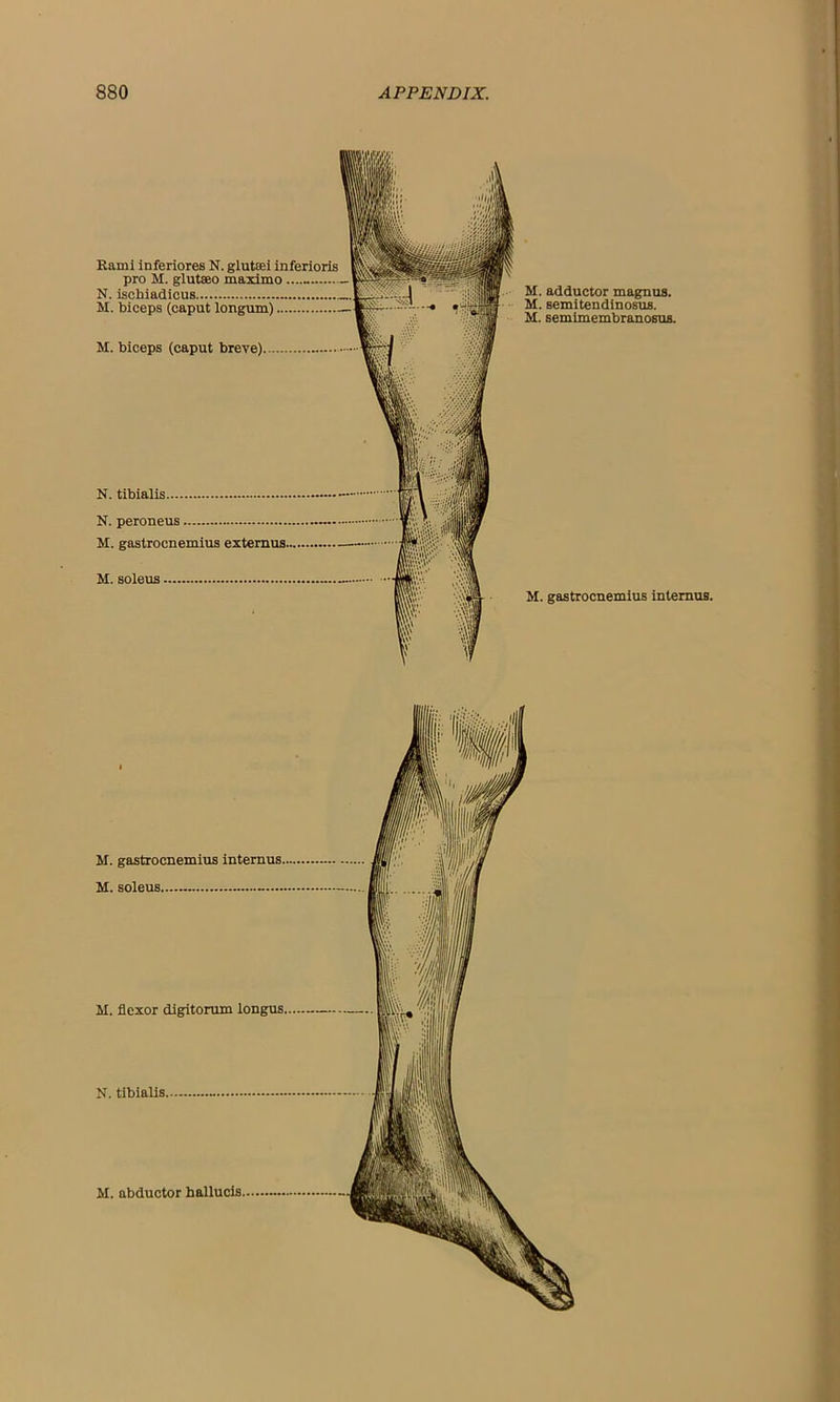 Rami inferiores N. glutsei inferioris pro M. glutseo maximo N. ischiadicus M. biceps (caput longum) M. biceps (caput breve) N. tibialis N. peroneus M. gastrocnemius externus.... M. soleus M. adductor magnua. M. semitendinosus. M. semimembranosus. M. gastrocnemius intemus.