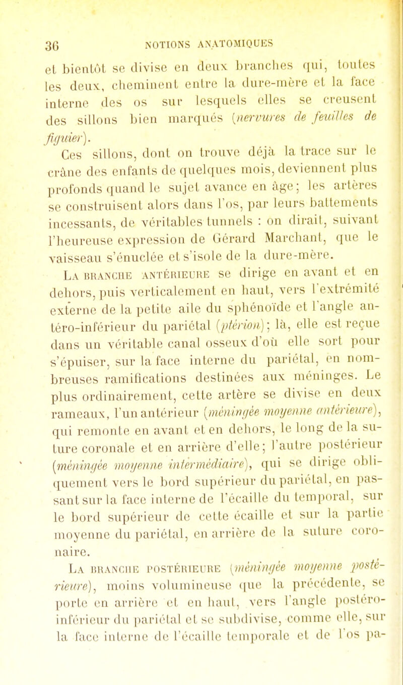 el bientôt se divise en deux brandies qui, loules les deux, clieminenL entre la dure-mère et la lace interne des os sur lesquels elles se creusent des sillons bien marqués [nermires de feuilks de figuier). Ces sillons, dont on trouve déjà la trace sur le crâne des enfants de quelques mois, deviennent plus profonds quand le sujet avance en âge ; les artères se construisent alors dans l'os, par leurs battements incessants, de véritables tunnels : on dirait, suivant l'heureuse expression de Gérard Marchant, que le vaisseau s'énuclée et s'isole de la dure-mère. La branche antérieure se dirige en avant et en dehors, puis verticalement en haut, vers l'extrémité externe de la petite aile du sphénoïde et l'angle an- téro-inférieur du pariétal (piérion) ; là, elle est reçue dans un véritable canal osseux d'où elle sort pour s'épuiser, sur la face interne du pariétal, en nom- breuses ramifications destinées aux méninges. Le plus ordinairement, cette artère se divise en deux rameaux, l'un antérieur [méningée moyenne antérieure), qui remonte en avant et en dehors, le long de la su- ture coronale et en arrière d'elle; l'autre postérieur [méningée moyenne intermédiaire), qui se dirige obli- quement vers le bord supérieur du pariétal, en pas- sant sur la face interne de fécaille du temporal, sur le bord supérieur de cette écaille et sur la partie moyenne du pariétal, en arrière de la suture coro- naire. La 15RANC11E POSTÉRIEURE [méningée moyenne j^osté- rieiire), moins volumineuse (|ue la précédente, se porte en arrière et en iiaul, vers l'angle posléro- ini'érieui- du [tariélal et se subdivise, comme elle, sur la facc! interne de l'écaillé temporale et de l'os pa-