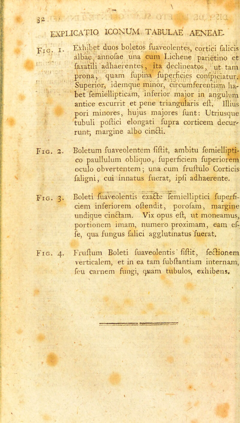 explicatio iconum tabulae aeneae. Fig. I* Exhjbet duos boletos fuaveolentes, cortici falicis- ■' ' albad, annofae una cum Lichene parietino et ‘ ‘ faxatili adhaerentes, ita declineatos, ut tarn ' prona, quam fupina fuperhcies confpiclatur. Superior, idemque minor, cu-cumferentiam ha- ‘ bet femiellipticam, inferior major m angulvim antice excurrit et pene triangularis eft, Illius / pori minores, hujus majores funt: Utriusque ' tubuli poftici elongati fupra corticem decur' runt, margine albo cinfli. Fig. 2. Boletum fuaveolentem fiftit, ambitu femiellipti- co paullulum obliquo, fuperficiem fuperiorem oculo obvertentem; una cum fruftulo Corticis faligni, cui innatus fuerat, ipft adhaerente. Fig. 3. Boleti fuaveolentis exafle Temiclliptici fuperfi- ciem inferiorem oftendit, porofam, margine undique cinftam. Vix opus eft, ut moneamus, portionem imam, numero proximam, earn eft fe, qua fungus falici agglutinatus fuerat. Fig. 4. Fruftum Boleti fuaveolentis’ fiftit, fec^ioxiem verticalem, et in ea tarn fubftantiam internam, feu carnem fungi, cpiam tubulos, exhibens. r