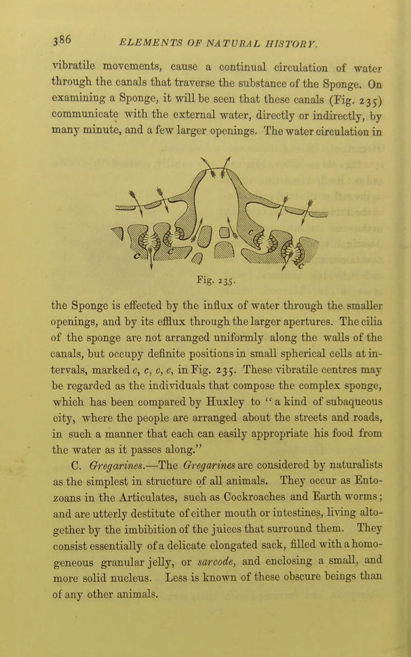 vibratile movements, cause a continual circulation of water through the canals that traverse the substance of the Sponge. On examining a Sponge, it will be seen that these canals (Fig. 235) communicate with the external water, directly or indirectly, by many minute, and a few larger openings. The water circulation in Fig- 235- the Sponge is effected by the influx of water through the smaller openings, and by its efflux through the larger apertures. The cilia of the sponge are not arranged uniformly along the walls of the canals, but occupy definite positions in small spherical cells at in- tervals, marked c, c, c, c, in Fig. 235. These vibratile centres may be regarded as the individuals that compose the complex sponge, which has been compared by Huxley to  a kind of subaqueous city, where the people are arranged about the streets and roads, in such a manner that each can easily appropriate his food from the water as it passes along. C. Gregarines.—The Gregarines are considered by naturalists as the simplest in structure of aU animals. They occur as Ento- zoans in the Articulates, such as Cockroaches and Earth worms; and are utterly destitute of either mouth or intestines, living alto- gether by the imbibition of the juices that surround them. They consist essentially of a delicate elongated sack, filled with a homo- geneous granular jelly, or sarcode, and enclosing a small, and more solid nucleus. Less is known of these obscure beings than of any other animals.