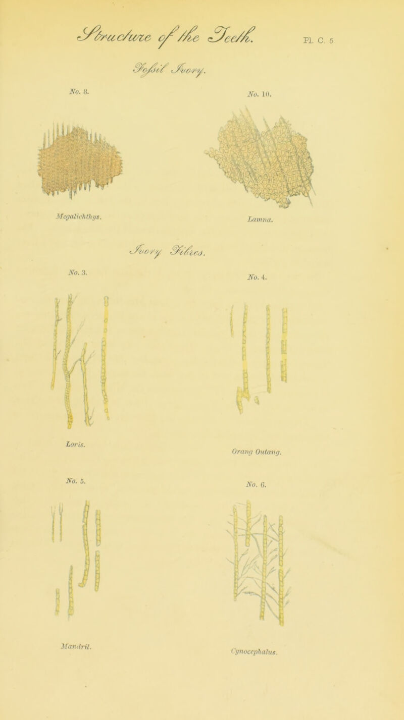 PL C. 5 No. 8. Mcgalichthys. No. 10. ( ntC.). No. 8. No. 4. Oran;i Outang. No. 5. No. 0.