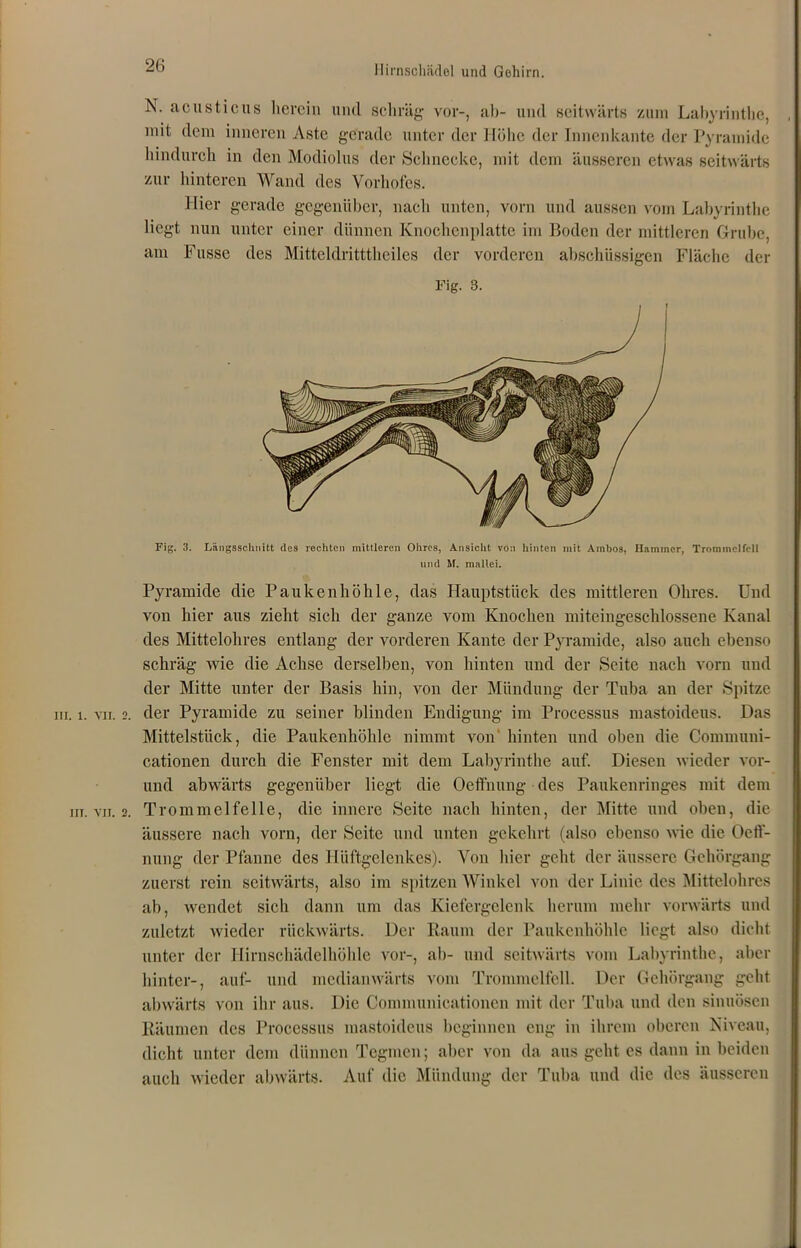 N. acusticus herein und schräg vor-, ab- und seitwärts zum Labyrinthe, mit dem inneren Aste gerade unter der Höhe der Innenkante der Pyramide hindurch in den Modiolus der Schnecke, mit dem äusseren etwas seitwärts zur hinteren Wand des Vorhofes. Hier gerade gegenüber, nach unten, vorn und aussen vom Labyrinthe liegt nun unter einer dünnen Knochen platte im Boden der mittleren Grube, am Fasse des Mitteldritttheiles der vorderen abschüssigen Fläche der Fig. 3. Fig. 3. Längsschnitt des rechten mittleren Ohres, Ansicht von hinten mit Ambos, Hammer, Trommelfell und M. mallei. Pyramide die Paukenhöhle, das Hauptstück des mittleren Ohres. Und von hier aus zieht sich der ganze vom Knochen miteingeschlossene Kanal des Mittelohres entlang der vorderen Kante der Pyramide, also auch ebenso schräg wie die Achse derselben, von hinten und der Seite nach vorn und der Mitte unter der Basis hin, von der Mündung der Tuba an der Spitze m. i. yii. 2. der Pyramide zu seiner blinden Endigung im Processus mastoideus. Das Mittelstück, die Paukenhöhle nimmt von hinten und oben die Communi- cationen durch die Fenster mit dem Labyrinthe auf. Diesen wieder vor- und abwärts gegenüber liegt die Oefthung des Paukenringes mit dem in. yii. 2. Trommelfelle, die innere Seite nach hinten, der Mitte und oben, die äussere nach vorn, der Seite und unten gekehrt (also ebenso wie die Öeff- nung der Pfanne des Hüftgelenkes). Von hier geht der äussere Gehörgang zuerst rein seitwärts, also im spitzen Winkel von der Linie des Mittelohres ab, wendet sich dann um das Kiefergelenk herum mehr vorwärts und zuletzt wieder rückwärts. Der Raum der Paukenhöhle liegt also dicht unter der Hirnschädelhöhle vor-, ab- und seitwärts vom Labyrinthe, aber hinter-, auf- und medianwärts vom Trommelfell. Der Gehörgang geht abwärts von ihr aus. Die Communicationen mit der Tuba und den sinuösen Räumen des Processus mastoideus beginnen eng in ihrem oberen Niveau, dicht unter dem dünnen Tegmcn; aber von da aus geht es dann in beiden auch wieder abwärts. Auf die Mündung der Tuba und die des äusseren