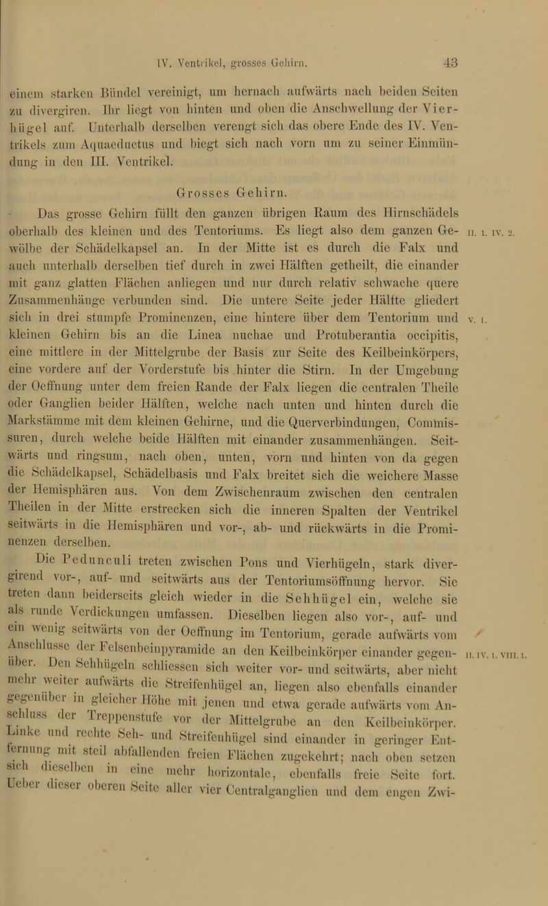 einem starken Bündel vereinigt, um hernach aufwärts nach beiden »Seiten zu divergiren. Ihr liegt von hinten und oben die Anschwellung der Vier- h üge 1 auf. Unterhalb derselben verengt sich das obere Ende des IV. Ven- trikels zum Aquaeductus und biegt sich nach vorn um zu seiner Einmün- dung in den III. Ventrikel. Das grosse Gehirn füllt den ganzen übrigen Raum des Hirnschädels oberhalb des kleinen und des Tentoriums. Es liegt also dem ganzen Ge- n. 1. iv. 2. wölbe der Schädelkapsel an. In der Mitte ist es durch die Falx und auch unterhalb derselben tief durch in zwei Hälften getheilt, die einander mit ganz glatten Flächen anliegen und nur durch relativ schwache quere Zusammenhänge verbunden sind. Die untere Seite jeder Hälfte gliedert sich in drei stumpfe Prominenzen, eine hintere über dem Tentorium und v. 1. kleinen Gehirn bis an die Linea nuchae und Protuberantia occipitis, eine mittlere in der Mittelgrube der Basis zur Seite des Keilbeinkörpers, eine vordere auf der Vorderstufe bis hinter die Stirn. In der Umgebung der Oefl'nung unter dem freien Rande der Falx liegen die centralen Theile oder Ganglien beider Hälften, welche nach unten und hinten durch die Markstämme mit dem kleinen Gehirne, und die Querverbindungen, Commis- suren, durch welche beide Hälften mit einander Zusammenhängen. Seit- wärts und ringsum, nach oben, unten, vorn und hinten von da gegen die Schädelkapsel, Schädelbasis und Falx breitet sich die weichere Masse der Hemisphären aus. Von dem Zwischenraum zwischen den centralen Theilen in der Mitte erstrecken sich die inneren Spalten der Ventrikel seitwäits in die Hemisphären und vor-, ab- und rückwärts in die Promi- nenzen derselben. Die Pedunculi treten zwischen Pons und Vierhügeln, stark diver- giiend ^ 01 -, auf- und seitwärts aus der Tentoriumsöffnung hervor. Sie tiefen dann beiderseits gleich wieder in die Sehhügel ein, welche sic als runde Verdickungen umfassen. Dieselben liegen also vor-, auf- und Grosses Gehirn. ein wenig seitwärts von der Oeffnun Anschlüsse der Felsenbeinpyramide s g im Tentorium, gerade aufwärts vom II. IV. 1. VIII. I.