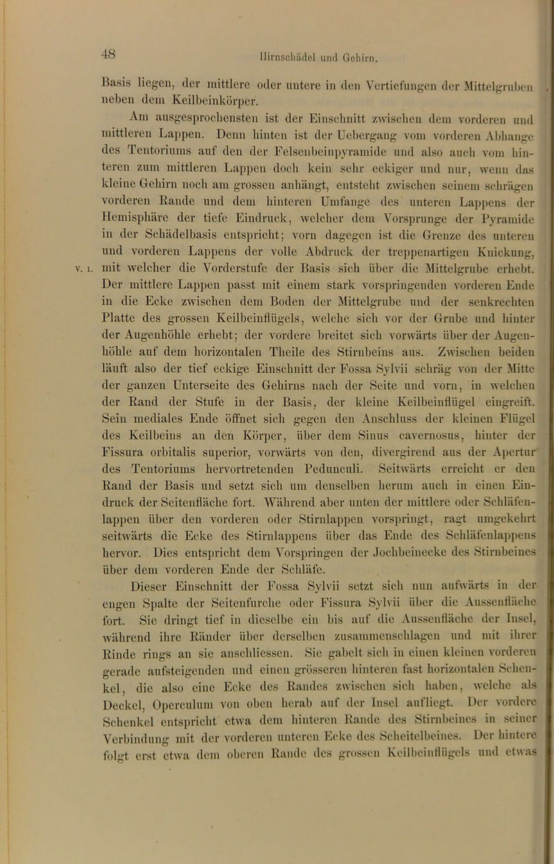 Basis liegen, der mittlere oder untere in den Vertiefungen der Mittelgruben neben dem Keilbeinkörper. Am ausgesprochensten ist der Einschnitt zwischen dem vorderen und mittleren Lappen. Denn hinten ist der Uebergang vom vorderen Abhange des Tentoriums auf den der Felsenbeinpyramide und also auch vom hin- teren zum mittleren Lappen doch kein sehr eckiger und nur, wenn das kleine Gehirn noch am grossen anhängt, entsteht zwischen seinem schrägen vorderen Rande und dem hinteren Umfange des unteren Lappens der Hemisphäre der tiefe Eindruck, welcher dem Vorsprunge der Pyramide in der Schädelbasis entspricht; vorn dagegen ist die Grenze des unteren und vorderen Lappens der volle Abdruck der treppenartigen Knickung, v. i. mit welcher die Vorderstufc der Basis sich über die Mittelgrube erhebt. Der mittlere Lappen passt mit einem stark vorspringenden vorderen Ende in die Ecke zwischen dem Boden der Mittelgrube und der senkrechten Platte des grossen Keilbeinflügels, welche sich vor der Grube und hinter der Augenhöhle erhebt; der vordere breitet sich vorwärts über der Augen- höhle auf dem horizontalen Theile des Stirnbeins aus. Zwischen beiden läuft also der tief eckige Einschnitt der Fossa Sylvii schräg von der Mitte der ganzen Unterseite des Gehirns nach der Seite und vorn, in welchen der Rand der Stufe in der Basis, der kleine Keilbeinflügel eingreift. Sein mediales Ende öffnet sich gegen den Anschluss der kleinen Flügel des Keilbeins an den Körper, über dem Sinus cavernosus, hinter der Fissura orbitalis superior, vorwärts von den, divergirend aus der Apertur des Tentoriums hervortretenden Pedunculi. Seitwärts erreicht er den Rand der Basis und setzt sich um denselben herum auch in einen Ein- druck der Seitenfläche fort. Während aber unten der mittlere oder Schläfen- lappen über den vorderen oder Stirnlappen vorspringt, ragt umgekehrt seitwärts die Ecke des Stirnlappens über das Ende des Schläfenlappens hervor. Dies entspricht dem Vorspringen der Jochbeinecke des Stirnbeines über dem vorderen Ende der Schläfe. Dieser Einschnitt der Fossa Sylvii setzt sich nun aufwärts in der engen Spalte der Seitenfurche oder Fissura Sylvii über die Ausseufläclie fort. Sie dringt tief in dieselbe ein bis auf die Ausseufläclie der Insel, während ihre Ränder über derselben zusammenschlagen und mit ihrer Rinde rings an sic anschliessen. Sie gabelt sich in einen kleinen vorderen gerade aufsteigenden und einen grösseren hinteren fast horizontalen Schen- kel, die also eine Ecke des Randes zwischen sich haben, welche als Deckel, Opereulum von oben herab auf der Insel aufliegt. Der vordere Schenkel entspricht etwa dem hinteren Rande des Stirnbeines in seiner Verbindung mit der vorderen unteren Ecke des Scheitelbeines. Der hintere folgt erst etwa dem oberen Rande des grossen Keilbeinflügels und etwas