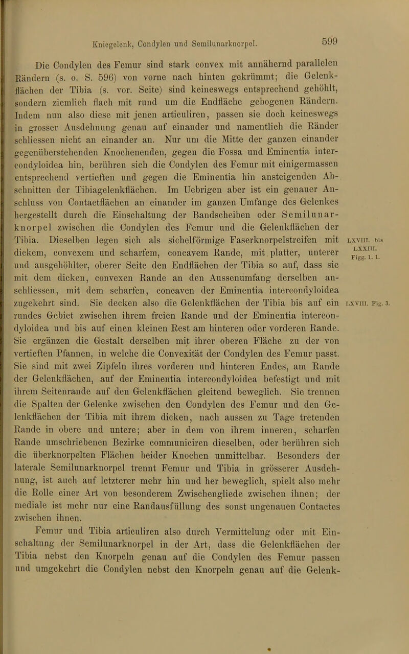 Kniegolonk, Condylen und Semilunarlcnorpol. Die Condylen des Femur sind stark convex mit annähernd parallelen Rändern (s. o. S. 596) von vorne nach hinten gekrümmt; die Gelenk- flächen der Tibia (s. vor. Seite) sind keineswegs entsprechend gehöhlt, sondern ziemlich flach mit rund um die Endfläche gebogenen Rändern. Indem nun also diese mit jenen articuliren, passen sie doch keineswegs in grosser Ausdehnung genau auf einander und namentlich die Ränder schliessen nicht an einander an. Nur um die Mitte der ganzen einander gegenüberstehenden Knochenenden, gegen die Fossa und Eminentia inter- condyloidea hin, berühren sich die Condylen des Femur mit einigermassen entsprechend vertieften und gegen die Eminentia hin ansteigenden Ab- schnitten der Tibiagelenkflächen. Im Uebrigen aber ist ein genauer An- schluss von Contactflächen an einander im ganzen Umfange des Gelenkes hergestellt durch die Einschaltung der Bandscheiben oder Semilunar- knorpel zwischen die Condylen des Femur und die Gelenkflächen der Tibia. Dieselben legen sich als sichelförmige Faserknorpelstreifen mit lxviii. bis dickem, convexem und scharfem, concavem Rande, mit platter, unterer F^XI1'I‘1 und ausgehöhlter, oberer Seite den Endflächen der Tibia so auf, dass sie mit dem dicken, convexen Rande an den Aussenumfang derselben an- schliessen, mit dem scharfen, concaven der Eminentia interconclyloidea zugekehrt sind. Sie decken also die Gelenkflächen der Tibia bis auf ein lxviii. rig. 3. rundes Gebiet zwischen ihrem freien Rande und der Eminentia intercon- dyloidea und bis auf einen kleinen Rest am hinteren oder vorderen Rande. Sie ergänzen die Gestalt derselben mit ihrer oberen Fläche zu der von vertieften Pfannen, in welche die Convexität der Condylen des Femur passt. Sie sind mit zwei Zipfeln ihres vorderen und hinteren Endes, am Rande der Gelenkflächen, auf der Eminentia intercondyloidea befestigt und mit ihrem Seitenrande auf den Gelenkflächen gleitend beweglich. Sie trennen die Spalten der Gelenke zwischen den Condylen des Femur und den Ge- lenkflächen der Tibia mit ihrem dicken, nach aussen zu Tage tretenden Rande in obere und untere; aber in dem von ihrem inneren, scharfen Rande umschriebenen Bezirke communiciren dieselben, oder berühren sich die iiberknorpelten Flächen beider Knochen unmittelbar. Besonders der laterale Semilunarknorpel trennt Femur und Tibia in grösserer Ausdeh- nung, ist auch auf letzterer mehr hin und her beweglich, spielt also mehr die Rolle einer Art von besonderem Zwischengliede zwischen ihnen; der mediale ist mehr nur eine Randausfüllung des sonst ungenauen Contactes zwischen ihnen. Femur und Tibia articuliren also durch Vermittelung oder mit Ein- schaltung der Semilunarknorpel in der Art, dass die Gelenkflächen der Tibia nebst den Knorpeln genau auf die Condylen des Femur passen und umgekehrt die Condylen nebst den Knorpeln genau auf die Gelenk-