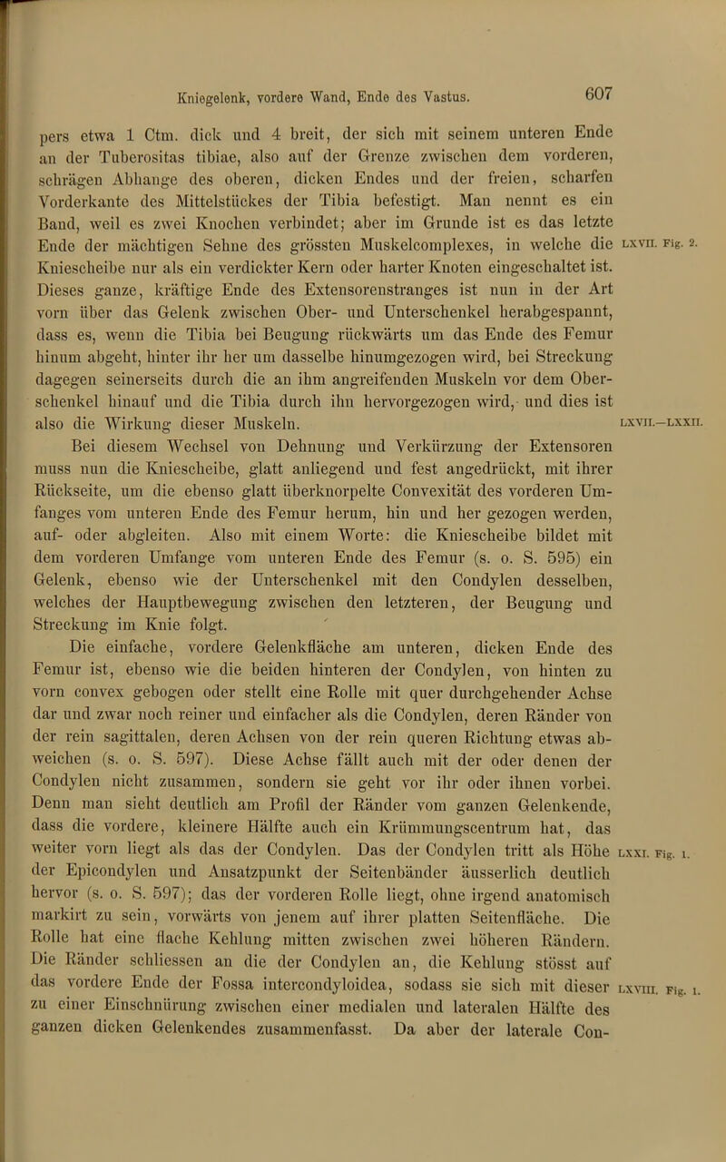 pers etwa 1 Ctm. dick und 4 breit, der sich mit seinem unteren Ende an der Tuberositas tibiae, also auf der Grenze zwischen dem vorderen, schrägen Abhange des oberen, dicken Endes und der freien, scharfen Vorderkante des Mittelstückes der Tibia befestigt. Man nennt es ein Band, weil es zwei Knochen verbindet; aber im Grunde ist es das letzte Ende der mächtigen Sehne des grössten Muskelcomplexes, in welche die Kniescheibe nur als ein verdickter Kern oder harter Knoten eingeschaltet ist. Dieses ganze, kräftige Ende des Extensorenstranges ist nun in der Art vorn über das Gelenk zwischen Ober- und Unterschenkel herabgespannt, dass es, wenn die Tibia bei Beugung rückwärts um das Ende des Femur hinum abgeht, hinter ihr her um dasselbe hinumgezogen wird, bei Streckung dagegen seinerseits durch die an ihm angreifenden Muskeln vor dem Ober- schenkel hinauf und die Tibia durch ihn hervorgezogen wird, und dies ist also die Wirkung dieser Muskeln. Bei diesem Wechsel von Dehnung und Verkürzung der Extensoren muss nun die Kniescheibe, glatt anliegend und fest angedrückt, mit ihrer Rückseite, um die ebenso glatt iiberknorpelte Convexität des vorderen Um- fanges vom unteren Ende des Femur herum, hin und her gezogen werden, auf- oder abgleiten. Also mit einem Worte: die Kniescheibe bildet mit dem vorderen Umfange vom unteren Ende des Femur (s. o. S. 595) ein Gelenk, ebenso wie der Unterschenkel mit den Condylen desselben, welches der Hauptbewegung zwischen den letzteren, der Beugung und Streckung im Knie folgt. Die einfache, vordere Gelenkfläche am unteren, dicken Ende des Femur ist, ebenso wie die beiden hinteren der Condylen, von hinten zu vorn convex gebogen oder stellt eine Rolle mit quer durchgehender Achse dar und zwar noch reiner und einfacher als die Condylen, deren Ränder von der rein sagittalen, deren Achsen von der rein queren Richtung etwas ab- weichen (s. o. S. 597). Diese Achse fällt auch mit der oder denen der Condylen nicht zusammen, sondern sie geht vor ihr oder ihnen vorbei. Denn man sieht deutlich am Profil der Ränder vom ganzen Gelenkende, dass die vordere, kleinere Hälfte auch ein Krümmungscentrum hat, das weiter vorn liegt als das der Condylen. Das der Condylen tritt als Höhe der Epicondylen und Ansatzpunkt der Seitenbänder äusserlich deutlich hervor (s. o. S. 597); das der vorderen Rolle liegt, ohne irgend anatomisch markirt zu sein, vorwärts von jenem auf ihrer platten Seitenfläche. Die Rolle hat eine flache Kehlung mitten zwischen zwei höheren Rändern. Die Ränder schliessen an die der Condylen an, die Kehlung stösst auf das vordere Ende der Fossa intercondyloidea, sodass sie sich mit dieser zu einer Einschnürung zwischen einer medialen und lateralen Hälfte des ganzen dicken Gelenkendes zusammenfasst. Da aber der laterale Con- LXVU. Fig. 2. Lxvn.—Lxxn. LXXT. Fig. 1. LXVIII. Fig. 1.