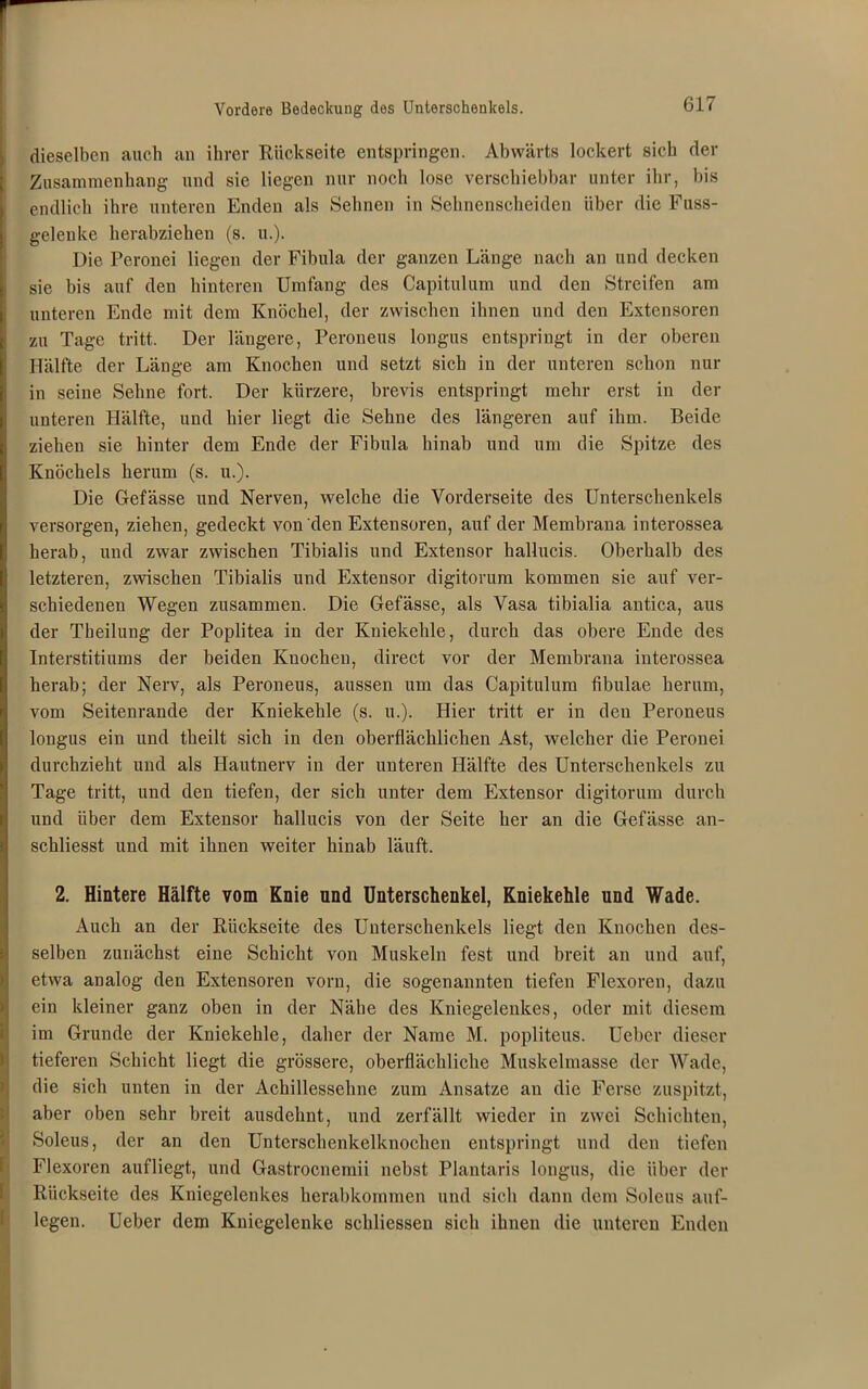 dieselben auch an ihrer Rückseite entspringen. Abwärts lockert sich der Zusammenhang und sie liegen nur noch lose verschiebbar unter ihr, bis endlich ihre unteren Enden als Sehnen in Sehnenscheiden über die Fuss- gelenke herabziehen (s. u.). Die Peronei liegen der Fibula der ganzen Länge nach an und decken sie bis auf den hinteren Umfang des Capitulum und den Streifen am unteren Ende mit dem Knöchel, der zwischen ihnen und den Extensoren zu Tage tritt. Der längere, Peroneus longus entspringt in der oberen Hälfte der Länge am Knochen und setzt sich in der unteren schon nur in seine Sehne fort. Der kürzere, brevis entspringt mehr erst in der unteren Hälfte, und hier liegt die Sehne des längeren auf ihm. Beide ziehen sie hinter dem Ende der Fibula hinab und um die Spitze des Knöchels herum (s. u.). Die Gefässe und Nerven, welche die Vorderseite des Unterschenkels versorgen, ziehen, gedeckt von den Extensoren, auf der Membrana interossea herab, und zwar zwischen Tibialis und Extensor hallucis. Oberhalb des letzteren, zwischen Tibialis und Extensor digitorum kommen sie auf ver- schiedenen Wegen zusammen. Die Gefässe, als Vasa tibialia antica, aus der Theilung der Poplitea in der Kniekehle, durch das obere Ende des Interstitiums der beiden Knochen, direct vor der Membrana interossea herab; der Nerv, als Peroneus, aussen um das Capitulum fibulae herum, vom Seitenrande der Kniekehle (s. u.). Hier tritt er in den Peroneus longus ein und theilt sich in den oberflächlichen Ast, welcher die Peronei durchzieht und als Hautnerv in der unteren Hälfte des Unterschenkels zu Tage tritt, und den tiefen, der sich unter dem Extensor digitorum durch und über dem Extensor hallucis von der Seite her an die Gefässe an- schliesst und mit ihnen weiter hinab läuft. 2. Hintere Hälfte vom Knie und Unterschenkel, Kniekehle und Wade. Auch an der Rückseite des Unterschenkels liegt den Knochen des- selben zunächst eine Schicht von Muskeln fest und breit an und auf, etwa analog den Extensoren vorn, die sogenannten tiefen Flexoren, dazu ein kleiner ganz oben in der Näbe des Kniegelenkes, oder mit diesem im Grunde der Kniekehle, daher der Name M. popliteus. Uebcr dieser tieferen Schicht liegt die grössere, oberflächliche Muskelmasse der Wade, die sich unten in der Achillessehne zum Ansätze an die Ferse zuspitzt, aber oben sehr breit ausdehnt, und zerfällt wieder in zwei Schichten, Soleus, der an den Unterschenkelknochen entspringt und den tiefen Flexoren aufliegt, und Gastrocnemii nebst Plantaris longus, die über der Rückseite des Kniegelenkes herabkornmen und sich dann dem Soleus auf- legen. Ueber dem Kniegelenke schliesseu sich ihnen die unteren Enden