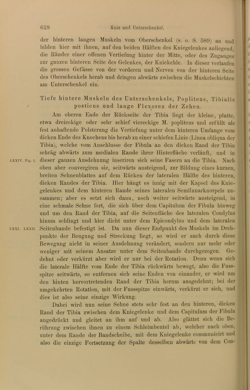 LXXIV. Fig. 1. LXXI. LXXII. der hinteren langen Muskeln vom Oberschenkel (s. o. S. 589) an und bilden hier mit ihnen, auf den beiden Hälften des Kniegelenkes anliegend die Ränder einer offenen Vertiefung hinter der Mitte, oder des Zuganges zur ganzen hinteren Seite des Gelenkes, der Kniekehle. In dieser verlaufen die grossen Gefässc von der vorderen und Nerven von der hinteren Seite ' 15 des Oberschenkels herab und dringen abwärts zwischen die Muskelschichten am Unterschenkel ein. I 1 Tiefe hintere Muskeln des Unterschenkels, Popliteus, Tibialis s posticus und lange Flexoren der Zehen. Am oberen Ende der Rückseite der Tibia liegt der kleine, platte, etwa dreieckige oder sehr schief viereckige M. popliteus und erfüllt als fest anhaftende Polsterung die Vertiefung unter dem hinteren Umfange vom dicken Ende des Knochens bis herab zu einer schiefen Linie (Linea obliqua der Tibia), welche vom Anschlüsse der Fibula an den dicken Rand der Tibia schräg abwärts zum medialen Rande ihrer Hinterfläche verläuft, und in dieser ganzen Ausdehnung inseriren sich seine Fasern an die Tibia. Nach oben aber convergiren sie, seitwärts ansteigend, zur Bildung eines kurzen, breiten Sehnenblattes auf dem Rücken der lateralen Hälfte des hinteren, dicken Randes der Tibia. Hier hängt es innig mit der Kapsel des Knie- gelenkes und dem hinteren Rande seines lateralen Semilunarknorpels zu- sammen; aber es setzt sich dann, noch weiter seitwärts ansteigend, in eine schmale Sehne fort, die sich über dem Capitulum der Fibula hinweg und um den Rand der Tibia, auf die Seitenfläche des lateralen Condylus hinum schlingt und hier dicht unter dem Epicondylus und dem lateralen Seitenbande befestigt ist. Da nun dieser Endpunkt des Muskels im Dreh- punkte der Beugung und Streckung liegt, so wird er auch durch diese Bewegung nicht in seiner Ausdehnung verändert, sondern nur mehr oder weniger mit seinem Ansätze unter dem Seitenbande durchgezogen. Ge- dehnt oder verkürzt aber wird er nur bei der Rotation. Denn wenn sich die laterale Hälfte vom Ende der Tibia rückwärts bewegt, also die Fuss- spitze seitwärts, so entfernen sich seine Enden von einander, er wird um den hinten hervortretenden Rand der Tibia herum ausgedehnt; bei der umgekehrten Rotation, mit der Fussspitze einwärts, verkürzt er sich, und dies ist also seine einzige Wirkung. Dabei wird nun seine Sehne stets sehr fest au den hinteren, dicken Rand der Tibia zwischen dem Kniegelenke und dem Capitulum der Fibula angedrückt und gleitet an ihm auf und ab. Also glättet sich die Be- rührung zwischen ihnen zu einem Schleimbeutel ab, welcher nach oben, unter dem Rande der Bandscheibe, mit dem Kniegelenke communicirt und also die einzige Fortsetzung der Spalte desselben abwärts von dem Cou-