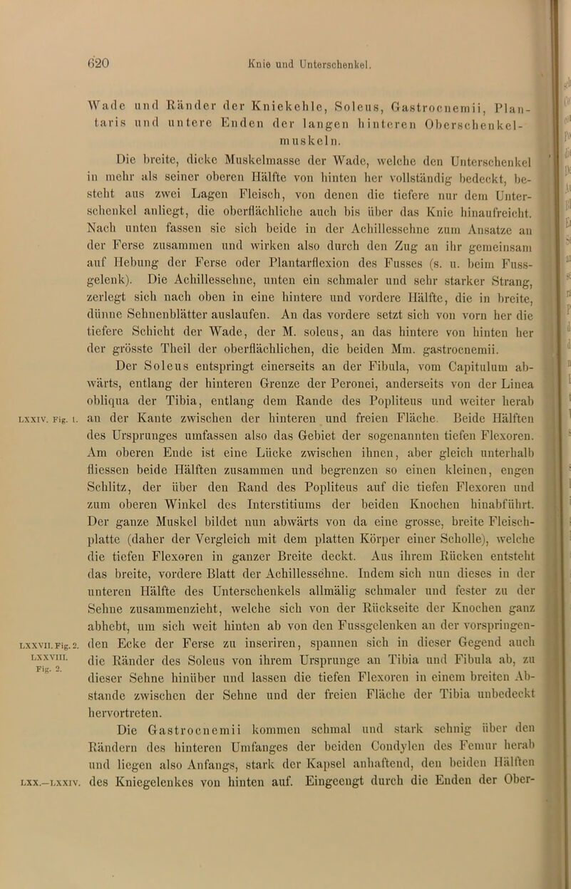 W ade taris u n d u n d R ä n d e r un tere der Kniekehle, Soleus, Gastroenemii, Enden der langen hinteren Oberschen muskeln. Plan k e 1 - Die breite, dicke Muskelmasse der Wade, welche den Unterschenkel in mehr als seiner oberen Hälfte von hinten her vollständig bedeckt, be- stellt aus zwei Lagen Fleisch, von denen die tiefere nur dem Unter- schenkel anliegt, die oberflächliche auch bis über das Knie hinaufreicht. Nach unten fassen sic sich beide in der Achillessehne zum Ansätze an der Ferse zusammen und wirken also durch den Zug an ihr gemeinsam auf Hebung der Ferse oder Plantarflexion des Fusses (s. u. beim Fuss- gelenk). Die Achillessehne, unten ein schmaler und sehr starker Strang, zerlegt sich nach oben in eine hintere und vordere Hälfte, die in breite, dünne Sehnenblätter anslaufen. An das vordere setzt sich von vorn her die tiefere Schicht der Wade, der M. soleus, au das hintere von hinten her der grösste Tlieil der oberflächlichen, die beiden Mm. gastroenemii. Der Soleus entspringt einerseits an der Fibula, vom Capitulum ab- wärts, entlang der hinteren Grenze der Peronei, anderseits von der Linea obliqua der Tibia, entlang dem Rande des Popliteus und weiter herab lxxiv. Fig. i. an der Kante zwischen der hinteren und freien Fläche Beide Hälften des Ursprunges umfassen also das Gebiet der sogenannten tiefen Flexoren. Am oberen Ende ist eine Lücke zwischen ihnen, aber gleich unterhalb fliessen beide Hälften zusammen und begrenzen so einen kleinen, engen Schlitz, der über den Rand des Popliteus auf die tiefen Flexoren und zum oberen Winkel des Interstitiums der beiden Knochen hinabführt. Der ganze Muskel bildet nun abwärts von da eine grosse, breite Fleisch- platte (daher der Vergleich mit dem platten Körper einer Scholle), welche die tiefen Flexoren in ganzer Breite deckt. Aus ihrem Rücken entsteht das breite, vordere Blatt der Achillessehne. Indem sich nun dieses in der unteren Hälfte des Unterschenkels allmälig schmaler und fester zu der Sehne zusammenzieht, welche sich von der Rückseite der Knochen ganz abhebt, um sich weit hinten ab von den Fussgelenken an der vorspringen- Lxxvn.Fig.2. den Ecke der Ferse zu inseriren, spannen sich in dieser Gegend auch lxxviii. c|jc Ränder des Soleus von ihrem Ursprünge an Tibia und Fibula ab, zu dieser Sehne hinüber und lassen die tiefen Flexoren in einem breiten Ab- stande zwischen der Sehne und der freien Fläche der Tibia unbedeckt hervortreten. Die Gastroenemii kommen schmal und stark sehnig über den Rändern des hinteren Umfanges der beiden Condylen des Femur herab und liegen also Anfangs, stark der Kapsel anhaftend, den beiden Hälften lxx.-lxxiv. des Kniegelenkes von hinten auf. Eingeengt durch die Enden der Ober-