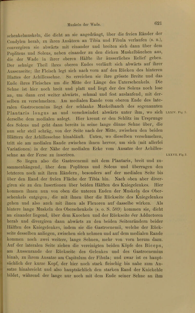 Muskeln der Wade. schenkelmuskeln, die dicht an sic angedrängt, über die freien Rändei dei Condylen herab, zu ihren Ansätzen an Tibia und Fibula verlaufen (s. u.), convergiren sie abwärts mit einander und breiten sich dann über dem Popliteus und Soleus, neben einander zu den dicken Muskelbäuchen aus, die der Wade in ihrer oberen Hälfte ihr äusserliches Relief geben. Der sehnige Theil ihres oberen Endes verläuft sieb abwärts auf ihrer Aussenscite; ihr Fleisch legt sieb nach vorn auf den Rücken des hinteren Blattes der Achillessehne. So erreichen sie ihre grösste Breite und das Ende ihres Fleisches um die Mitte der Länge des Unterschenkels. Die Sehne ist hier noch breit und platt und liegt der des Soleus noch lose an, um dann erst weiter abwärts, schmal und fest auslaufend, mit der- selben zu verschmelzen. Am medialen Rande vom oberen Ende des late- ralen Gastrocnemius liegt der schlanke Muskelbauch des sogenannten Plantaris longus au und verschwindet abwärts unter ihm, wo sich lxxiv. FiS.2. derselbe dem medialen anlegt. Hier kreuzt er den Schlitz im Ursprünge des Soleus und gebt dann bereits in seine lange dünne Sehne über, die nun sehr steil schräg, von der Seite nach der Mitte, zwischen den beiden Blättern der Achillessehne hinabläuft. Unten, wo dieselben verschmelzen, tritt sie am medialen Rande zwischen ihnen hervor, um sich (mit allerlei Variationen) in der Nähe der medialen Ecke vom Ansätze der Achilles- sehne an der Ferse zu inseriren. Lxxvn.Fig.2. So liegen also die Gastrocneinii mit dem Plantaris, breit und zu- sammenhängend, über dem Popliteus und Soleus und überragen den letzteren noch mit ihren Rändern, besonders auf der medialen Seite bis über den Rand der freien Fläche der Tibia hin. Nach oben aber diver- giren sie zu den Insertionen über beiden Hälften des Kniegelenkes. Hier kommen ihnen nun von oben die unteren Enden der Muskeln des Ober- schenkels entgegen, die mit ihnen über die Rückseite des Kniegelenkes gehen und also auch mit ihnen als Flexoren auf dasselbe wirken. Als hintere lange Muskeln des Oberschenkels (s. o. S. 589) kommen sie, dicht an einander liegend, über dem Knochen und der Rückseite der Adductoren herab und divergiren dann abwärts zu den beiden Seitenrändern beider Hälften des Kniegelenkes, indem sie die Gastrocnemii, welche der Rück- seite desselben anliegen, zwischen sich nehmen und auf dem medialen Rande kommen noch zwei weitere, lange Sehnen, mehr von vorn herum dazu. Auf der lateralen Seite ziehen die vereinigten beiden Köpfe des Biceps, am Aussenrandc der Rückseite des Gelenkes und des Gastrocnemius hinab, zu ihrem Ansätze am Capitulum der Fibula; und zwar ist es haupt- sächlich der kurze Kopf, der liier noch stark fleischig bis nahe zum An- sätze hinabreicht und also hauptsächlich den starken Rand der Kniekehle bildet, während der lauge nur noch mit dem Ende seiner Sehne an ihm