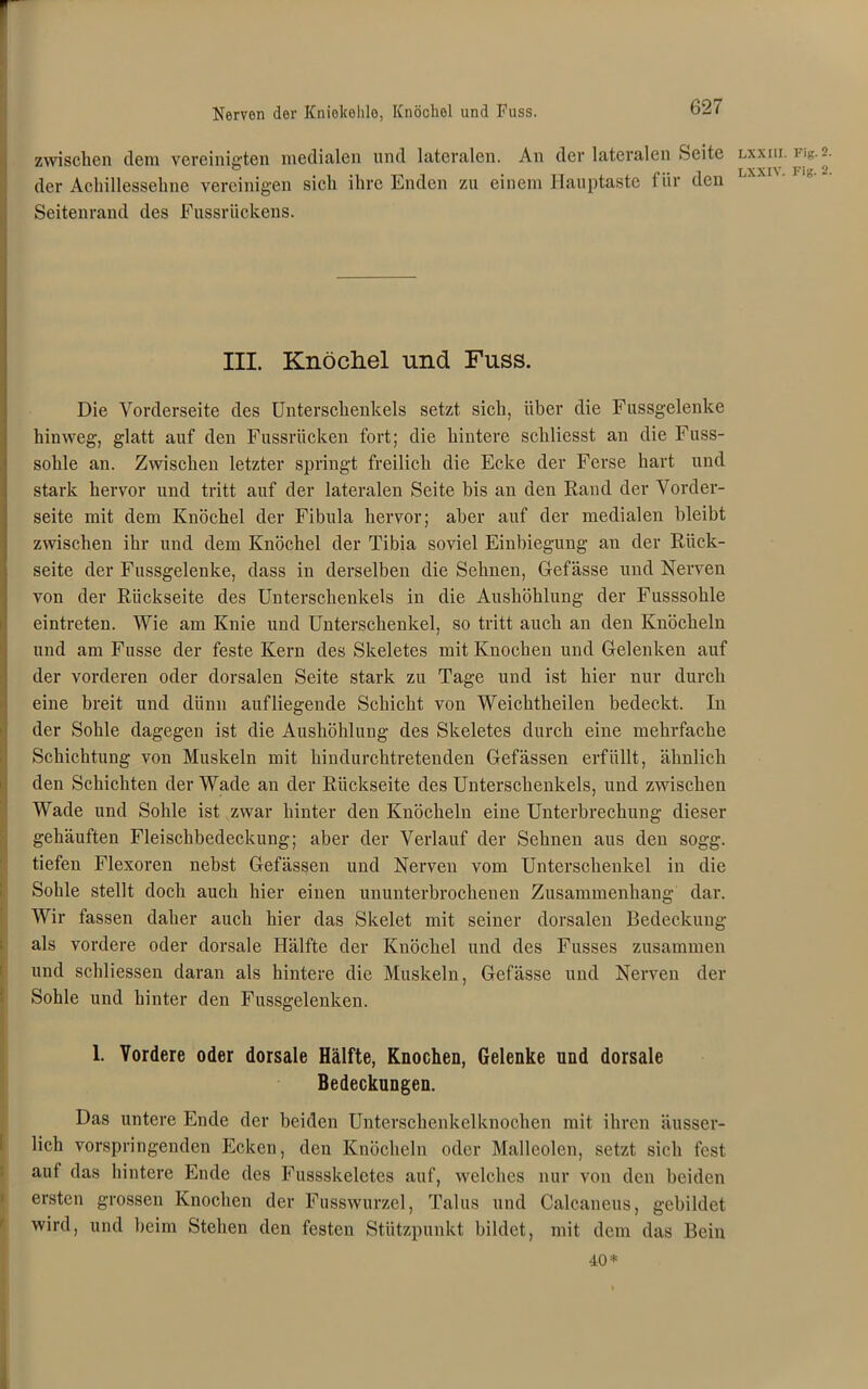 Nerven der Kniekehle, Knöchel und Fuss. I zwischen dem vereinigten medialen und lateralen. An der lateralen Seite nxxm. n>g- -■ der Achillessehne vereinigen sich ihre Enden zu einem Hauptaste für den Seitenrand des Fussrückens. III. Knöchel und Fuss. Die Vorderseite des Unterschenkels setzt sich, über die Fussgelenke hinweg, glatt auf den Fussrücken fort; die hintere schliesst an die Fuss- sohle an. Zwischen letzter springt freilich die Ecke der Ferse hart und stark hervor und tritt auf der lateralen Seite bis an den Rand der Vorder- seite mit dem Knöchel der Fibula hervor; aber auf der medialen bleibt zwischen ihr und dem Knöchel der Tibia soviel Einbiegung an der Rück- seite der Fussgelenke, dass in derselben die Sehnen, Gefässe und Nerven von der Rückseite des Unterschenkels in die Aushöhlung der Fusssohle eintreten. Wie am Knie und Unterschenkel, so tritt auch an den Knöcheln und am Fusse der feste Kern des Skeletes mit Knochen und Gelenken auf der vorderen oder dorsalen Seite stark zu Tage und ist hier nur durch Ieine breit und dünn aufliegende Schicht von Weichtheilen bedeckt. In der Sohle dagegen ist die Aushöhlung des Skeletes durch eine mehrfache Schichtung von Muskeln mit hindurchtretenden Gefässen erfüllt, ähnlich den Schichten der Wade an der Rückseite des Unterschenkels, und zwischen Wade und Sohle ist zwar hinter den Knöcheln eine Unterbrechung dieser gehäuften Fleischbedeckung; aber der Verlauf der Sehnen aus den sogg. tiefen Flexoren nebst Gefässen und Nerven vom Unterschenkel in die Sohle stellt doch auch hier einen ununterbrochenen Zusammenhang dar. Wir fassen daher auch hier das Skelet mit seiner dorsalen Bedeckung als vordere oder dorsale Hälfte der Knöchel und des Fusses zusammen und schliessen daran als hintere die Muskeln, Gefässe und Nerven der Sohle und hinter den Fussgelenken. ! 1. Vordere oder dorsale Hälfte, Knochen, Gelenke und dorsale Bedeckungen. Das untere Ende der beiden Unterschenkelknochen mit ihren äusser- lich vorspringenden Ecken, den Knöcheln oder Malleolen, setzt sich fest auf das hintere Ende des Fussskeletes auf, welches nur von den beiden ersten grossen Knochen der Fusswurzel, Talus und Calcaneus, gebildet wird, und beim Stehen den festen Stützpunkt bildet, mit dem das Bein 40*