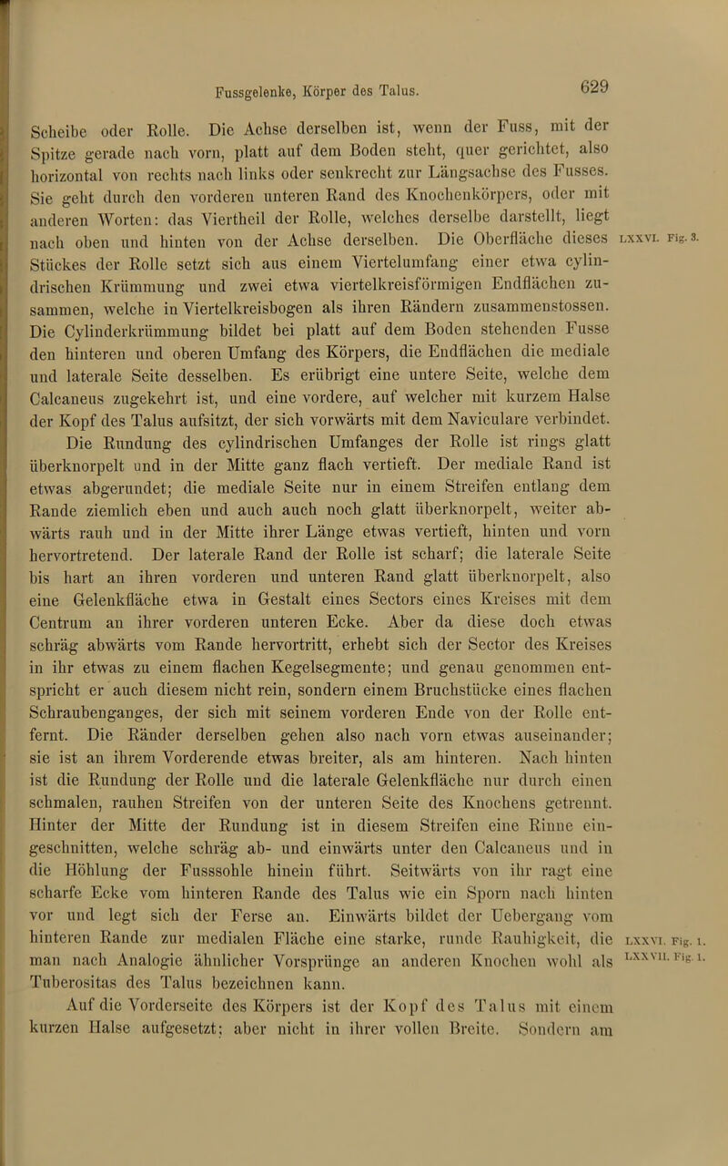 Fussgelenke, Körper des Talus. Scheibe oder Rolle. Die Achse derselben ist, wenn der Fuss, mit der Spitze gerade nach vorn, platt auf dem Boden steht, quer gerichtet, also horizontal von rechts nach links oder senkrecht zur Längsachse des Fusses. Sie geht durch den vorderen unteren Rand des Knochenkörpers, oder mit anderen Worten: das Viertheil der Rolle, welches derselbe darstellt, liegt nach oben und hinten von der Achse derselben. Die Oberfläche dieses lxxvi. Fig. 3. Stückes der Rolle setzt sich aus einem Viertelumfang einer etwa cylin- drischen Krümmung und zwei etwa viertelkreisförmigen Endflächen zu- sammen, welche in Viertelkreisbogen als ihren Rändern zusammen.stossen. Die Cylinderkriimmung bildet bei platt auf dem Boden stehenden Fusse den hinteren und oberen Umfang des Körpers, die Endflächen die mediale und laterale Seite desselben. Es erübrigt eine untere Seite, welche dem Calcaneus zugekehrt ist, und eine vordere, auf welcher mit kurzem Halse der Kopf des Talus aufsitzt, der sich vorwärts mit dem Naviculare verbindet. Die Rundung des cylindrischen Umfanges der Rolle ist rings glatt überknorpelt und in der Mitte ganz flach vertieft. Der mediale Rand ist etwas abgerundet; die mediale Seite nur in einem Streifen entlang dem Rande ziemlich eben und auch auch noch glatt überknorpelt, weiter ab- wärts rauh und in der Mitte ihrer Länge etwas vertieft, hinten und vorn hervortretend. Der laterale Rand der Rolle ist scharf; die laterale Seite bis hart an ihren vorderen und unteren Rand glatt überknorpelt, also eine Gelenkfläche etwa in Gestalt eines Sectors eines Kreises mit dem Centrum an ihrer vorderen unteren Ecke. Aber da diese doch etwas schräg abwärts vom Rande hervortritt, erhebt sich der Sector des Kreises in ihr etwas zu einem flachen Kegelsegmente; und genau genommen ent- spricht er auch diesem nicht rein, sondern einem Bruchstücke eines flachen Schraubenganges, der sich mit seinem vorderen Ende von der Rolle ent- fernt. Die Ränder derselben gehen also nach vorn etwas auseinander; sie ist an ihrem Vorderende etwas breiter, als am hinteren. Nach hinten ist die Rundung der Rolle und die laterale Gelenkfläche nur durch einen schmalen, rauhen Streifen von der unteren Seite des Knochens getrennt. Hinter der Mitte der Rundung ist in diesem Streifen eine Rinne ein- geschnitten, welche schräg ab- und einwärts unter den Calcaneus und in die Höhlung der Fusssohle hinein führt. Seitwärts von ihr ragt eine scharfe Ecke vom hinteren Rande des Talus wie ein Sporn nach hinten vor und legt sich der Ferse an. Einwärts bildet der Uebergang vom hinteren Rande zur medialen Fläche eine starke, runde Rauhigkeit, die lxxvi. f\s. i man nach Analogie ähnlicher Vorsprünge an anderen Knochen wohl als LXXNU- Fis-1 Tuberositas des Talus bezeichnen kann. Auf die Vorderseite des Körpers ist der Kopf des Talus mit einem kurzen Halse aufgesetzt; aber nicht in ihrer vollen Breite. Sondern am