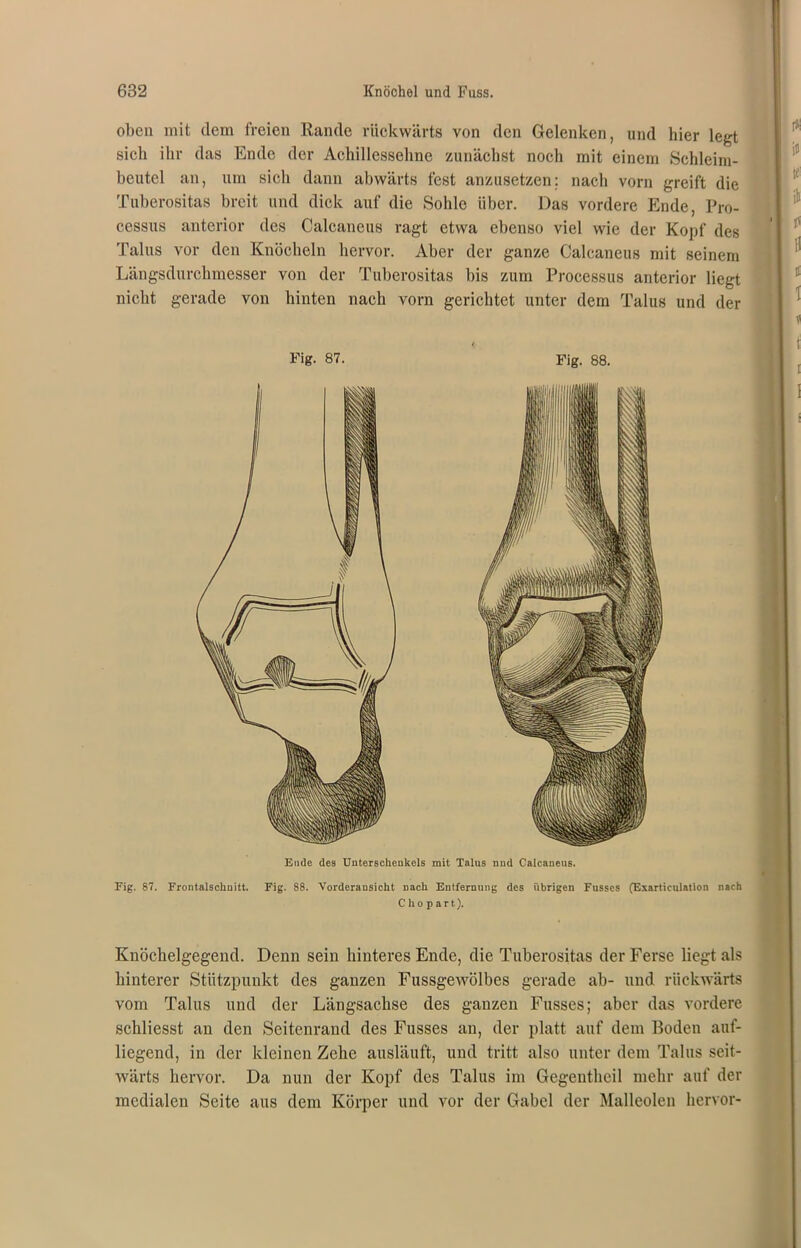 oben mit dem freien Rande rückwärts von den Gelenken, und hier legt sich ihr das Ende der Achillessehne zunächst noch mit einem Schleim- beutel an, um sich dann abwärts fest anzusetzen; nach vorn greift die Tuberositas breit und dick auf die Sohle über. Das vordere Ende, Pro- cessus anterior des Calcaneus ragt etwa ebenso viel wie der Kopf des Talus vor den Knöcheln hervor. Aber der ganze Calcaneus mit seinem Längsdurchmesser von der Tuberositas bis zum Processus anterior liegt nicht gerade von hinten nach vorn gerichtet unter dem Talus und der Fig. 87. Fig. 88. Ende des Unterschenkels mit Talus und Calcaneus. Fig. 87. Frontalschnitt. Fig. 88. Vorderansicht nach Entfernung des übrigen Fusses (Exarticulation nach C h o p a r t). Knöchelgegend. Denn sein hinteres Ende, die Tuberositas der Ferse liegt als hinterer Stützpunkt des ganzen Fussgewölbes gerade ab- und rückwärts vom Talus und der Längsachse des ganzen Fusses; aber das vordere schliesst an den Seitenrand des Fusses an, der platt auf dem Boden auf- liegend, in der kleinen Zehe ausläuft, und tritt also unter dem Talus seit- wärts hervor. Da nun der Kopf des Talus im Gegentheil mehr auf der medialen Seite aus dem Körper und vor der Gabel der Malleolen hervor-