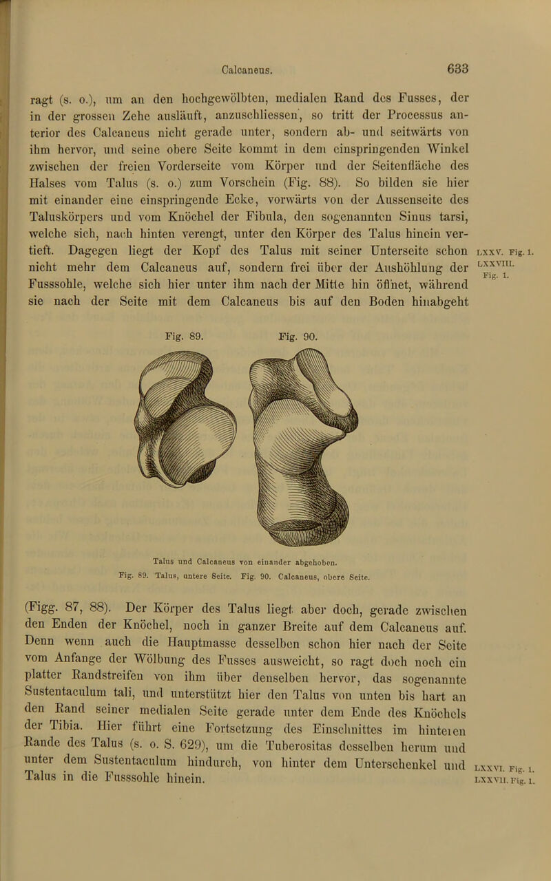 ragt (s. o.), um an den hochgewölbten, medialen Rand des Fusses, der in der grossen Zehe ausläuft, anzuschliessen', so tritt der Processus an- terior des Calcaneus nicht gerade unter, sondern ab- und seitwärts von ihm hervor, und seine obere Seite kommt in dem einspringenden Winkel zwischen der freien Vorderseite vom Körper und der Seitenfläche des Halses vom Talus (s. o.) zum Vorschein (Fig. 88). So bilden sie hier mit einander eine einspringende Ecke, vorwärts von der Aussenseite des Taluskörpers und vom Knöchel der Fibula, den sogenannten Sinus tarsi, welche sich, nach hinten verengt, unter den Körper des Talus hinein ver- tieft. Dagegen liegt der Kopf des Talus mit seiner Unterseite schon nicht mehr dem Calcaneus auf, sondern frei über der Aushöhlung der Fusssohle, welche sich hier unter ihm nach der Mitte hin öffnet, während sie nach der Seite mit dem Calcaneus bis auf den Boden hinabgeht Fig. 89. Fig. 90. Talus und Calcaneus von einander abgehoben. Fig. 89. Talus, untere Seite. Fig. 90. Calcaneus, obere Seite. (Figg. 87, 88). Der Körper des Talus liegt aber doch, gerade zwischen den Enden der Knöchel, noch in ganzer Breite auf dem Calcaneus auf. Denn wenn auch die Hauptmasse desselben schon hier nach der Seite vom Anfänge der Wölbung des Fusses ausweicht, so ragt doch noch ein platter Randstreifen von ihm über denselben hervor, das sogenannte Sustentaculum tali, und unterstützt hier den Talus von unten bis hart an den Rand seiner medialen Seite gerade unter dem Ende des Knöchels der Tibia. Hier führt eine Fortsetzung des Einschnittes im hinteien Rande des Talus (s. o. S. 629), um die Tuberositas desselben herum und unter dem Sustentaculum hindurch, von hinter dem Unterschenkel und Talus in die Fusssohle hinein. LXXV. Fig. 1. LXXVIII. Fig. 1. LXXYI. Fig. 1.