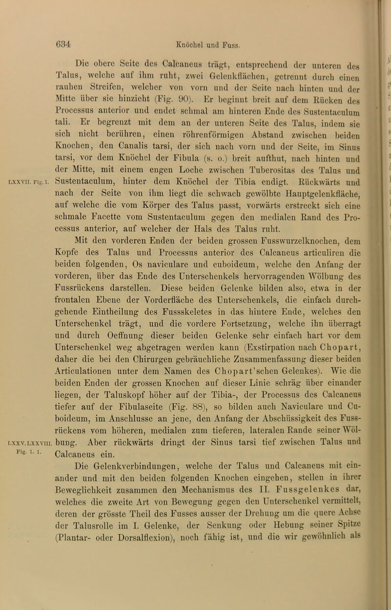 Die obere Seite des Calcancus trägt, entsprechend der unteren des Talus, welche auf ihm ruht, zwei Gelenkflächen, getrennt durch einen rauhen Streifen, welcher von vorn und der Seite nach hinten und der Mitte über sie hinzieht (Fig. 90). Er beginnt breit auf dem Rücken des Processus anterior und endet schmal am hinteren Ende des Sustentaculum tali. Er begrenzt mit dem an der unteren Seite des Talus, indem sie sich nicht berühren, einen röhrenförmigen Abstand zwischen beiden Knochen, den Canalis tarsi, der sich nach vorn und der Seite, im Sinus tarsi, vor dem Knöchel der Fibula (s. o.) breit aufthut, nach hinten und der Mitte, mit einem engen Loche zwischen Tuberositas des Talus und lxxvii. Fig. 1. Sustentaculum, hinter dem Knöchel der Tibia endigt. Rückwärts und nach der Seite von ihm liegt die schwach gewölbte Hauptgelenkfläche, auf welche die vom Körper des Talus passt, vorwärts erstreckt sich eine schmale Facette vom Sustentaculum gegen den medialen Rand des Pro- cessus anterior, auf welcher der Hals des Talus ruht. Mit den vorderen Enden der beiden grossen Fusswurzelknochen, dem Kopfe des Talus und Processus anterior des Calcaneus articuliren die beiden folgenden, Os naviculare und cuboideum, welche den Anfang der vorderen, über das Ende des Unterschenkels hervorragenden Wölbung des Fussriickens darstellen. Diese beiden Gelenke bilden also, etwa in der frontalen Ebene der Vorderfläche des Unterschenkels, die einfach durch- gehende Eintheilung des Fussskeletes in das hintere Ende, welches den Unterschenkel trägt, und die vordere Fortsetzung, welche ihn überragt und durch Oeffnung dieser beiden Gelenke sehr einfach hart vor dem Unterschenkel weg abgetragen werden kann (Exstirpation nach Chopart, daher die bei den Chirurgen gebräuchliche Zusammenfassung dieser beiden Articulationen unter dem Namen des Chopart’schen Gelenkes). Wie die beiden Enden der grossen Knochen auf dieser Linie schräg über einander liegen, der Taluskopf höher auf der Tibia-, der Processus des Calcaneus tiefer auf der Fibulaseite (Fig. 88), so bilden auch Naviculare und Cu- boideum, im Anschlüsse an jene, den Anfang der Abschüssigkeit des Fuss- riiekens vom höheren, medialen zum tieferen, lateralen Rande seiner Wöl- lxxv.lxxviii. bung. Aber rückwärts dringt der Sinus tarsi tief zwischen Talus und F'g. i. i. Calcaneus ein. Die Gelenkverbindungen, welche der Talus und Calcaneus mit ein- ander und mit den beiden folgenden Knochen eingehen, stellen in ihrer Beweglichkeit zusammen den Mechanismus des II. Fussgelenkes dar, welches die zweite Art von Bewegung gegen den Unterschenkel vermittelt, deren der grösste Tlieil des Fusses ausser der Drehung um die quere Achse der Talusrolle im I. Gelenke, der Senkung oder Hebung seiner Spitze (Plantar- oder Dorsalflexion), noch fähig ist, und die wir gewöhnlich als