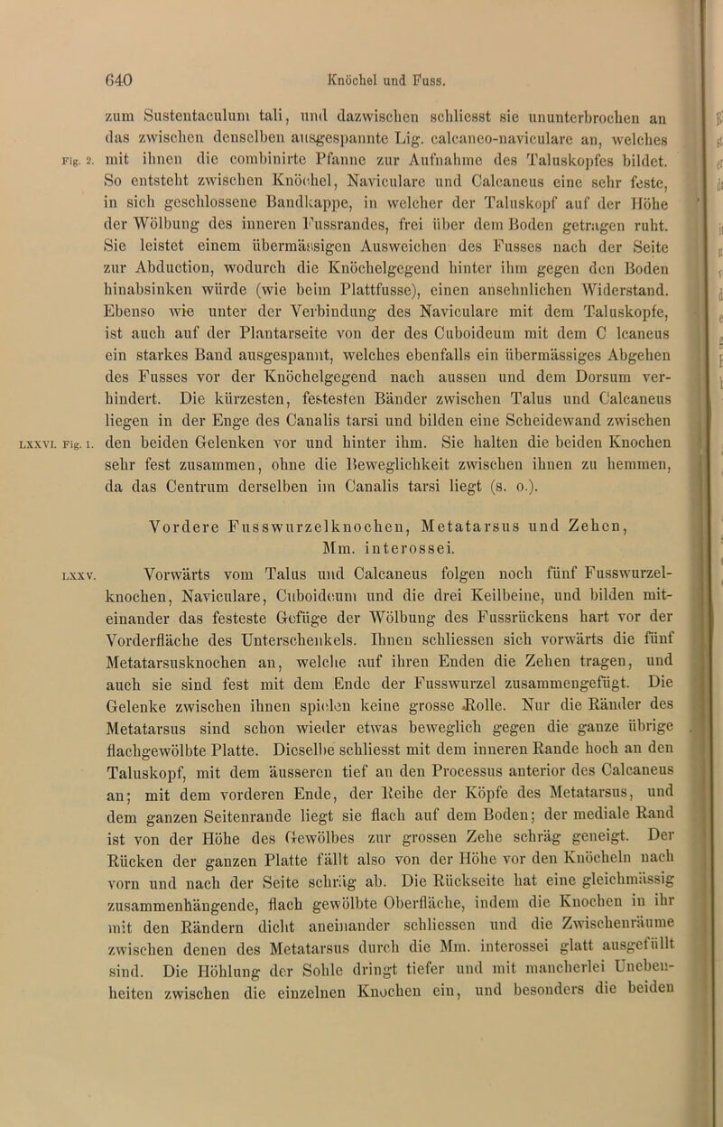 zum Sustentaculum tali, und dazwischen scldicsst sie ununterbrochen an das zwischen denselben ausgespannte Lig. calcaneo-naviculare an, welches Fig. 2. mit ihnen die combinirte Pfanne zur Aufnahme des Taluskopfes bildet. So entsteht zwischen Knöchel, Naviculare und Calcaneus eine sehr feste, in sich geschlossene Bandkappe, in welcher der Taluskopf auf der Höhe der Wölbung des inneren Fussrandes, frei über dem Boden getragen ruht. Sie leistet einem übermässigen Ausweichen des Busses nach der Seite zur Abduction, wodurch die Knöchelgcgend hinter ihm gegen den Boden hinabsinken würde (wie beim Plattfusse), einen ansehnlichen Widerstand. Ebenso wie unter der Verbindung des Naviculare mit dem Taluskopfe, ist auch auf der Plantarseite von der des Cuboideum mit dem C leaneus ein starkes Band ausgespannt, welches ebenfalls ein übermässiges Abgehen des Fusses vor der Knöchelgegend nach aussen und dem Dorsum ver- hindert. Die kürzesten, festesten Bänder zwischen Talus und Calcaneus liegen in der Enge des Canalis tarsi und bilden eine Scheidewand zwischen Lxxvr. Fig. i. den beiden Gelenken vor und hinter ihm. Sie halten die beiden Knochen sehr fest zusammen, ohne die Beweglichkeit zwischen ihnen zu hemmen, da das Centrum derselben im Canalis tarsi liegt (s. o.). Vordere Fusswurzelknochen, Metatarsus und Zehen, Mm. interossei. lxxv. Vorwärts vom Talus und Calcaneus folgen noch fünf Fusswurzel- knochen, Naviculare, Cuboideum und die drei Keilbeine, und bilden mit- einander das festeste Gefüge der Wölbung des Fussrückens hart vor der Vorderfläche des Unterschenkels. Ihnen schliessen sich vorwärts die fünf Metatarsusknochen an, welche auf ihren Enden die Zehen tragen, und auch sie sind fest mit dem Endo der Fusswurzel zusammengefügt. Die Gelenke zwischen ihnen spielen keine grosse -Polle. Nur die Ränder des Metatarsus sind schon wieder etwas beweglich gegen die ganze übrige flachgewölbte Platte. Dieselbe schliesst mit dem inneren Rande hoch an den Taluskopf, mit dem äusseren tief an den Processus anterior des Calcaneus an; mit dem vorderen Ende, der Reihe der Köpfe des Metatarsus, und dem ganzen Seitenrande liegt sie flach auf dem Boden; der mediale Rand ist von der Höhe des Gewölbes zur grossen Zehe schräg geneigt. Der Rücken der ganzen Platte fällt also von der Höhe vor den Knöcheln nach vorn und nach der Seite schräg ab. Die Rückseite hat eine gleichmässig zusammenhängende, flach gewölbte Oberfläche, indem die Knochen in ihi mit den Rändern dicht aneinander schliessen und die Zwischenräume zwischen denen des Metatarsus durch die Mm. interossei glatt ausgetiillt sind. Die Höhlung der Sohle dringt tiefer und mit mancherlei Uneben- heiten zwischen die einzelnen Knochen ein, und besonders die beiden