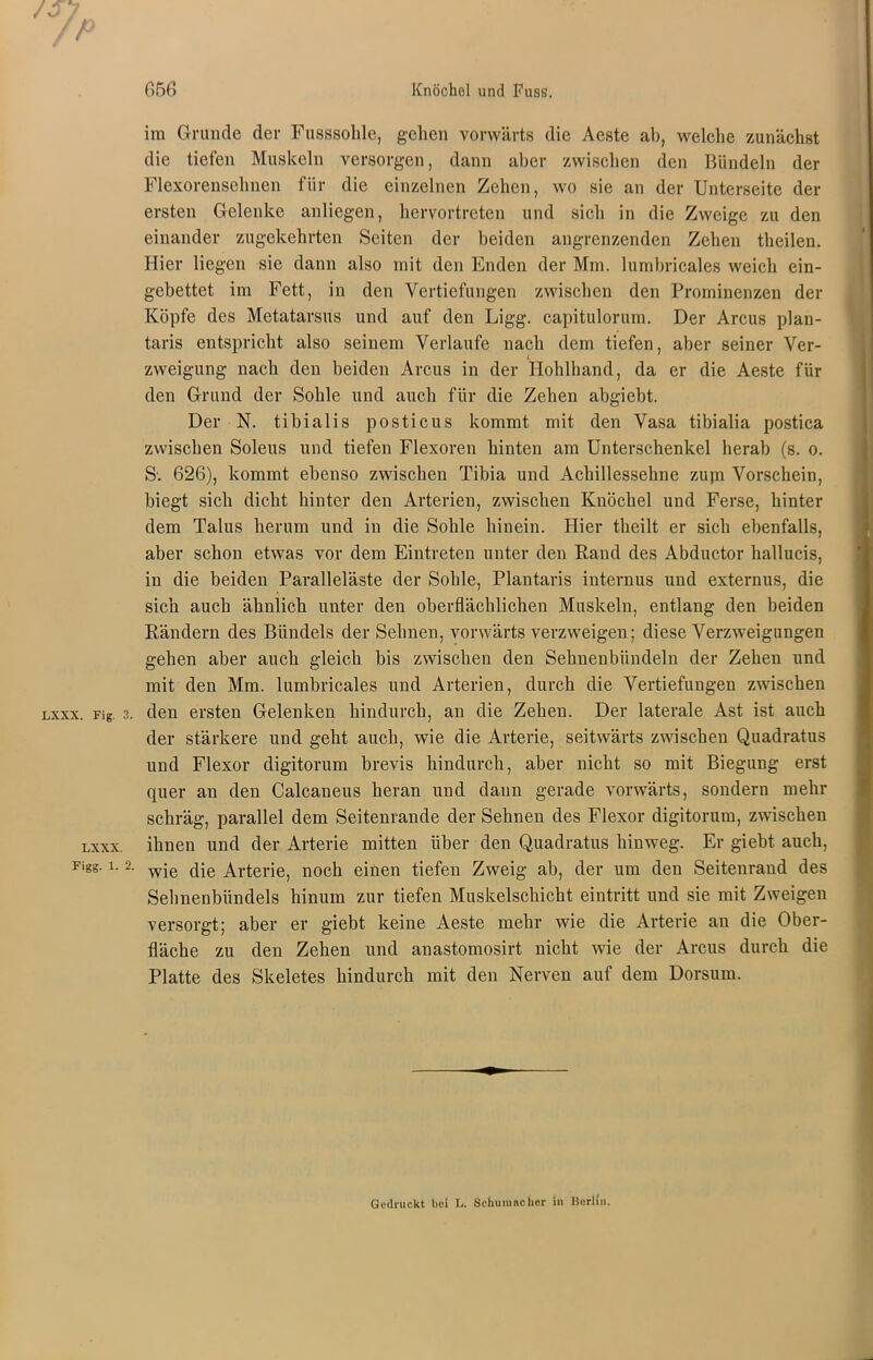 im Grunde der Fusssolile, gehen vorwärts die Aeste ab, welche zunächst die tiefen Muskeln versorgen, dann aber zwischen den Bündeln der Flexorensehnen für die einzelnen Zehen, wo sie an der Unterseite der ersten Gelenke anliegen, hervortreten und sich in die Zweige zu den einander zugekehrten Seiten der beiden angrenzenden Zehen theilen. Hier liegen sie dann also mit den Enden der Mm. lumbricales weich ein- gebettet im Fett, in den Vertiefungen zwischen den Prominenzen der Köpfe des Metatarsus und auf den Ligg. capitulorum. Der Arcus plan- taris entspricht also seinem Verlaufe nach dem tiefen, aber seiner Ver- zweigung nach den beiden Arcus in der Hohlhand, da er die Aeste für den Grund der Sohle und auch für die Zehen abgiebt. Der N. tibialis posticus kommt mit den Vasa tibialia postica zwischen Soleus und tiefen Flexoren hinten am Unterschenkel herab (s. o. S-. 626), kommt ebenso zwischen Tibia und Achillessehne zujn Vorschein, biegt sich dicht hinter den Arterien, zwischen Knöchel und Ferse, hinter dem Talus herum und in die Sohle hinein. Hier theilt er sich ebenfalls, aber schon etwas vor dem Eintreten unter den Rand des Abductor hallucis, in die beiden Paralleläste der Solde, Plantaris internus und externus, die sich auch ähnlich unter den oberflächlichen Muskeln, entlang den beiden Rändern des Bündels der Sehnen, vorwärts verzweigen; diese Verzweigungen gehen aber auch gleich bis zwischen den Sehnenbündeln der Zehen und mit den Mm. lumbricales und Arterien, durch die Vertiefungen zwischen lxxx. Fig. 3. den ersten Gelenken hindurch, an die Zehen. Der laterale Ast ist auch der stärkere und geht auch, wie die Arterie, seitwärts zwischen Quadratus und Flexor digitorum brevis hindurch, aber nicht so mit Biegung erst quer an den Calcaneus heran und dann gerade vorwärts, sondern mehr schräg, parallel dem Seitenrande der Sehnen des Flexor digitorum, zwischen lxxx. ihnen und der Arterie mitten über den Quadratus hinweg. Er giebt auch, Figg. i. 2. wje c|je Arterie, noch einen tiefen Zweig ab, der um den Seitenrand des Sehnenbündels hinum zur tiefen Muskelschicht eintritt und sie mit Zweigen versorgt; aber er giebt keine Aeste mehr wie die Arterie an die Ober- fläche zu den Zehen und anastomosirt nicht wie der Arcus durch die Platte des Skeletes hindurch mit den Nerven auf dem Dorsum. Gedruckt bei L. Schumacher in Berlin.