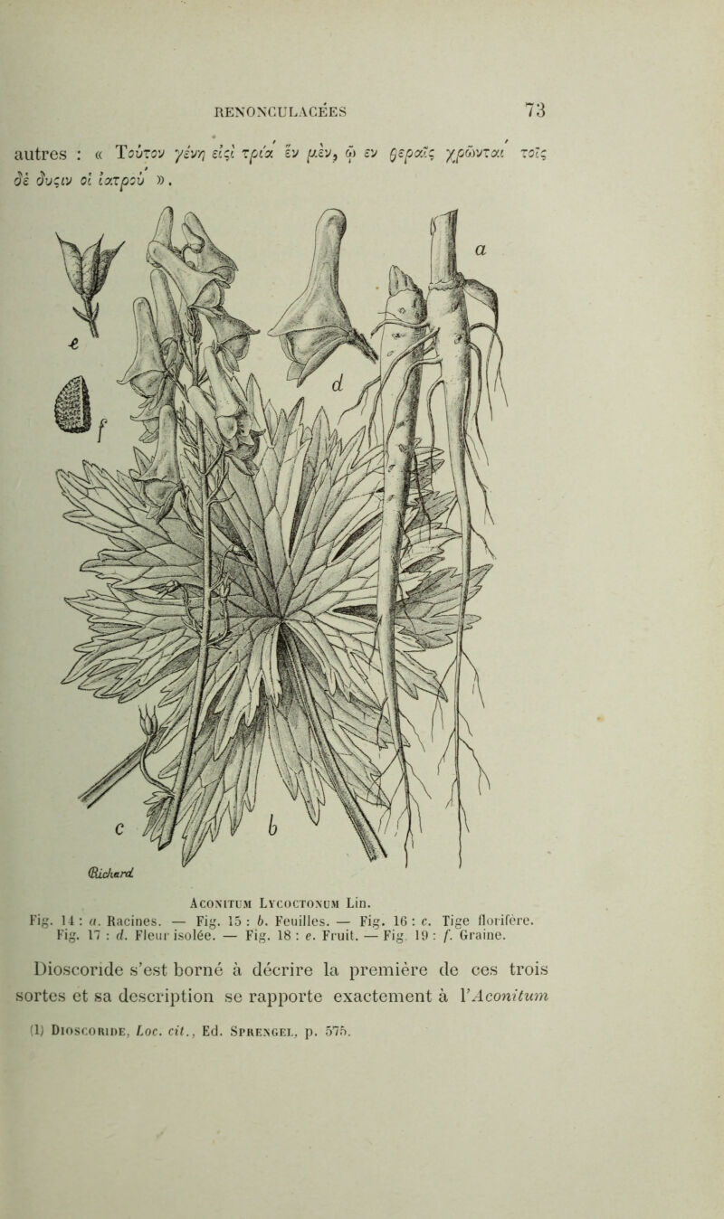 autres : « Tovzov yêvyj eïçc zpïx êv plvp ü eu Qepcaç ypüvToci zolq âè Ôuçlv ol loczpov ». Aconitum Lycoctonum Lin. Fig. 14 : a. Racines. — Fig. 15 : b. Feuilles. — Fig. 16 : c. Tige florifère. Fig. 17 : d. Fleur isolée. — Fig. 18 : e. Fruit. — Fig. 19 : f. Graine. Diosconde s’est borné à décrire la première de ces trois sortes et sa description se rapporte exactement à Y Aconitum (1) Dioscoride, Loc. cit., Ed. Sprengel, p. 575.