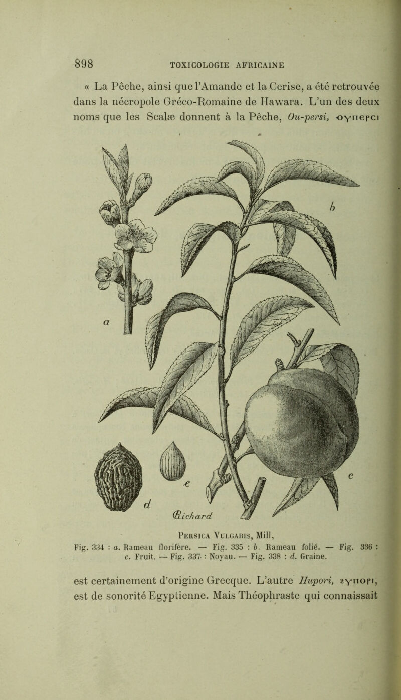 « La Pêche, ainsi que l’Amande et la Cerise, a été retrouvée dans la nécropole Gréco-Romaine de Hawara. L’un des deux noms que les Scalæ donnent à la Pêche, Ou-persi, oynepci Persica Vulgaris, Mill, Fig. 334 : a. Rameau florifère. — Fig. 335 : b. Rameau folié. — Fig. 336 : c. Fruit. — Fig. 337- : Noyau. — Fig. 338 : d. Graine. est certainement d’origine Grecque. L’autre Hupori, 2ynopi, est de sonorité Egyptienne. Mais Théophraste qui connaissait