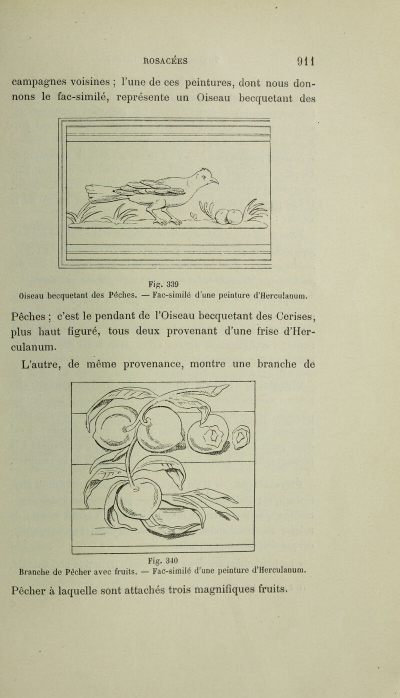 campagnes voisines ; Tune de ces peintures, dont nous don- nons le fac-similé, représente un Oiseau becquetant des Fig. 339 Oiseau becquetant des Pêches. — Fac-similé d'une peinture d’Herculanum. Pêches ; c’est le pendant de l’Oiseau becquetant des Cerises, plus haut figuré, tous deux provenant d’une frise d’Her- culanum. L’autre, de même provenance, montre une branche de Branche de Pêcher avec fruits. — Fac-similé d’une peinture d’Herculanum. Pêcher à laquelle sont attachés trois magnifiques fruits.
