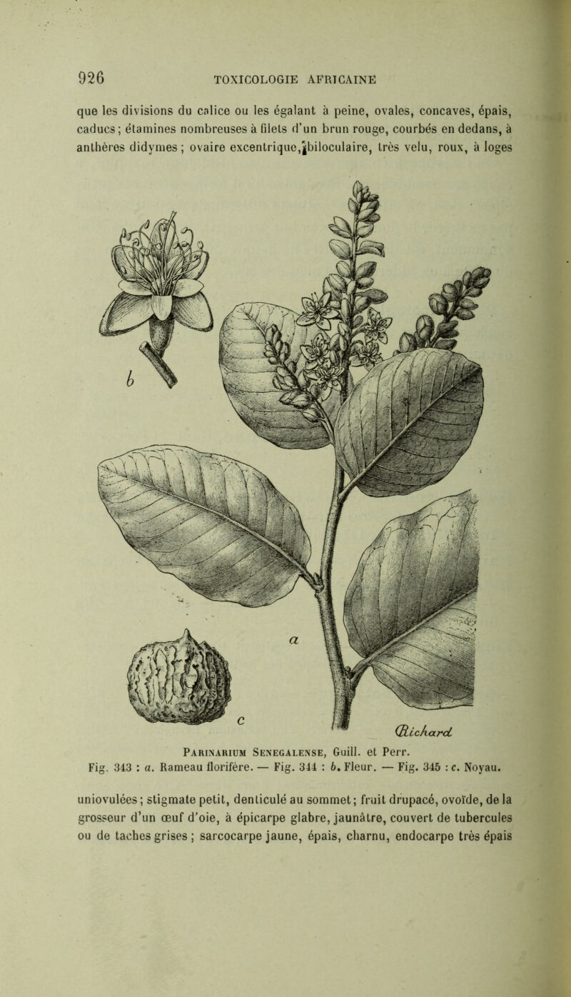 que les divisions du calice ou les égalant à peine, ovales, concaves, épais, caducs; étamines nombreuses à filets d’un brun rouge, courbés en dedans, à anthères didymes; ovaire excentrique,Jbiloculaire, très velu, roux, à loges Parinarium Senegalense, Guill. et Perr. Fig. 343 : a. Rameau florifère. — Fig. 344 : 6. Fleur. — Fig. 345 : c. Noyau. uniovulées; stigmate petit, denticulé au sommet; fruit drupacé, ovoïde, delà grosseur d’un œuf d’oie, à épicarpe glabre, jaunâtre, couvert de tubercules ou de taches grises ; sarcocarpe jaune, épais, charnu, endocarpe très épais