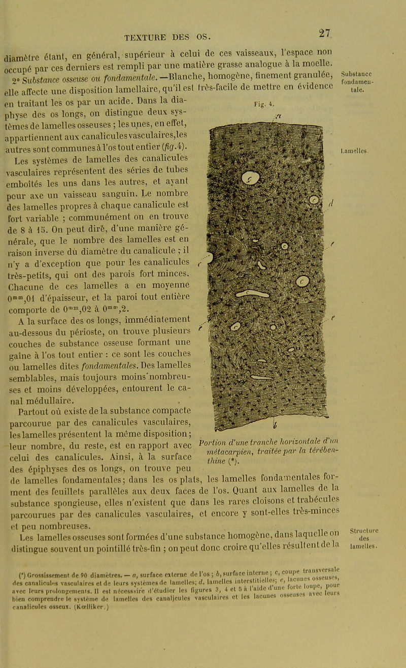 Fiir. 4. diamètre élanl, en général, supérieur à celui de ces vaisseaux, l'espace non occupé par ces derniers est rempli par une matière grasse analogue à la moelle. 2 Substance osseuse ou fondamentale. -Blanche, homogène, finement granulée, elle affecte une disposition lamellaire, qu'il est Irès-facile de mettre en évidence en traitant les os par un acide. Dans la dia- physe des os longs, on distingue deux sys- tèmes de lamelles osseuses ; les unes, en effet, appartiennent aux canaliculesvasculaires,les autres sont communes à l'os tout entier (figÂ). Les systèmes de lamelles des canalicules vasculaires représentent des séries de tubes emboîtés les uns dans les autres, et ayant pour axe un vaisseau sanguin. Le nombre des lamelles propres à chaque canalicule est fort variable ; communément on en trouve de 8 à 13. On peut dire, d'une manière gé- nérale, que le nombre des lamelles est en raison inverse dù diamètre du canalicule r il n'y a d'exception que pour les canalicules , très-petits, qui ont des parois fort minces. Chacune de ces lamelles a en moyenne 0°°,01 d'épaisseur, et la paroi tout entière comporte de 0'™,02 cà 0'',2. A la surface des os longs, immédiatement au-dessous du périoste, on trouve plusieurs couches de substance osseuse formant une gaine à l'os tout entier : ce sont les couches ou lamelles dites fondamentales. Des lamelles semblables, mais toujours moins'nombreu- ses et moins développées, entourent le ca- nal médullaire. Partout où existe de la substance compacte parcourue par des canalicules vasculaires, les lamelles présentent la même disposition; leur nombre, du reste, est en rapport avec Portion d'une tranche horizon^^^^^^ , 1- , 4- • ^ 1 r métacarpien, traitée par la térében- celui des canalicules. Amsi, a la surface ^j^^^^^ des épiphyses des os longs, on trouve peu de lamelles fondamentales; dans les os plais, les lamelles fondamentales for- ment des feuillets parallèles aux deux faces de l'os. Quant aux lamelles de la substance spongieuse, elles n'existent que dans les rares cloisons et trabécules parcourues par des canalicules vasculaires, et encore y sont-elles très-mmces et peu nombreuses. Los lamelles osseuses sont formées d'une substance homogène, dans laquelle on distingue souvent un pointillé très-fm ; on peut donc croire qu'elles résultent de la Substancc foiidameu- tale. Lamelles. Striiclure des lamelles. (•) Grossissement de 90 diamètres. - a, surface externe de l'os ; 6, surface interne ; c, '™'^^p^ses des canalicules vasculaires et de leurs systèmes de lamelles; cl, lamelles luterslitielles; e, inc . avec leurs prolonpemenis. Il est nécess.ire d'étudier les figures 3, 4 et D à l'aide d um; lor o ^\^^ i^^^^ hien comprendre le système de lamelles des canalicules vasculaires et les lacunes osseii ranaliciiles osseu». (Kœlliker.)