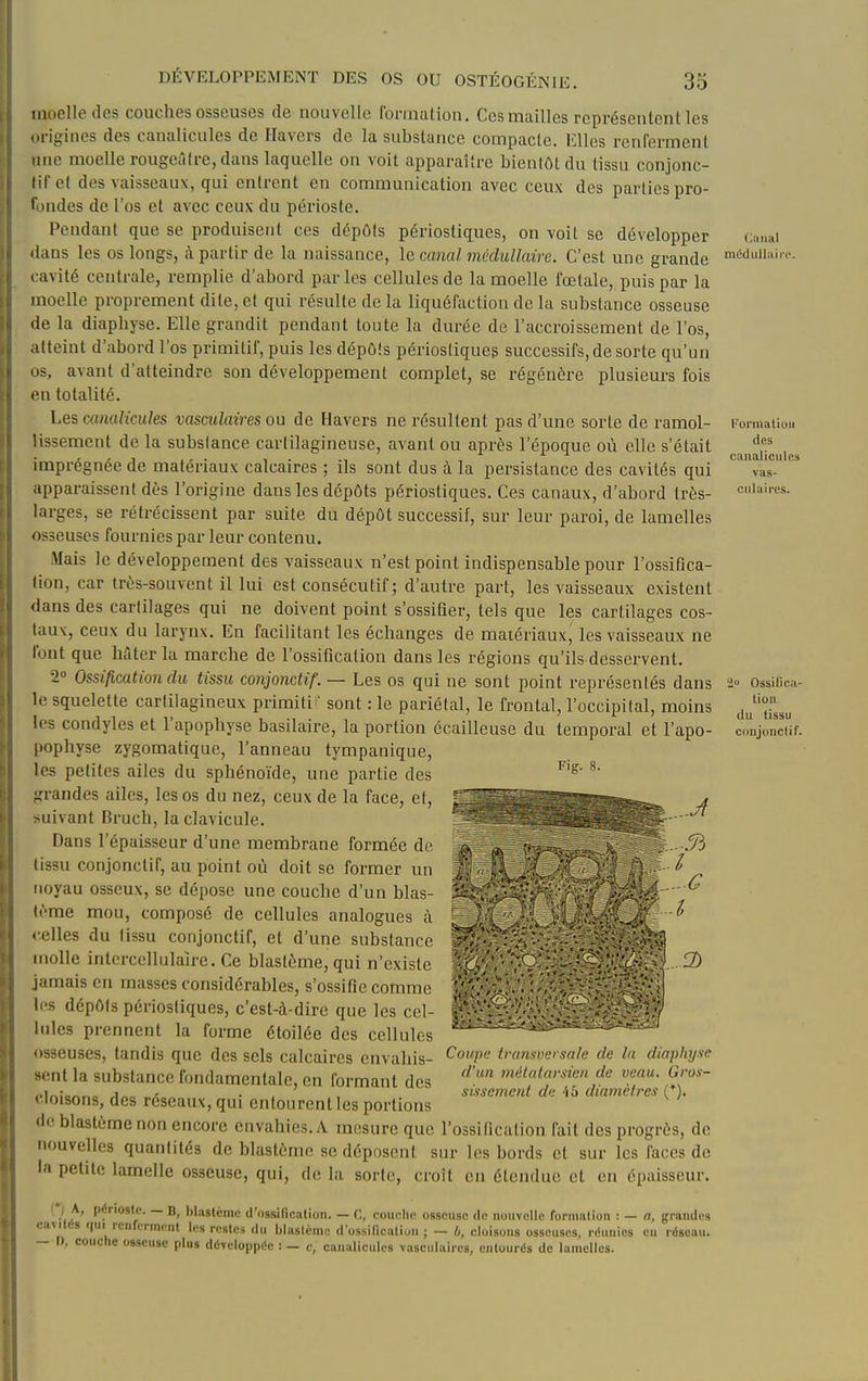 l^'oriiialiuii des canaliculcs vas- cul aires. DÉVELOPPEMENT DES OS OU OSTÉOGÉNIE. 35 moelle des couches osseuses de nouvelle formation. Ces mailles représentent les origines des canalicules de Havers de la substance compacte. Elles renferment une moelle rougeâfre, dans laquelle on voit apparaître bientôt du tissu conjonc- lif et des vaisseaux, qui entrent en communication avec ceux des parties pro- fondes de l'os et avec ceux du périoste. Pendant que se produisent ces dépôts périostiques, on voit se développer canai ilans les os longs, à partir de la naissance, le canal mcdullaire. C'est une grande méduiiaiic cavité centrale, remplie d'abord par les cellules de la moelle fœtale, puis par la moelle proprement dite, et qui résulte de la liquéfaction de la substance osseuse de la diaphyse. Elle grandit pendant toute la durée de l'accroissement de l'os, atteint d'abord l'os primitif, puis les dépôls périostiques successifs, de sorte qu'un os, avant d'atteindre son développement complet, se régénère plusieurs fois on totalité. Les canalicules vasailaires ou de Havers ne résultent pas d'une sorte de ramol- lissement de la substance cartilagineuse, avant ou après l'époque où elle s'était imprégnée de matériaux calcaires ; ils sont dus à la persistance des cavités qui apparaissent dès l'origine dans les dépôts périostiques. Ces canaux, d'abord très- larges, se rétrécissent par suite du dépôt successif, sur leur paroi, de lamelles osseuses fournies par leur contenu. Mais le développement des vaisseaux n'est point indispensable pour l'ossifica- lion, car très-souvent il lui est consécutif ; d'autre part, les vaisseaux existent <lans des cartilages qui ne doivent point s'ossifier, tels que les cartilages cos- tau\, ceux du larynx. En facilitant les échanges de matériaux, les vaisseaux ne font que hfiter la marche de l'ossification dans les régions qu'ils desservent. 2» Ossification du tissu conjonctif. — Les os qui ne sont point représentés dans le squelette cartilagineux primiti ' sont : le pariétal, le frontal, l'occipital, moins les condyles et l'apophyse basilaire, la portion écailleuse du temporal et l'apo- [tophyse zygomatique, l'anneau tympanique, les petites ailes du sphénoïde, une partie des -randes ailes, les os du nez, ceux de la face, et, >uivant Hruch, la clavicule. Dans l'épaisseur d'une membrane formée de tissu conjonctif, au point où doit se former un noyau osseux, se dépose une couche d'un blas- lème mou, composé de cellules analogues à < elles du tissu conjonctif, et d'une substance Miolle intcrcellulaîre. Ce blastème, qui n'existe jamais en masses considérables, s'ossifie comme li's dépôts périostiques, c'est-à-dire que les cel- lules prennent la forme étoilée des cellules osseuses, tandis que des sels calcaires envahis- sent la substance fondamentale, en formant des ••loisons, des réseaux, qui entourent les portions de. blastème non encore envahies. A mesure que l'ossification fait des progrès, de nouvelles quantités de blastème se déposent sur les bords et sur les faces de la petite lamelle osseuse, qui, de la sorte, croît en étendue et en épaisseur. l'j A, périoste. — B, blastème d'osiUrication. — C, couche osseuse de nouvelle formation : — n, grandes eaMlÈs qui renferment les restes du blastème d'ossification ; — cloisons osseuses, rtiuuics en réseau. — Il couche osseuse plus développée : — c, canalicules vasculaircs, entourés de lamelles.  Ossilica- tiou du tissu conjonctif. Fig. 8. Coupa tvumvei sale de la diaphyse d'un métatarsien de veau. Gros- sissement de 45 diamèfres (*).