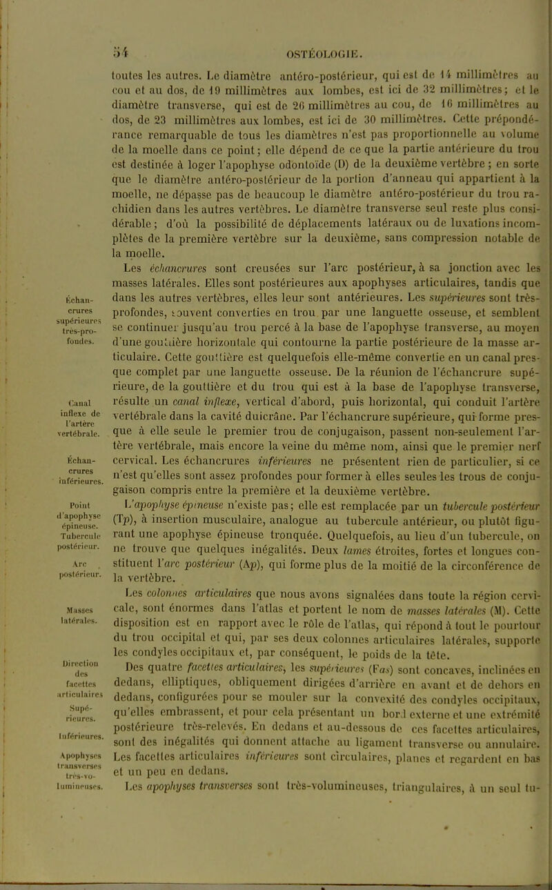 Échaii- crures supérieurps très-pro- fouilcs. Cuual inflexe de l'artère vertébrale. Ëchan- crures inférieures. Point «l'apophyse épineuse. Tubercule postérieur. Arc postérieur. Masses latérales. Direction des facettes arlioulaires .Supé- rieures. Inférieures. Apophyses transverses trés-vo- luinineusrs. toutes les autres. Le diamètre antéro-poslérieur, qui est de \ i millimètres au cou et au dos, de ^9 millimètres aux lombes, est ici de 32 millimètres; et le diamètre transverse, qui est de 20 millimètres au cou, de 10 millimètres au dos, de 23 millimètres aux lombes, est ici de 30 millimètres. Cette prépondé- rance remarquable de tous les diamètres n'est pas proportionnelle au volume de la moelle dans ce point ; elle dépend de ce que la partie antérieure du trou est destinée A loger l'apophyse odontoïde (U) de la deuxième vertèbre ; en sorte que le diamètre antéro-postérieur de la portion d'anneau qui appartient à la moelle, ne dépasse pas de beaucoup le diamètre antéro-postérieur du trou ra- cliidien dans les autres vertèbres. Le diamètre transverse seul reste plus consi- dérable ; d'où la possibilité de déplacements latéraux ou de luxations incom- plètes de la première vertèbre sur la deuxième, sans compression notable de la rnoelle. Les échancrures sont creusées sur l'arc postérieur, à sa jonction avec les masses latérales. Elles sont postérieures aux apophyses articulaires, tandis que dans les autres vertèbres, elles leur sont antérieures. Les supérieures sont très- profondes, i auvent converties en Irou par une languette osseuse, et semblent se continuer jusqu'au trou percé à la base de l'apophyse Iransverse, au moyen d'une gouLaère horizontale qui contourne la partie postérieure de la masse ar- ticulaire. Cette gouttière est quelquefois elle-même convertie en un canal pres- que complet par une languette osseuse. De la réunion de l'échancrure supé- rieure, de la gouttière et du trou qui est à la base de l'apophyse transverse, résulte un canal inflexe, vertical d'abord, puis horizontal, qui conduit l'artère vertébrale dans la cavité duicrâne. Par l'échancrure supérieure, qui-forme pres- que à elle seule le premier trou de conjugaison, passent non-seulement l'ar- tère vertébrale, mais encore la veine du même nom, ainsi que le premier nerf cervical. Les échancrures inférieures ne présentent rien de particulier, si ce n'est qu'elles sont assez profondes pour former à elles seules les trous de conju- gaison compris entre la première et la deuxième vertèbre. l/apopkyse épineuse n'existe pas; elle est remplacée par un tubercule postérieur (Tp), à insertion musculaire, analogue au tubercule antérieur, ou plutôt figu- rant une apophyse épineuse tronquée. Quelquefois, au lieu d'un tubercule, on ne trouve que quelques inégalités. Deux lames étroites, fortes et longues con- stituent l'arc postérieur (Ap), qui forme plus de la moitié de la circonférence de la vertèbre. Les colonnes articulaires que nous avons signalées dans toute la région cervi- cale, sont énormes dans l'atlas et portent le nom de masses latérales (M). Cette disposition est en rapport avec le rôle de l'atlas, qui répond à tout le pourtour du trou occipital et qui, par ses deux colonnes articulaires latérales, supporte les condyles occipitaux et, par conséquent, le poids de la tôte. Des quatre facéties articulaires, les sxipéiieurei (Fas) sont concaves, inclinées on dedans, elliptiques, obliquement dirigées d'arrière en avant et de dehors en dedans, configurées pour se mouler sur la convexité des condyles occipitaux, qu'elles embrassent, et pour cela présentant un bor.l externe et une extrémité postérieure très-relevés. En dedans et au-dessous de ces facettes articulaires, son! des inégalités qui donnent attache au ligament transverse ou annulaire. Les facettes articulaires inférieures sont circulaires, planes et regardent en bas et un peu en dedans. Les apophyses transverses sont très-volumineuses, triangulaires, ù un seul lu-