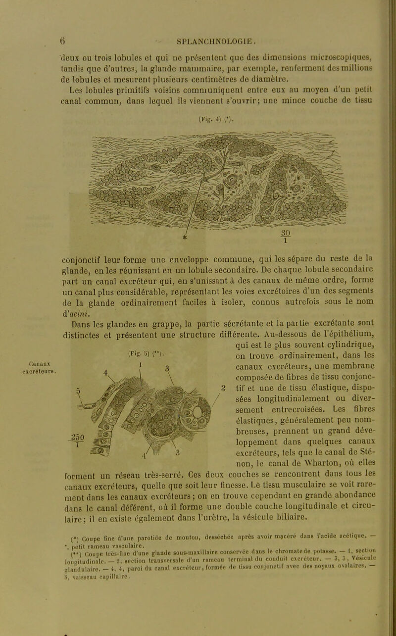 deux ou trois lobules et qui ne présentent que des dimensions niitroscopiques, lundis que d'autres, la glande mammaire, pur exemple, renfeiinent des millions de lobules et mesurent plusieurs centimètres de diamètre. Les lobules primitifs voisins communiquent entre eux au moyen d'un petit canal commun, dans lequel ils viennent s'ouvrir; une mince coucbe de tissu (Fit;. 4) [')■ conjonctif leur forme une enveloppe commune, qui les sépare du reste de la glande, en les réunissant en un lobule secondaire. De chaque lobule secondaire part un canal excréteur qui, en s'unissant à des canaux de même ordre, forme un canal plus considérable, représentant les voies excrétoires d'un des segments de la glande ordinairement faciles à isoler, connus autrefois sous le nom A'acini. Dans les glandes en grappe, la partie sécrétante et la partie excrétante sont distinctes et présentent une structure différente. Au-dessous de l'épithélium, qui est le plus souvent cylindrique, on trouve ordinairement, dans les canaux excréteurs, une membrane composée de fibres de tissu conjonc- tif et une de tissu élastique, dispo- sées longitudinalement ou diver- sement entrecroisées. Les fibres élastiques, généralement peu nom- breuses, prennent un grand déve- loppement dans quelques canaux excréteurs, tels que le canal de Sté- non, le canal de Wharton, où elles forment un réseau très-serré. Ces deux couches se rencontrent dans tous les canaux excréteurs, quelle que soit leur finesse. Le tissu musculaire se voit rare- ment dans les canaux excréteurs ; on en trouve cependant en grande abondance dans le canal déférent, où il forme une double couche longitudinale et circu- laire; il en existe également dans l'urètre, la vésicule biliaire. (♦) Coupe fine d'une parotide de moulou, desséchée après avoir niçccré dans l'acide nccliquc. — •, nclit rameau vasculaire. , , ^ ... . . (♦•) C.oune Irés-linc d'une glande sous-maxillaire conservée dans le chromalede potasse. — I. section loncitudinale. — 2, section transversale d'un rameau terminal du conduit excréteur. - 3, 3. Vésiculr Klandulairc. - <4. 4, paroi du canal excréteur, formée de tissu conjonctif avec des noyaux ovalaires. - S, vaisseau capillaire. (Fig. 5) ('•). Canaux excréteurs.