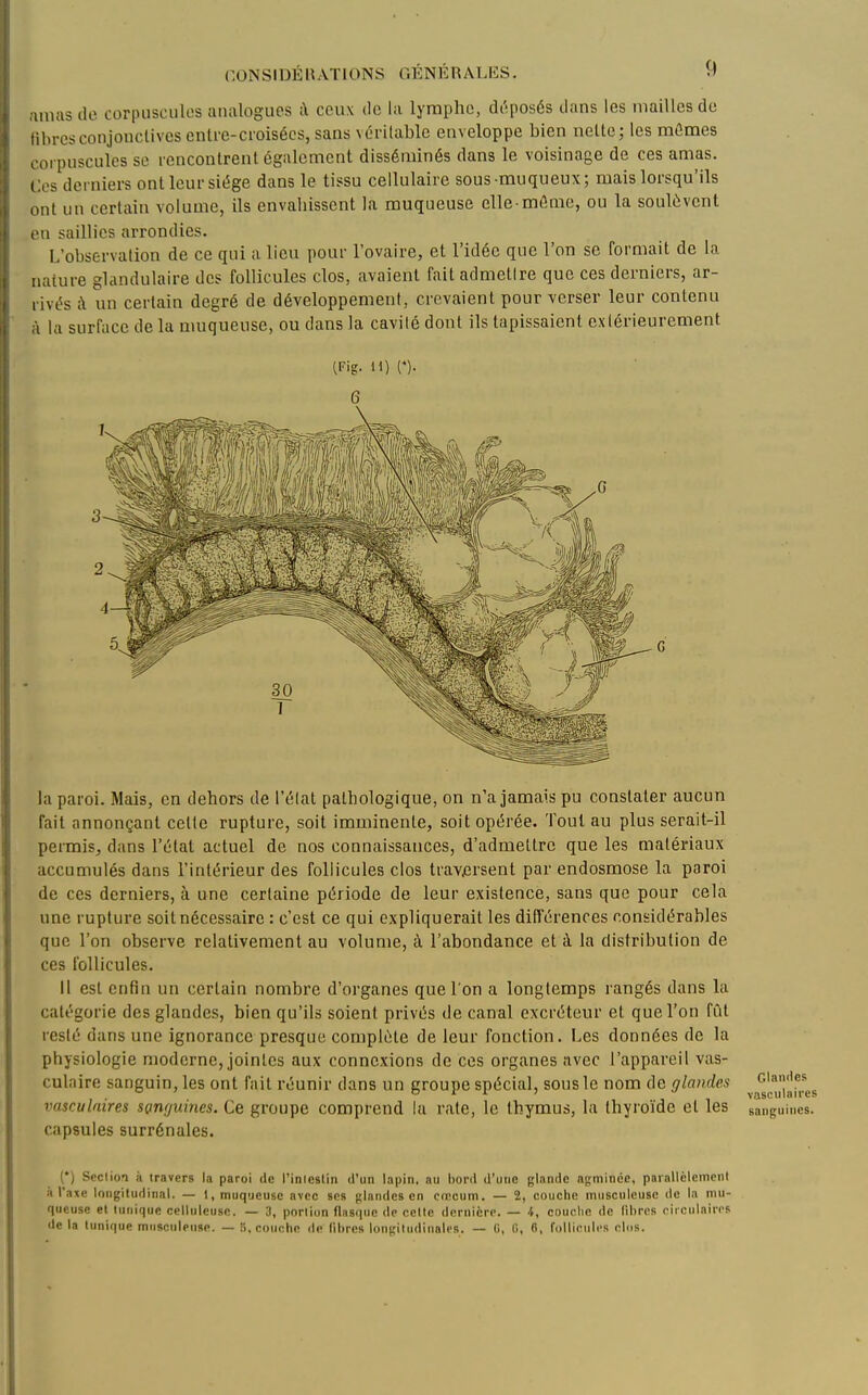 amas de corpuscules analogues i\ ceux de la lyraphe, di'tposés dans les mailles do fibres conjonctives enlre-croisécs, sans vérilablc enveloppe bien nette; les mûmes coi pusculcs se rencontrent égiilcmcnt disséminés dans le voisinage de ces amas. Ces derniers ont leur siège dans le tissu cellulaire sous-muqueux; mais lorsqu'ils ont un certain volume, ils envahissent la muqueuse elle-môme, ou la soulèvent en saillies arrondies. L'observation de ce qui a lieu pour l'ovaire, et l'idée que l'on se formait de la nature glandulaire des follicules clos, avaient fait admetire que ces derniers, ar- rivés à un certain degré de développement, crevaient pour verser leur contenu à la surface de la muqueuse, ou dans la cavité dont ils tapissaient cxiérieurement (Fig. 11) n. la paroi. Mais, en dehors de l'élat pathologique, on n'a jamais pu constater aucun fait annonçant celle rupture, soit imminente, soit opérée. Tout au plus serait-il permis, dans l'état actuel de nos connaissances, d'admettre que les matériaux accumulés dans l'intérieur des follicules clos travjersent par endosmose la paroi de ces derniers, à une certaine période de leur existence, sans que pour cela une rupture soit nécessaire : c'est ce qui expliquerait les difl'érences considérables que l'on observe relativement au volume, à l'abondance et à la distribution de ces follicules. il est enfin un certain nombre d'organes que l'on a longtemps rangés dans la catégorie des glandes, bien qu'ils soient privés de canal excréteur et que l'on fût resté dans une ignorance presque complète de leur fonction. Les données de la physiologie moderne, jointes aux connexions de ces organes avec l'appareil vas- culaire sanguin, les ont fait réunir dans un groupe spécial, sons le nom de glandes vasculnires SQnfjuines. Ce groupe comprend la rate, le thymus, la thyroïde et les capsules surrénales. C.lamles vasculaires sanguines. (•) Section à travers la paroi de l'inlcslin d'un lapin, au bord d'une glande agmincc, parallèlement à Taxe longitudinal. — 1, muqueuse avec ses glandes en oœcum. — 2, couche muscnleusc de la mu- queuse et tunique celluleuse. — 3, portion flasque de cette dernière. — i, couolie de libres riiculaiiTS de la tunique mngculpuse. — !i, couche de fibres longitudinales. — G, 0, 6, follicidcs oins.