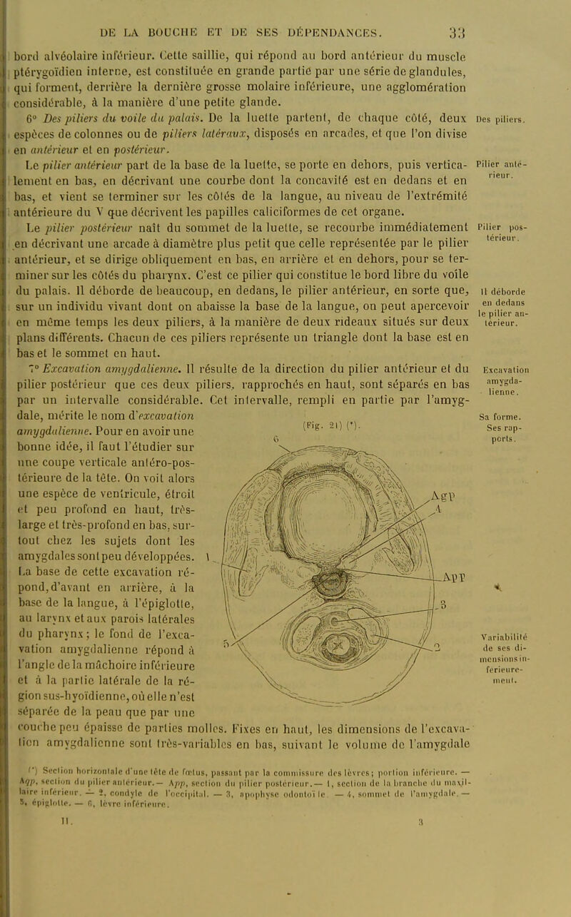 bord alvéolaire inlVdeur. Celle saillie, qui répond au bord anlérieur du muscle [itérygoïdien interne, est constiluée en grande pai lic par une série de glandules, qui forment, derrière la dernière grosse molaire infthieure, une agglomération considérable, à la manière d'une petite glande. 6 Des piliers du voile du palais. De la luette parlent, de chaque côté, deux espèces de colonnes ou de piliers latéraux, disposés en arcades, et que l'on divise eu antérieur et en postérieur. Le pilier antérieur part de la base de la luette, se porte en dehors, puis vertica- lement en bas, en décrivant une courbe dont la concavité est en dedans et en lias, et vient se terminer sur les côtés de la langue, au niveau de l'extrémité antérieure du V que décrivent les papilles caliciformes de cet organe. Le pilier postérieur naît du sommet de la luette, se recourbe immédiatement en décrivant une arcade à diamètre plus petit que celle représentée par le pilier antérieur, et se dirige obliquement en bas, en arrière et en dehors, pour se ter- miner sur les côtés du pharynx. C'est ce pilier qui constitue le bord libre du voile ilu palais. 11 déborde de beaucoup, en dedans, le pilier antérieur, en sorte que, sur un individu vivant dont on abaisse la base de la langue, on peut apercevoir on même temps les deux piliers, à la manière de deux rideaux situés sur deux plans différents. Chacun de ces piliers représente un triangle dont la base est en bas et le sommet en haut. 7 Excavation amygdalienne. Il résulte de la direction du pilier antérieur et du pilier postérieur que ces deux piliers, rapprochés en haut, sont séparés en bas par un intervalle considérable. Cet intervalle, rempli en partie par l'amyg- dale, mérite le nom d'excavation amygdalienne. Pour en avoirune '^ ^ bonne idée, il faut l'étudier sur une coupe verticale anléro-pos- lérieure de la tête. On voit alors une espèce de ventricule, étroit et peu profond en haut, très- large et très-profond en bas, sur- tout chez les sujets dont les amygdales sont peu développées. \ La base de celle excavation ré- pond, d'avant en arrière, à la base de la langue, à l'épigloUe, au larynx et aux parois latérales du pharynx ; le fond de l'exca- vation amygdalienne répond à l'angle de la mâchoire inférieure et à la parlic latérale de la ré- gion sus-hyoïdienne, où elle n'est séparée de la peau que par une couche peu épaisse de parties molles. Fixes en haut, les dimensions de l'excava- tion amygdalienne sonl très-variables en bas, suivant le volume de l'amygdale Des piliers. Pilier aiilc- rieiir. Pilier pos- térieur. Il déborde en dedans le pilier an- térieur. Excavation .imygda- lienne. Sa forme. Ses rap- ports. Variabilité de ses di- mensions iii- fcrieu rc- nionl. (■) Seclion horizontale d'une Ictc de fœlus, passant par la commissure des lèvres; portion inférieure. — kqp, section du pilier aiilcricur. — App, seclion du pilier postérieur.— 1, seclion de la brandie du mavil- laire inférieur.2, condyle de l'occiplliil. — 3, npopbyse odontoi le —-i, sommet de l'amygdale.— 5, épinlotle. — fi, lèvre inférienro. 11. 3