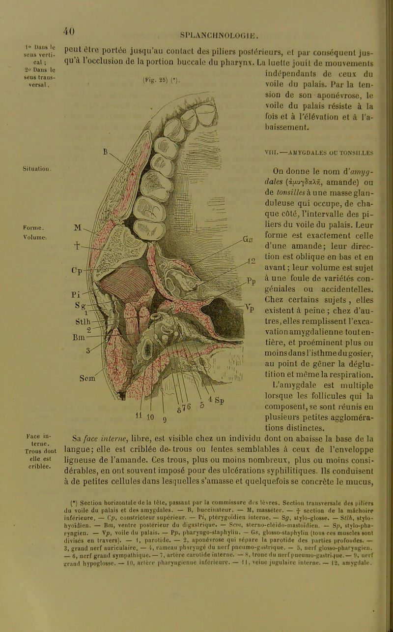 .SPLANCIINOLOUH!]. I Dans le sens verti- cal ; 2 Dans le sens trans- versal . Situation. Forme. Volume. Kace in- terne. Trous dont elle est criblée. peutOlio porl(5c justju'au coiilact des piliers posli^rieurs, cl par conséquent jus- qu'à l'occlusion de la portion i)uccalc du pharynx. Lu luette jouit de mouveaienls indépendants de ceux du voile du palais, i'ar la ten- sion de son aponévrose, li' voile du palais résiste à la fois et à l'élévation et à l'a- l)aisgement. VIII. -AMYGDALES OUÏONSII.LES On donne le nom d'amyg- dales {i\iM-{8aXr., amande) ou de tonsillesknna masse glan- duleuse qui occupe, de cha- que côté, l'intervalle des in- liers du voile du palais. Leur forme est exactement celle d'une amande; leur direc- tion est oblique en bas et en avant; leur volume est sujet à une foule de variétés con- géniales ou accidentelles. Chez certains sujets , elles existent à peine ; chez d'au- tres, elles remplissent l'exca- vation amygdalienne tout en- tière, et proéminent plus ou moins dans l'isthme du gosier, au point de gêner la déglu- tition et mémela respiration. L'amygdale est multiple lorsque les follicules qui la composent, se sont réunis en plusieurs petites aggloméra- tions distinctes. Sa face interne, libre, est visible chez un individu dont on abaisse la base de la langue; elle est criblée de-trous ou lentes semblables à ceux de l'enveloppe ligtieuse de l'amande. Ces trous, plus ou moins nombreux, plus ou moins consi- dérables, en ont souvent imposé pour des ulcérations syphilitiques, llë conduisent à de petites cellules dans lesquelles s'amasse et quelquefois se concrète le mucus. il 10 (*) Section horizontale de la tète, passant par la commissure des lèvres. Section trausversalc des piliers du voile du palais et des amygdales. — B, bucciiialeur. — M, massétcr. — f section de la mâchoire inférieure. — Cp, constricteur supérieur. — P/, ptérygoïdien interne. — Sg, sljlo-glosse. — Stih, stylo- hyoïdien. — Bm, ventre postérieur du digasirique. — SfJ;i, sicrno-cléido-mastoïdicn. — S/), slylo-pha- ryngicn. —• \p, voile du palais. — P/j, pharyngo-staphylin. — Gs, glosso-staphylin (tous ces muscles sont divisés en travers). — I, parotide. — 2, aponévrose qui sépare la parotide des parties proTondes. — 3, grand nerf auriculaire. — 1, rameau pharyngé ilu nerf pncumo-g.islriquc. — 5, nerf glosso-pharyngieii. 6, nerf granil sympathi(iue. — 7, artère carotide interne. — J<, Ironc du nerf pneunio-gastri.)uc.— '.>, ucri grand hypoglosse. — in, artère iiharyngienne inférieure. — Il, veine jugulaire interne. — 12, aniygilalc