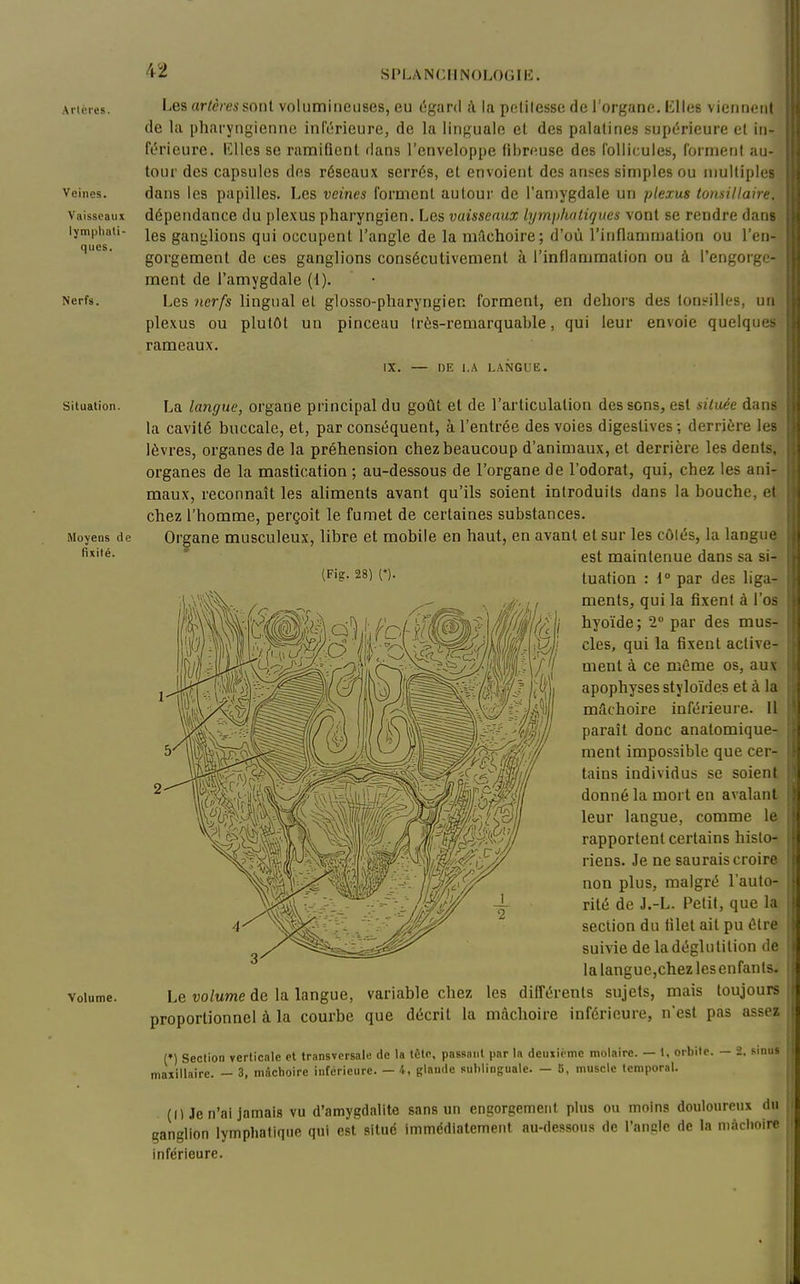 Arlères. Veines. Vaisseaux lymphati- ques. Nerfs. Les ar/éressont volumineuses, eu c'igard à la pelilesse de l'organe, lilles viennent de la pharyngienne infcTieure, de la linguale et des palatines supérieure et iii- ft^rieure. lîUes se ramifient flans l'enveloppe fibreuse des follicules, forment au- tour des capsules dos réseaux serrés, et envoient des anses simples ou iiiullipIcR dans les papilles. Les veines forment autour de l'amygdale un plexus tonsillam dépendance du plexus pharyngien. Les vaisseaux lymji/uitîques vont se rendre dans les ganglions qui occupent l'angle de la m.lchoire; d'où rinflammation ou l'en- gorgement de ces ganglions consécutivement à l'inflammation ou à l'engorge- ment de l'amygdale (1). Les nerfs lingual et glosso-pharyngien forment, en dehors des lons^illes, un plexus ou plutôt un pinceau très-remarquable, qui leur envoie quelques rameaux. IX. — DE l.A LANGUE. Situation. Moyens de fixité. Volume. La langue, organe principal du goût et de l'articulation des sons, est située dans la cavité buccale, et, par conséquent, à l'entrée des voies digestives; derrière les lèvres, organes de la préhension chez beaucoup d'animaux, et derrière les dents, organes de la mastication ; au-dessous de l'organe de l'odorat, qui, chez les ani- maux, reconnaît les ahments avant qu'ils soient introduits dans la bouche, et chez l'homme, perçoit le fumet de certaines substances. Organe musculeux, libre et mobile en haut, en avant et sur les côtés, la langue est maintenue dans sa si- n- tuation : 1° par des liga- ments, qui la fixent à l'os hyoïde; 2° par des mus- cles, qui la fixent active- ment à ce même os, aux apophyses styloïdes et à la mâchoire inférieure. 11 paraît donc analomique- ment impossible que cer- tains individus se soient donné la mort en avalant leur langue, comme le rapportent certains histo- riens. Je ne saurais croire non plus, malgré l'auto- rité de J.-L. Petit, que la section du filet ait pu être suivie de ladéglutition de la languCjChez les enfants. Le volume de la langue, variable chez les différents sujets, mais toujours proportionnel à la courbe que décrit la mâchoire inférieure, n'est pas assez (•) Section verticale et transversale de la tête, passant par la deuxième molaire. — I, orbite. — 2. sinus maxillaire. - 3, mâchoire inférieure. — 4, glande sublinguale. - 5, muscle temporal. (1) Je n'ai jamais vu d'amygdalite sans un engorgement plus ou moins douloureux du ganglion lympliafiqiie qui est situé immédiatement au-dessou.s de l'angle de la mâchoire Inférieure.