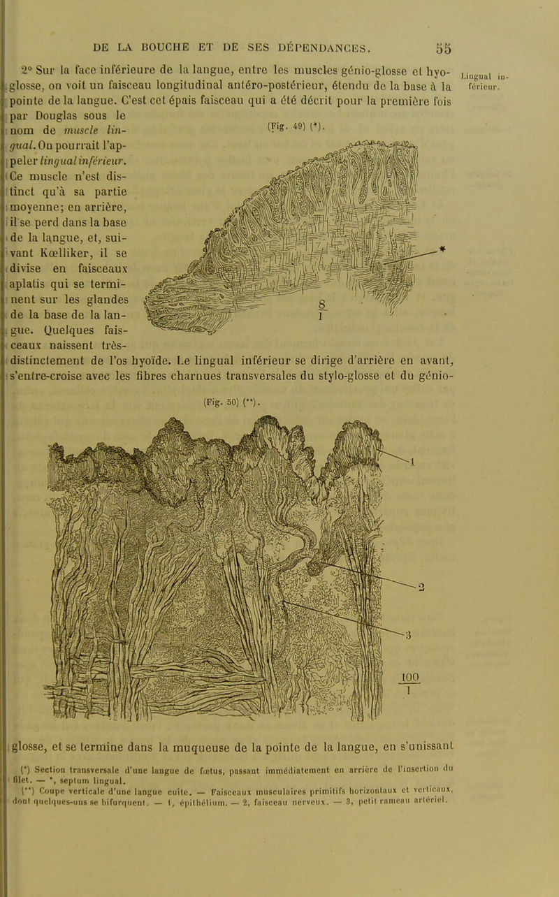 2° Sur la face inférieure de la langue, entre les muscles gi'inio-glosse el hyo- j j„guj,, j .glosse, on voit un faisceau longitudinal antéro-postérieur, étendu de la base à la fcricur. ; pointe de la langue. C'est cet épais faisceau qui a été décrit pour la première fois par Douglas sous le :nom de muscle lin- ^'^ gual.Oa pourrait l'ap- i peler lingual inférieur. (Ce muscle n'est dis- llincl qu'à sa partie 1 moyenne; en arrière, i U se perd dans la base ide la langue, et, sui- 'vant Kœlliker, il se (divise en faisceaux .aplatis qui se termi- I nent sur les glandes de la base de la lan- . gue. Quelques fais- ceaux naissent très- distinctement de l'os hyoïde. Le lingual inférieur se dirige d'arrière en avant, :s'eatre-croise avec les fibres charnues transversales du stylo-glosse et du génio- (Fig. 50) ('). i glosse, et se termine dans la muqueuse de la pointe de la langue, en s'unissant (') Section transversale d'une langue de fuetus, passant immédiatement en arrière de l'insertion du lilet. — *, seplum lingual. (*') r.oupe verticale d'une langue cuite. — Faisceaux musculaires priniitiTs horizontaux el vcrlicaux, dont (|nelques-uns se liirurquenl. — I, épithélium. — 2, faisceau nerveux. — 3, pelii raniciiu artériel.