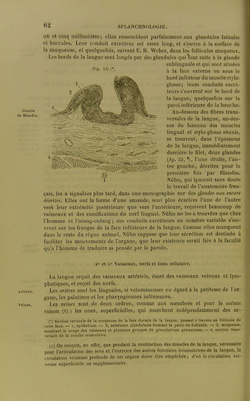 un et cinq millimètres; elles ressemblent parfailemeni aux glandules lahialeb et buccales. Leur conduit excréteur est assez long, et s'ouvre à la surface de la muqueuse, et quelquefois, suivant E. H. Wcber, dans les follicules muqueuv. Les bords de la langue sont longés par des glandules qui'font suite à la glande sublinguale et qui sont siluées à la face externe ou sous le bord inférieur du muscle stylo- glosse; leurs conduits excré- teurs s'ouvrent sur le bord de la langue, quelquefois sur la paroi inférieure de la bouche. Au-dessous des fibres trans- versales de la langue, au-des- sus du faisceau des muscles lingual et slylo-glosse réunis, se trouvent, dans l'épaisseur de la langue, immédiatement derrière le filet, deux glandes {fig. 55, *), l'une droite, l'au- tre gauche, décrites pour la première fois par Blandin. Nûhn, qui ignorait sans doute le travail de l'anatomiste fran- çais, les a signalées plus tard, dans une monographie sur des glandes non encore décrites. Elles ont la forme d'une amande, sont plus écartées l'une de l'autre vers leur extrémité postérieure que vers l'antérieure, reçoivent beaucoup de vaisseaux et des ramifications du nerf lingual. Ntihn ne les a trouvées que chez l'homme et l'orang-outang ; des conduits excréteurs en nombre variable s'ou- vrent sur les franges de la face inférieure de la langue. Comme elles manquent dans le reste du règne animal, Nûhn suppose que leur sécrétion est destinée à faciliter les mouvements de l'organe, que leur existence serait liée à la faculté qu'a l'homme de traduire sa pensée par la parole. 4» et 5 Vaisseaux, nerfs et tissu cellulaire. La langue reçoit des vaisseaux artériels, émet des vaisseaux veineux et lym- phatiques, et reçoit des nerfs. Les artères sont les linguales, si volumineuses eu égard à la petitesse de l'or- gane, les palatines et les pharyngiennes inférieures. Les veines sont de deux ordres, comme aux membres et pour la même raison (I) : les unes, superficielles, qui marchent indépendamment des ar- (•) Section verticale de la muqueuse de la face dorsale de la langue, passant à travers un follicule de cette face. l, épithéliutn. — 2, substance glandulaire formant la paroi du follicule. — 3, muqueuse, montrant la coupe des vaisseaux et plusieurs groupes de granulations graisseuses. — 4, section Irani;- versale de la couche musculaire. (1) On conçoit, en etfet, que pendant la contraction des muscles de la langue, nécessaire pour l'arliculatioii des sons et l'exercice des autres fonctions locomotrices de la langue, la circulation veineuse profonde de cet organe doive cire empêchée; d'oil la circulation vei- neuse superficielle ou supplémentaire. (Fig. 54) C)