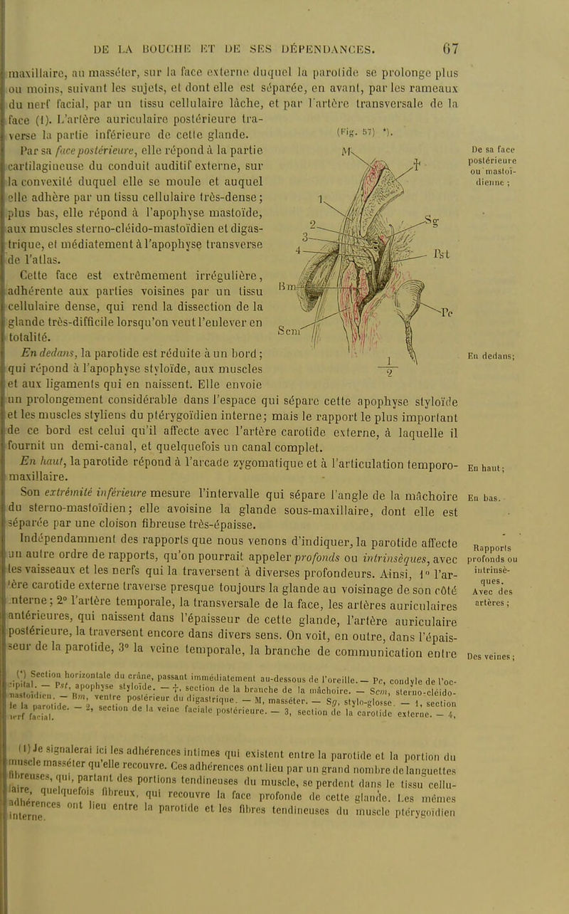 maxillaire, au masstHer, sur la face exleriu! duquel la parotide se prolonge plus ou moins, suivant les sujets, et dont elle est sc'parée, en avant, parles rameaux du nerf facial, par un tissu cellulaire lâche, et par l'artère transversale de la face (t). L'arière auriculaire poslt^rieure tra- verse la partie inférieure de cette glande. Par sa face postérieure, elle répond à la partie cartilagineuse du conduit auditif externe, sur la convexité duquel elle se moule et auquel elle adhère par un tissu cellulaire très-dense; plus bas, elle répond à l'apophyse mastoïde, aux muscles sterno-cléido-masloïdien etdigas- ' trique, et médiatement à l'apophyse transverse de l'atlas. Cette face est extrêmement irrégulière, adhérente aux parties voisines par un tissu ■cellulaire dense, qui rend la dissection de la glande très-difficile lorsqu'on veut l'enlever en totalité. En dedans, la parotide est réduite à un bord ; qui répond à l'apophyse slyloïde, aux muscles et aux ligaments qui en naissent. Elle envoie un prolongement considérable dans l'espace qui sépare cette apophyse styloïde et les muscles styliens du plérygoïdien interne; mais le rapport le plus important de ce bord est celui qu'il affecte avec l'artère carotide externe, à laquelle il fournit un demi-canal, et quelquefois un canal complet. En haut, la parotide répond à l'arcade zygomatique et à l'articulation temporo- maxillaire. Son extrémité inférieure mesure l'intervalle qui sépare l'angle de la mAchoire du sterno-masfoïdien; elle avoisine la glande sous-maxillaire, dont elle est séparée par une cloison fibreuse très-épaisse. Indépendamment des rapports que nous venons d'indiquer^ la parotide affecte un autre ordre de rapports, qu'on pourrait appeler profonds ou intrinsèques, avec les vaisseaux et les nerfs qui la traversent à diverses profondeurs. Ainsi, \ l'ar- '.ère carotide externe traverse presque toujours la glande au voisinage de son côté .nterne; 2° l'artère temporale, la transversale de la face, les artères auriculaires antérieures, qui naissent dans l'épaisseur de cette glande, l'artère auriculaire postérieure, la traversent encore dans divers sens. On voit, en outre, dans l'épais- seur de la parotide, 3» la veine temporale, la branche de communication entre ^;iiLf*'''p î*''' crâne, passant immé.liatement au-dessous de l'oreille. - Pc, condyle de l'oc- ..p al - P.,^ apophyse slylo.de. - f, seclion de la bronche de la M,àchoire. - S.„ , sten o clé do- T.a to.d.cu - Rm, venire poslérieur du digasirique. - M, masséter. _ S^, siMo^se - section tnïZ ~ l^o^^éneure. - 3, section d l/ca o id ' ex.e .'.e t De sa face postérieure ou niasloï- diciinc ; Eu dedans; En haut ; En bas. Rapports profonds ou intrinsè- ques. Avec des artères ; Des veines ; (I) Je signalerai ici les adhérences intimes qui existent entre la parotide et la portion du muscle masseter qu elle recouvre. Ces adhérences ont lieu par un grand nomi.re de languettes fibreuse», qu,, parlant des portions tendineuses du muscle, se perdent dans le tissu cellu- ThéVeïl?' r T' ''''' l-e-^ ^êmes interne '  tendir.euses du muscle plérygoïdien