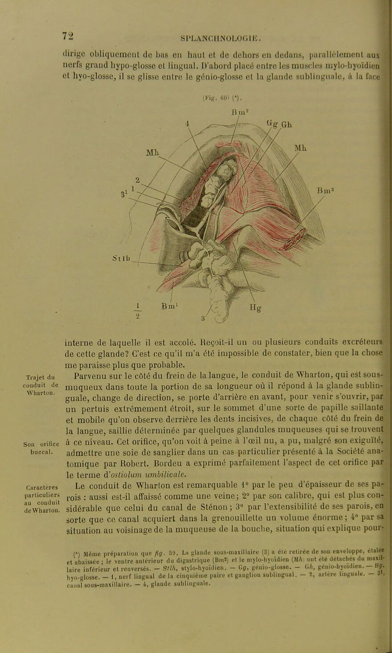 dirige obliquement de bas en haut et de dehors en dedans, parallèlement aux nerfs grand hypo-glosse et lingual. D'abord placé entre les muscles u)ylo-hyoïdien et hyo-glosse, il se glisse entre le génio-glosse et la glande sublinguale, à la lace li m' Trajet du conduit de Whartun. Son orifice buccal. Caractères particuliers au conduit deWharlon. interne de laquelle il est accolé. Reçoit-il un ou plusieurs conduits excréteurs de cette glande? C'est ce qu'il m'a été impossible de constater, bien que la chose me paraisse plus que probable. Parvenu sur le côté du frein de la langue, le conduit de Wharton, qui est sous- muqueux dans toute la portion de sa longueur où il répond à la glande sublin- guale, change de direction, se porte d'arrière eu avant, pour venir s'ouvrir, par un pertuis extrêmement étroit, sur le sommet d'une sorte de papille saillante et mobile qu'on observe derrière les dents incisives, de chaque côté du frein de la langue, saillie déterminée par quelques glandules muqueuses qui se trouvent à ce niveau. Cet orifice, qu'on voit à peine à l'œil nu, a pu, malgré son exiguïté, admettre une soie de sanglier dans un cas particulier présenté à la Société ana- tomique par Robert. Bordeu a exprimé parfailement l'aspect de cet orifice par le terme à'ostiolum umbilicale. Le conduit de Wharfon est remarquable 1» par le peu d'épaisseur de ses pa- rois : aussi est-il afl'aissé comme une veine; 2° par son calibre, qui est plus con- sidérable que celui du canal de Sténon ; 3° par l'extensibilité de ses parois, en sorte que ce canal acquiert dans la grenouillette un volume énorme; 4° par sa situation au voisinage de la muqueuse de la bouche, situation qui explique pour- (*) Même préparation que fig. Si'J. Lii iîlaudo sous-maxillaire (3) a élé retirée de son enveloppe, étalée et abaissée ; le ventre antérieur du digastrique (BhiS) et le mylo-liyoïdien (M/i, ont été détaches du maxil- laire inférieur et renversés. - Sllh, sljlo-liyoïdien. - Gg, génio-glosse. - G/i, génio-hyoïdien. - Hff, hyo-glosse. — 1, neif lingual de la cinquième paire et ganglion sublingual. - î, artère linguale, canal sou8-maxillaiie. — 4, glande sublinguale. - 3>.