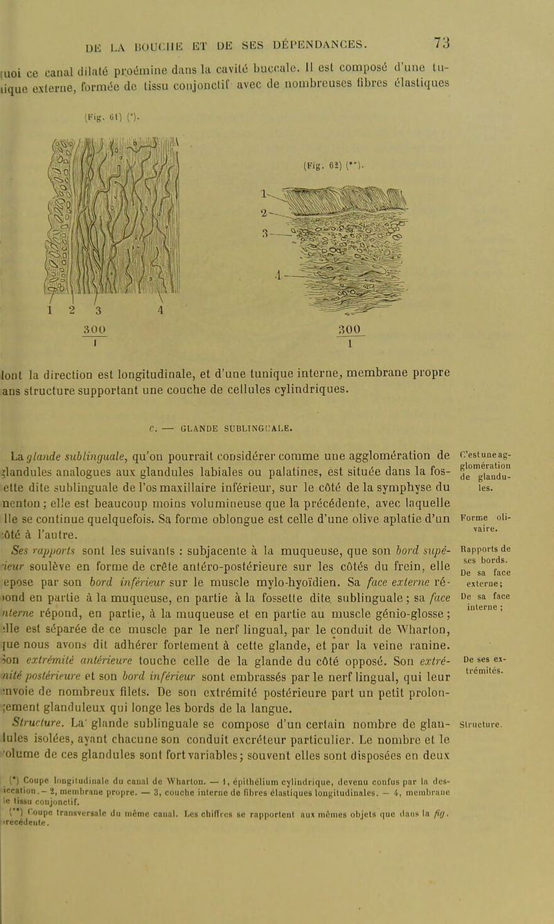 (uoi ce canal dilaté proémine dans la cavilé buccale. Il est composé d'une lu- lique externe, formée de tissu conjonclif avec de nombreuses fibres élastiques (b-ig. tii) (•). 1- ^ 2- - 3 — 300 lont la direction est longitudinale, et d'une tunique interne, membrane propre ans structure supportant une couche de cellules cylindriques. C. — GLANDE SUBLINGUALE. Ldiglande sublinguale, qu'on pourrait considérei'comme une agglomération de îlandules analogues aux glandules labiales ou palatines, est située dans la fos- ette dite sublinguale de l'os maxillaire inférieur, sur le côté de la symphyse du nenton; elle est beaucoup moins volumineuse que la précédente, avec laquelle lie se continue quelquefois. Sa forme oblongue est celle d'une olive aplatie d'un ;ôté à l'autre. Ses rapports sont les suivanis : subjacente à la muqueuse, que son bord supé- ieur soulève en forme de crête antéro-postérieure sur les côtés du frein, elle epose par son bord inférieur sur le muscle mylo-hyoïdien. Sa face externe ré- >ond en partie à la muqueuse, en partie à la fossette dite sublinguale ; sa face nterne répond, en partie, à la muqueuse et en partie au muscle génio-glosse ; ïlle est séparée de ce muscle par le nerf lingual, par le conduit de Wharlon, jue nous avons dit adhérer fortement à cette glande, et par la veine ranine. 50n extrémité antérieure touche celle de la glande du côté opposé. Son extré- nité postérieure et son bord inférieur sont embrassés parle nerf lingual, qui leur mvoie de nombreux filets. De son extrémité postérieure part un petit prolon- ;ement glanduleux qui longe les bords de la langue. Structure. La' glande sublinguale se compose d'un certain nombre de glan- lules isolées, ayant chacune son conduit excréteur particulier. Le nombre et le ■olume de ces glandules sont fort variables ; souvent elles sont disposées en deux ') Coupe loogitudiiialc du canal de Whai tou. — 1, cpilhclium cylindrique, devenu confus par lu dcs- iccation.- 2, membrane propre. — 3, couche interne de (il)res élastiques longitudinales. — 4, menibraiic le liisu conjonclif. (*•) Coupe transversale du même canal. Les chiffres se rapportent aux mômes objets que dans la fig. ■récédente. C'est une ag- glomération de glandu- les. Forme oli- vaire. Rapports de ses bords. De sa face externe ; De sa face interne ; De ses ex- trémités. Structure.