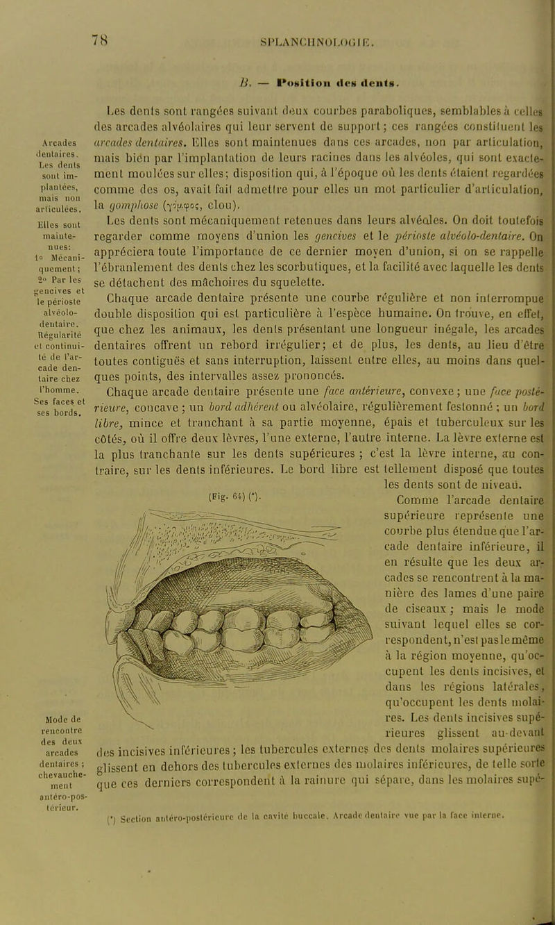 B, — l'osition des «lents. Arcades lientaires. Les (ienis sont im- plaulées, niais non articulées. Elles sont mainte- nues: 1» Mécani- quement ; 2 Par les jteocives et le périoste alvéolo- ileutaire. Régularité et continui- té lie l'ar- cade den- taire chez l'homme. Ses faces et ses bords. Mode de rencontre des deux arcades dentaires ; chevauche- ment antéro-pos- térieur. Les dcnis sont rang(5cs suivant deux courbes paraboliques, semblables à celles des arcades alvéolaires qui leur servent de support; ces rangtjes constilneiit les arcades denluires. Elles sont maintenues dans ces arcades, non par articulation, mais bien par l'implantation de leurs racines dans les alvéoles, qui sont exacte- ment moultjcs sur elles; disposition qui, à l'époque oii les dents (Haienl regardées comme des os, avait fait admettre pour elles un mot particulier d'articulation, la gomphose (-)J[j.cpoç, clou). Les dents sont mécaniquement retenues dans leurs alvéoles. On doil toutefois regarder comme moyens d'union les gencives et le périoste alvéolo-denlaire. On appréciera toute l'importance de ce dernier moyen d'union, si on se rappelle l'ébranlement des dents chez les scorbutiques, et la facilité avec laquelle les dents se détachent des mâchoires du squelette. Chaque arcade dentaire présente une courbe régulière et non interrompue double disposition qui est particulière à l'espèce humaine. On trouve, en effet, que chez les animaux, les dents présentant une longueur inégale, les arcades dentaires offrent un rebord irrégulier; et de plus, les dents, au lieu d'être toutes conliguës et sans interruption, laissent entre elles, au moins dans quel- ques points, des intervalles assez prononcés. Chaque arcade dentaire présente une face antérieure, convexe; une face posté- rieure, concave ; un bord adhérent ou alvéolaire, régulièrement festonné ; un bord libre, mince et tranchant à sa partie moyenne, épais et tuberculeux sur les côtés, où il offre deux lèvres, l'une externe, l'autre interne. La lèvre externe est la plus tranchante sur les dents supérieures ; c'est la lèvre interne, au con- traire, sur les dents inférieures. Le bord libre est tellement disposé que toutes les dents sont de niveaii. '^'g-Comme l'arcade dentaire supérieure représente une courbe plus étendue que l'ar- cade dentaire inférieure, il en résulte que les deux ar^ cades se rencontrent à la ma- nière des lames d'une paire de ciseaux ; mais le mode suivant lequel elles se cor- respondent, n'est pasleméme à la région moyenne, qu'oc- cupent les dents incisives, et dans les régions latérales, qu'occupent les dents molai- res. Les dents incisives supé- rieures glissent au-de\anl d(!S incisives inférieures; les tubercules externe? dos dents molaires supérieures glissent en dehors des tubercules externes des molaires inférieures, de telle sorte que ces derniers correspondent à la rainure qui sépare, dans les molaires supé- (') Section antéro-postcricurc de la cavité buccale. Arcade dculairo vue parla face interne.