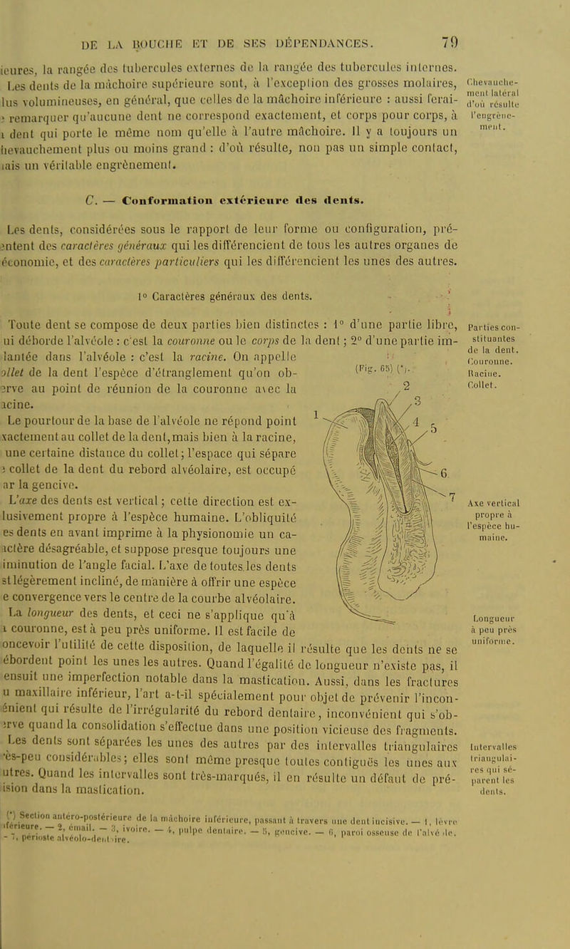 ieures, la rangée dos tubercules exicrnes do la raiigi5o dos tubercules iiileriies. Les dents de la mâchoire supth-ieure sont, à l'cxceplion des grosses molaires, l'iieviiiiciu;- lus volumineuses, en génth-ul, que celles de la mâchoire inférieure : aussi ferai- ) remarquer qu'aucune dent ne correspond exactement, et corps pour corps, à l'eugiéuc- i dent qui porte le mi^me nom qu'elle à l'autre mAchoire. Il y a toujours un lievauchement plus ou moins grand : d'où résulte, non pas un simple contact, lais un véritable engrùnemenl. C. — Conformation cxtéricnrc des dents. Los dents, considérées sous le rapport de leur forme ou configuration, pré- 3ntent des caractères généraux qui les différencient de tous les autres organes de économie, et des caractères particuliers qui les dillerencient les unes des autres. (Fi-. 65) C, 10 Caractères généraux des dents. j Toute dent se compose de deux parties Jjien distinctes : 1° d'une partie libre, ui déborde l'alvéole : c'est la couroivie ou le corps de la dent ; 2° d'une partie im- lantée dans l'alvéole : c'est la racine. On appelle ollet de la dent l'espèce d'étranglement qu'on ob- 3rve au point de réunion de la couronne a\ec la icine. Le pourtour de la base de l'alvéole ne répond point xactementau collet de la dent,mais bien à la racine, une certaine distance du collet; l'espace qui sépare i collet de la dent du rebord alvéolaire, est occupé ar la gencive. L'axe des dents est vertical ; cette direction est ex- lusivement propre à l'espèce humaine. L'obliquité es dents en avant imprime à la physionomie un ca- aclère désagréable, et suppose presque toujours une iminution de l'angle facial. L'axe dctoutes.lcs dents stlégèrement incliné, de manière à offrir une espèce e convergence vers le centre de la courbe alvéolaire. La longueur des dents, et ceci ne s'applique qu'à 1 couronne, est à peu près uniforme. Il est facile de oncevoir l'utilité de cette disposition, de laquelle il résulte que les dents ne se ébordent point les unes les autres. Quand l'égalité de longueur n'existe pas, il ensuit une imperfection notable dans la mastication. Aussi, dans les fractures u maxillaire inférieur, l'art a-t-il spécialement pour objet de prévenir l'incon- énient qui résulte de l'irrégularité du rebord dentaire, inconvénient qui s'ob- irve quand la consolidation s'effectue dans une position vicieuse des fragments. Les dents sont séparées les unes des autres par des intervalles triangulaires •es-peu considén.bles; elles sont même presque toutes contiguës les unes aux utrcs. Quand les intervalles sont très-marqués, il en résulte un défaut de pré- ision dans la mastication. ! n Section antéro-postérieure de la mâchoire infcnourc, passant à travers une ^lent incisive. - I, lovrr lerieure. - 2 email. - 3, ivoire. _ 4, pnlpc <lenl.iire. - !1, pencive. - (1, paroi ossense (le ralvé ,!<-. périoste alvcolo-deiit iire. Parties con- stituantes de la dent. (Couronne. Uacine. Collet. Axe vertical propre à l'espèce hu- maine. Longueur à peu prés unirornie. Intervalles triangulai- res qui sé- parent les dents.