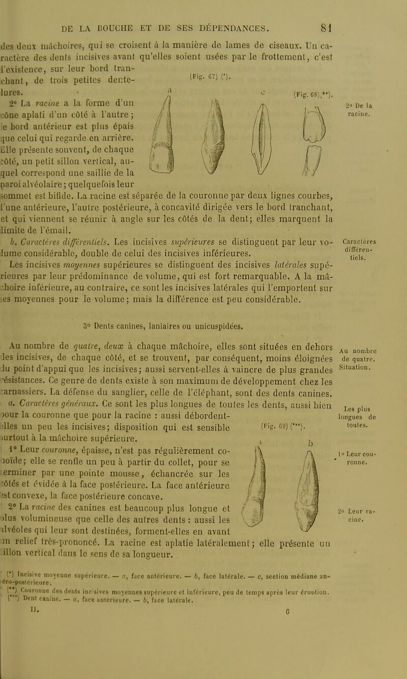 (Fig.es),*). des deux mâchoires, qui se croisent à la manière de lames de ciseaux. Un ca- raclèi'e des dents incisives avant qu'elles soient usées parle frottement, c'est l'existence, sur leur bord tran- chant, de trois petites dente- lures. 2» La racine a la forme d'un •:ùne aplati d'un côté à l'autre ; e bord antérieur est plus épais .jue celui qui regarde en arrière, iilie présente souvent, de chaque :ôté, un petit sillon verlical, au- quel correspond une saillie de la paroi alvéolaire ; quelquefois leur îommel est biflde. La racine est séparée de la couronne par deux lignes courbes, l'une antérieure, l'autre postérieure, à concavité dirigée vers le bord tranchant, et qui viennent se réunir à angle sur les côtés de la dent; elles marquent la limite de l'émail. b. Caractères diffïrenliels. Les incisives supérieures se distinguent par leur vo- lume considérable, double de celui des incisives inférieures. Les incisives moyennes supérieures se distinguent des incisives latérales supé- rieures par leur prédominance de volume, qui est fort remarquable. A la mâ- choire inférieure, au contraire, ce sont les incisives latérales qui l'emportent sur \es moyennes pour le volume; mais la différence est peu considérable. 2o De la racine. Caractères différeu- tiels. 3 Dents canines, laniaires ou unicuspide'es. (Fis- G9) Au nombre de quatre, deux à chaque mâchoire, elles sont situées en dehors les incisives, de chaque côté, et se trouvent, par conséquent, moins éloignées lu point d'appui que les incisives; aussi servent-elles à vaincre de plus grandes •ésistances. Ce genre de dents existe à son maximum de développement chez les .-arnassiers. La défense du sanglier, celle de l'éléphant, sont des dents canines. a. Caractères généraux. Ce sont les plus longues de toutes les dents, aussi bien jour la couronne que pour la racine : aussi débordent- ;lles un peu les incisives; disposition qui est sensible .urloul à la mâchoire supérieure. 1° Leur couronne, épaisse, n'est pas régulièrement co- loïde; elle se renfle un peu à partir du collet, pour se erminer par une pointe mousse, échancrée sur les ■ôtés et évidée à la face postérieure. La face antérieure ;st convexe, la face postérieure concave. 2° La racine des canines est beaucoup plus longue et )lus volumineuse que celle des autres dents : aussi les ilvéoles qui leur sont destinées, forment-elles en avant m relief trés-prononcé. La racine est aplatie latéralement ; elle présente un illon vertical dans le sens de sa longueur. Au nombre de quatre. Situation. Les plus longues de toutes. 1 Leur cou- ronne. 2 Leur ra- cine. [') Incisire moyenne supérieure. — a, face antérieure. — b, face latérale. — c, section médiane an- éro-poslcrieure. (**) Couronne des dcnti inc:sivcs moyennes supérieure et inférieure, peu de temps après leur éruulioi). ( *•) Dent canine. — a, face antérieure. — 6, face latérale. II. fi