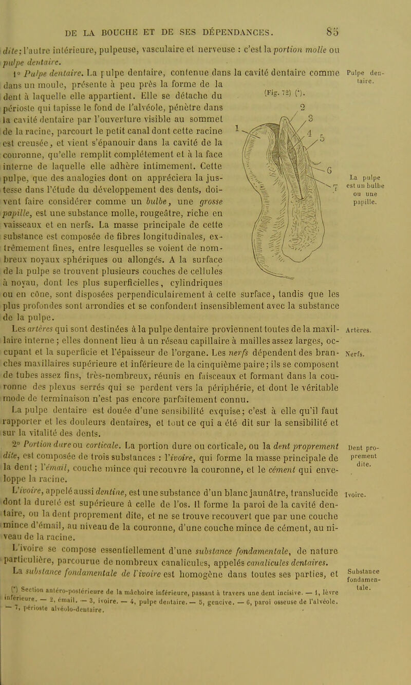 (/(7e; l'a 11 Ire intérieure, pulpeuse, vasculaire et nerveuse : c'est la porfion molie ou pulpe dentaire. 1 Pulpe dentaire. La f ulpe dentaire, contenue dans la cavité dentaire comme dans un moule, présente à peu près la forme de la dent îi laquelle elle appartient. Elle se détache du périoste qui tapisse le fond de l'alvéole, pénètre dans la cavité dentaire par l'ouverture visible au sommet de la racine, parcourt le petit canal dont cette racine est creusée, et vient s'épanouir dans la cavité de la couronne, qu'elle remplit complètement et à la face interne de laquelle elle adhère intimement. Cette pulpe, que des analogies dont on appréciera la jus- tesse dans l'étude du développement des dents, doi- vent faire considérer comme un bulbe, une grosse papille, est une substance molle, rougeûtre, riche en vaisseaux et en nerfs. La masse principale de celte substance est composée de fibres longitudinales, ex- trêmement fines, entre lesquelles se voient de nom- breux noyaux sphériques ou allongés. A la surface de la pulpe se trouvent plusieurs couches de cellules à noyau, dont les plus superficielles, cylindriques ou en cône, sont disposées perpendiculairement à cette surface, tandis que les plus profondes sont ari'ondies et se confondent insensiblement avec la substance de la pulpe. Les artères qui sont destinées à la pulpe dentaire proviennent toutes de la maxil- laire interne ; elles donnent lieu à un réseau capillaire à mailles assez larges, oc- cupant et la superficie et l'épaisseur de l'organe. Les nerfs dépendent des bran- ches ma.\illaires supérieure et inférieure de la cinquième paire; ils se composent de tubes assez fins, très-nombreux, réunis en fiisceaux et formant dans la cou- ronne des plexus serrés qui se perdent vers la périphérie, et dont le véritable mode de terminaison n'est pas encore parfaitement connu. La pulpe dentaire est douée d'une sensibilité exquise; c'est à elle qu'il faut rapporter et les douleurs dentaires, et tout ce qui a été dit sur la sensibilité et sur la vitalité des dents. 2» Portion dure ou corticale. La portion dure ou corticale, ou la dent proprement dite, est composée de trois substances : Vivoire, qui forme la masse principale de la dent ; Vémail, couche mince qui recouvre la couronne, et le cément qui enve- loppe la racine. L'ivoire, appelé aussi dentine, est une substance d'un blanc jaunâtre, translucide dont la dureté est supérieure à celle de l'os. Il forme la paroi de la cavité den- taire, ou la dent proprement dite, et ne se trouve recouvert que par une couche mince d'émail, au niveau de la couronne, d'une couche mince de cément, au ni- veau de la racine. L'ivoire se compose essentiellement d'une substance fondamentale, de nature particulière, parcourue de nombreux canaliculus, {i]}]yc\és cnnalicules dentaires. La substance fondamentale de l'ivoire csl homogène dans toutes ses parties, et ^ ) Section anlcro-postcricure de la mâchoire inférieure, passant à travers une dont incisive. — I, lèvre encure. 2, email. 3, ivoire. — 4, pulpe dentaire.— 5, gencive. — G, paroi osseuse de l'alvéole. — 7, périoste alvéolo-dcutaire. Pulpe den- taire. La pulpe est un bulbe ou uue papille. Artères. Nerfs. Uent pro- prement dite. Ivoire. Substance fondamen- tale.