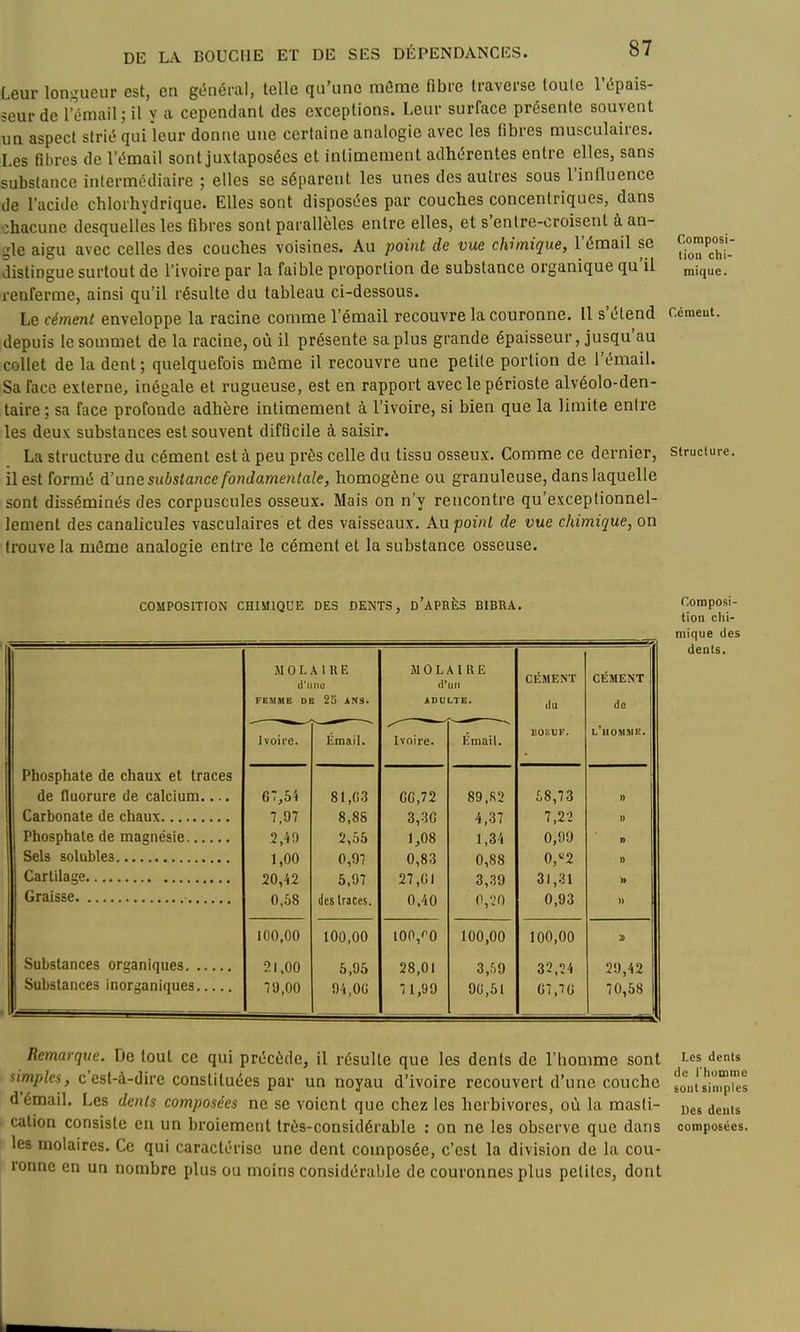 Composi- tion chi- mique. DE LA BOUCHE ET DE SES DÉPENDANCES. 87 Leur longueur csl, en gt5néral, telle qu'une mûme fibre traverse toute l'épais- seur de l'émail; il y a cependant des exceptions. Leur surface présente souvent un aspect strié qui leur donne une certaine analogie avec les fibres musculaires. Les fibres de l'émail sont juxtaposées et intimement adhérentes entre elles, sans substance intermédiaire ; elles se séparent les unes des autres sous l'influence de l'acide chloihydrique. Elles sont disposées par couches concentriques, dans chacune desquelles les fibres sont parallèles entre elles, et s'entre-croisent à an- ïle aigu avec celles des couches voisines. Au point de vue chimique, l'émail se distingue surtout de l'ivoire par la faible proportion de substance organique qu'il renferme, ainsi qu'il résulte du tableau ci-dessous. Le cément enveloppe la racine comme l'émail recouvre la couronne. Il s'étend cément, depuis le sommet de la racine, où il présente sa plus grande épaisseur, jusqu'au collet de la dent; quelquefois même il recouvre une petite portion de l'émail. Sa face externe, inégale et rugueuse, est en rapport avec le périoste alvéolo-den- taire ; sa face profonde adhère intimement à l'ivoire, si bien que la limite entre les deux substances est souvent difficile à saisir. La structure du cément est à peu près celle du tissu osseux. Comme ce dernier, il est formé à'une substance fondamentale, homogène ou granuleuse, dans laquelle sont disséminés des corpuscules osseux. Mais on n'y rencontre qu'exceptionnel- lement des canalicules vasculaires et des vaisseaux. An point de vue chimique, on trouve la môme analogie entre le cément et la substance osseuse. Struclure. COMPOSITION CHIMIQUE DES DENTS, d'aPBÈS BIBRA. MOLAIRE d'uni} MOLAIRE d'un CÉMENT CÉMENT FEMME DE 2o ANS. ADULTE. du de ivoire. Émail. Ivoire. Email. lOEUF. l'uomjie. Phosphate de chaux et traces de fluorure de calcium.... 67,54 81,03 GG,72 89,82 58,73 » 7,97 8,88 3,3G 4,37 7,22 » 2,4!) 2,55 1,08 1,34 0,99 1) 1,00 0,97 0,83 0,88 0,«2 1) 20,42 5,97 27,G1 3,39 31,31 » 0,58 lies Iraces. 0.40 0,-.'0 0,93 100,00 100,00 100,(^0 100,00 100,00 Substances organiques 21,00 5,95 28,01 3,r,9 32,24 29,42 7S),00 94,00 71,99 90,51 07,70 70,58 Composi- tion clii- mique des dents. Remarque. De tout ce qui précède, il résulte que les dents de l'homme sont simples, c'est-à-dire constituées par un noyau d'ivoire recouvert d'une couche d'émail. Les dénis composées ne se voient que chez les herbivores, où la masti- cation consiste en un broiement très-considérable : on ne les observe que dans les molaires. Ce qui caractérise une dent composée, c'est la division de la cou- ronne en un nombre plus ou moins considérable de couronnes plus petites, dont Les dents de riiomme sont simples Des deuts composées.