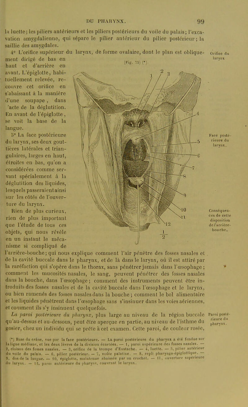 (Rig. 73) (♦) 1.1 luette; les piliers antérieurs et les piliers postérieurs du voile du palais; l'exca- vation amygdalienne, qui sépare le pilier antérieur du pilier postérieur ; la saillie des amygdales. 4 I/oriûce supérieur du larynx, de forme ovalaire, dont le plan est oblique- ment dirigé de bas en haut et d'arrière en avant. L'épiglotte, habi- tuellement relevée, re- couvre cet orifice en s'abaissant à la manière d'une soupape , dans 'acte de la déglutition. En avant de l'épiglotte , se voit la base de la langue. o» La face postérieure du larynx, ses deux gout- tières latérales et trian- gulaires, larges en haut, étroites en bas, qu'on a considérées comme ser- vant spécialement à la déglutition des liquides, lesquels passeraientainsi sur les côtés de l'ouver- ture du larynx. Rien de plus curieux, rien de plus important que l'étude de tous ces objets^ qui nous révèle en un instant le méca- nisme si compliqué de rarrière-l)ouche; qui nous explique comment l'air pénètre des fosses nasales et delà cavité buccale dans le pharynx, et de là dans le larynx, où il est attiré par la raréfaction qui s'opère dans le thorax, sans pénétrer jamais dans l'œsophage; comment les mucosités nasales, le sang, peuvent pénétrer des fosses nasales dans la bouche, dans l'œsophage ; comment des instruments peuvent être in- troduits des fosses nasales et de la cavité buccale dans l'œsophage et le larynx, ou bien ran)enés des fosses nasales dans la bouche; comment le bol alimentaire et les liquides pénètrent dans l'œsophage sans s'insinuer dans les voies aériennes, et comment ils s'y insinuent quelquefois. La paroi postérieure du pharynx, plus large au niveau de la région buccale qu'au-dessus et au-dessous, peut ûlre aperçue en partie, au niveau de l'isthme du gosier, chez un individu qui se prèle à cet examen. Celle paroi, de couleur rosée, (*) Base du crâne, vue pnr la face postérieure. — La paroi postérieure du pharynx n été fendue sur la ligne médiane, et les deux lèvres de la division écariccs. — I, paroi supérieure des fosses nasales. — 2, cloison des fosses nasales. — 3, orilîce de la trompe d'Eustachc. — 4, luclle. — H, pilier nnicricur du voile du palais. — G, pilier postérieur. — 1, voiitc palatine. — 8, repli pliarynuo épi^lollique. — 9, dos de In lan;!ue. — Ifl, epi^lotlc, ninintcnue nl)aissée pur un crocliel. — II, nuverturc supérieure du Wryru. — IJ, p.iroi nnlériptire du pharynx, couvr.inl leliirynx. Orifice du larvnx Face posté- rieure du larvnx. Conséquen- ces de cette disposiliun de Tarrièrc- bouehe. Paroi posté- rieure du pharynx.