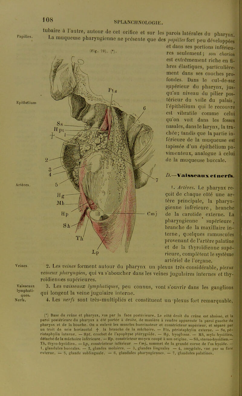 SPLANClhNOLOGIE. l'apilles. Epithélium Artères. Veines. Vaisscau.x lymphati- ques. Nerfs. tubaire à l'autre, autour de cet orifice et sur les parois latérales du pharynx La muqueuse pharyngienne ne présente que des papilles tovl peu développée^ et dans ses portions inférieu- res seulement; 6m chorion eèt extrêmement riche en fi- bres élastiques, particulière- ment dans ses couches pro- fondes. Dans le cul-de-sac supérieur du pharynx, jus- qu'au niveau du pilier pos- térieur du \oile du palais, l'épithélium qui le recouvre est vibratile comme celui qu'on voit dans les fosses nasales, dans le larynx, la tra- chée; tandis que la partie ia- férieure de la muqueuse est tapissée d'un épithélium pa- vimenteux, analogue à celui de la muqueuse buccale. B.—Vaisseaux et nerfs. I. Artères. Le pharynx re-j çoit de chaque côté une ar-i tére principale, la pharyn- gienne inférieure, branche de la carotide externe. La pharyngienne supérieure, branche de la maxillaire in- terne, quelques ramuscuies provenant de l'artère palatine et de la thyroïdienne supé- rieure, complètent le système artériel de l'organe. 2. Les vemes forment autour du pharynx un plexus très-considérable, p/exiw veineux pharyngien, qui va s'aboucher dans les veines jugulaires internes et thy- roïdiennes supérieures. 3. Les vaisseaux lymphatiques, peu connus, vont s'ouvrir dans les ganglions qui longent la veine jugulaire interne. 4. Les nerfs sont Irès-multipliés et constituent un plexus fort remarquable, (') Base (lu crâne cl pharynx, vus par la face poslciicure. Le cAté droit du crâne est abnissc, et la paroi postérieure du pharynx a élc portée à droite, de manière à rendre apparente la paroi gauche du pharynx cl de la bouche. On a enlevé les muscles buccin.ilcur et constricteur supérieur, et séparé par un Irait de scie horizontal la branche de la mâchoire. — Vis, péristaphylin externe. — pc- rislaphylin interne. — Hp/. crochet de l'apophyse ptérygoïdc. — Hij, liyoglosse. — M//, mylo-hyoïdien, détache de la mâchoire inférieure. — \lp. constricteur moyeu coupé à son oripine. — S/t, «.lerno-hyoîdien.— T/(, thyro-hyoïdicn. —Lp, constricteur inférieur — Cmj, sommet de la grande corne de l'os hyoïde. — 1, glandules buccales. — 2, glandes molaires. — 3, glandes linguales — 4, .nniygdale, vue par sa face externe. — S, glande sublinguale. — fi, glandules pharyngiennes. — 7, giniidulcs pabilincs.