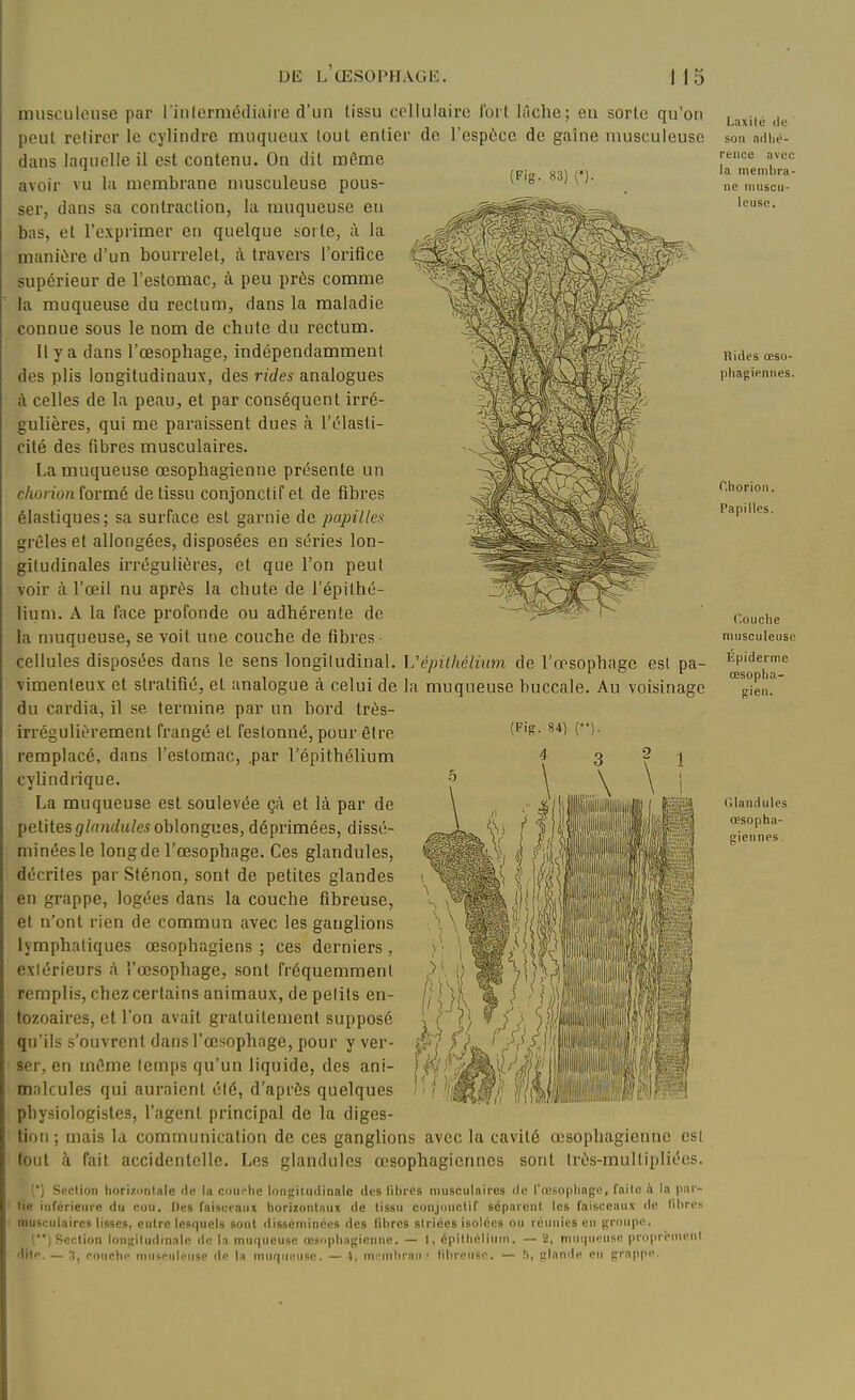 (Fig. 83) (')• musculeuse par l'inlermédiaire d'un lissu cellulaire fort lâche; en sorte qu'on peut retirer le cylindre nnuqueux tout entier de l'espèce de gaîne musculeuse dans laquelle il est contenu. On dit mOme avoir vu la membrane nmsculeuse pous- ser, dans sa contraction, lu muqueuse en bas, et l'expi'imer en quelque sorte, à la manière d'un bourrelet, à travers l'oriflce supérieur de l'estomac, à peu prùs comme la muqueuse du rectum, dans la maladie connue sous le nom de chute du rectum. 11 y a dans l'œsophage, indépendamment des plis longitudinaux, des rides analogues à celles de la peau, et par conséquent irré- gulières, qui me paraissent dues à l'élasti- cité des fibres musculaires. La muqueuse œsophagienne présente un chorionïormé de tissu conjonctif et de fibres élastiques; sa surface est garnie de papilles grêles et allongées, disposées en séries lon- gitudinales irrégulières, et que l'on peut voir à l'œil nu après la chute de l'épilhé- lium. A la face profonde ou adhérente de la muqueuse, se voit une couche de fibres cellules disposées dans le sens longitudinal. V.'épilhélium de l'œsophage est pa- •vimenteux et stratifié, et analogue à celui de la muqueuse buccale. Au voisinage du cardia, il se termine par un bord très- irrégulièrement frangé et festonné, pour être remplacé, dans l'estomac, .par l'épithélium cylindrique. La muqueuse est soulevée çà et là par de petitesg/««(/«/esoblongues, déprimées, dissé- minées le long de l'œsophage. Ces glandules, décrites par Sfénon, sont de petites glandes en grappe, logées dans la couche fibreuse, et n'ont rien de commun avec les ganglions lymphatiques œsophagiens ; ces derniers , extérieurs à l'œsophage, sont fréquemment remplis, chez certains animaux, de petits en- tozoaires, et l'on avait gratuitement supposé qu'ils s'ouvrent dans l'œsophage, pour y ver- ser, en môme temps qu'un liquide, des ani- malcules qui auraient été, d'après quelques physiologistes, l'agent principal de la diges- tion ; mais la communication de ces ganglions avec la cavité œsophagienne est tout à fait accidentelle. Les glandules œsophagiennes sont Irôs-multipliées. (') Section tinriziinlaie (le la couclie lonf;iluilinale des libres musculaires de l'œsophage, failc à la par- tie inférieure du cou. Des faisceaux horizontaux de lissu coiijouclif séparent les faisceaux de libres musculaires lisses, entre lesquels sont disséminées des libres striées isolées ou réunies en jtroupe. () Section loiij;itudinalR de la muqueuse resuphagicnne. — 1, cpitliéliuin. — 2, muqueuse proprement ililo. - 3, couche muscideuse de la muqueuse. — 1, m-mbraii • libreuse. — !>, glande en grappe. Laxilé de son adlié- rence avec la membra- ne muscu- leuse. nides œso- phagiennes. C.horion. Papilles. Couche musculeuse Epiderme œsopha- gien. Glandules œsopha- giennes .